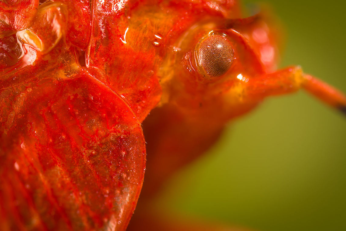 Phromnia rosea - adult head Specimen, but the first adult of the species.<br />
<br />
I&#039;ve seen the nymph of this species in the wild a few times, but never the adult. Interestingly, it seems in both life stages they group together to mimic a flower blossom. This is a 7:1 focus stack.<br />
<figure class="photo"><a href="https://www.jungledragon.com/image/109728/phromnia_rosea_-_adult.html" title="Phromnia rosea - adult"><img src="https://s3.amazonaws.com/media.jungledragon.com/images/2/109728_thumb.jpg?AWSAccessKeyId=05GMT0V3GWVNE7GGM1R2&Expires=1759968010&Signature=R9c4P1SGnjpRuX6SFWBJtOGtq8s%3D" width="200" height="134" alt="Phromnia rosea - adult Specimen, but the first adult of the species.<br />
<br />
I&#039;ve seen the nymph of this species in the wild a few times, but never the adult. Interestingly, it seems in both life stages they group together to mimic a flower blossom.<br />
https://www.jungledragon.com/image/109729/phromnia_rosea_-_adult_head.html Extreme Macro,Madagascan Flatid Leaf-Bug,Phromnia rosea" /></a></figure> Extreme Macro,Madagascan Flatid Leaf-Bug,Phromnia rosea