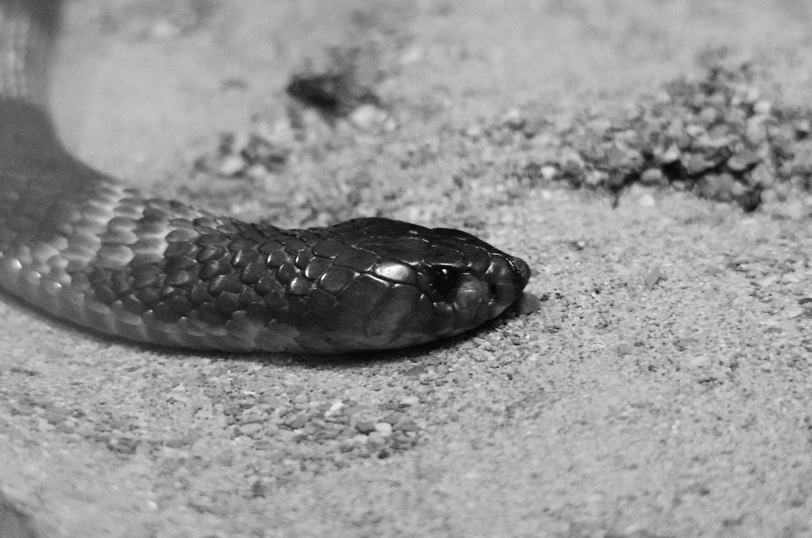 Snouted Cobra at Antwerp zoo Sorry for the poor quality, the light conditions were very challenging. Antwerpen,Naja annulifera,Snouted cobra