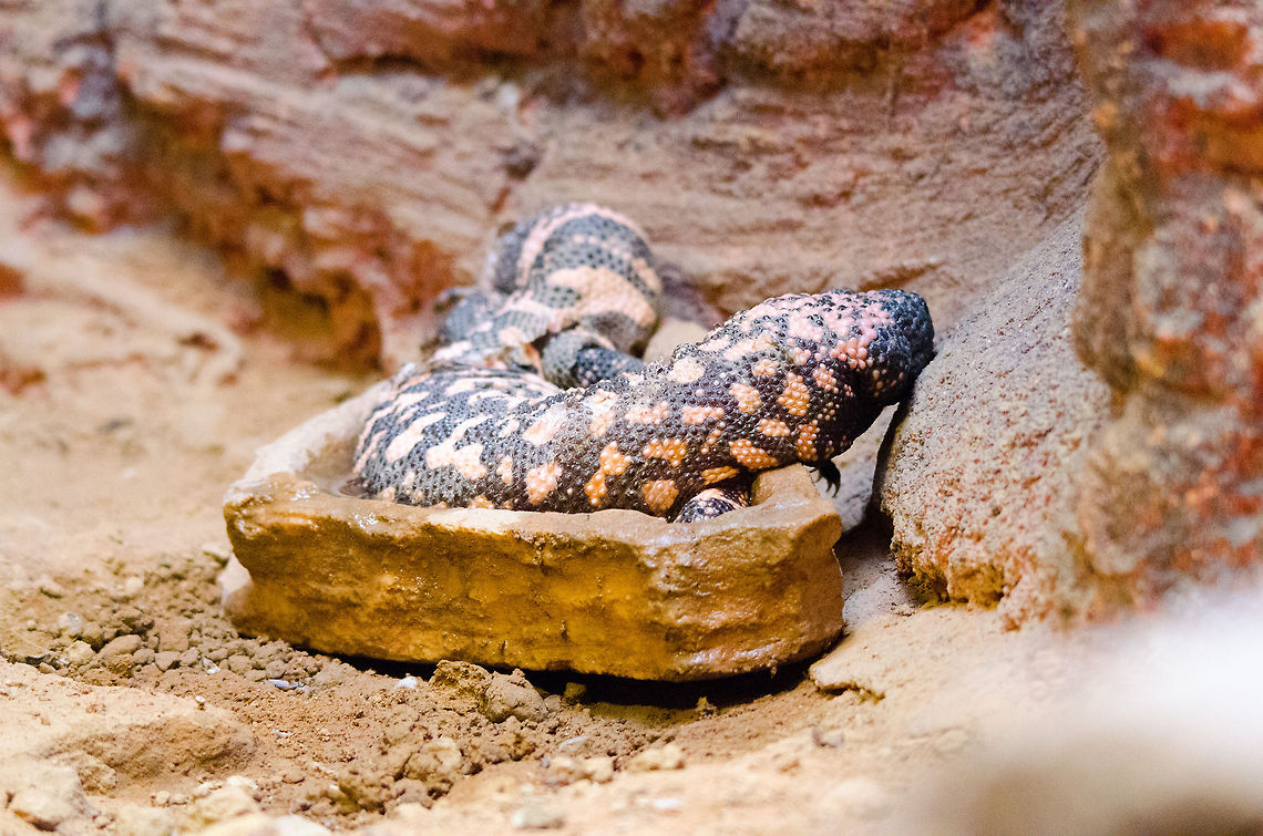 Gila Monster at Antwerp zoo Not in its most active pose, but if your name contains &quot;monster&quot;, you belong on JungleDragon. Antwerpen,Gila Monster,Heloderma suspectum