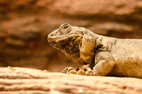 Common Chuckwalla at Antwerp zoo  Antwerpen,Common Chuckwalla,Sauromalus ater
