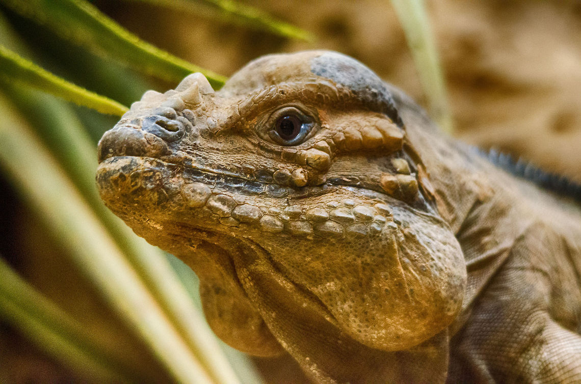 Rhinoceros Iguana head closeup  Antwerpen,Cyclura cornuta,Rhinoceros Iguana (Cyclura cornuta)