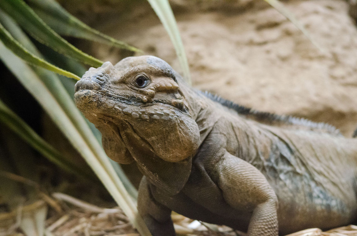 Rhinoceros Iguana at Antwerp zoo  Antwerpen,Cyclura cornuta,Rhinoceros Iguana (Cyclura cornuta)