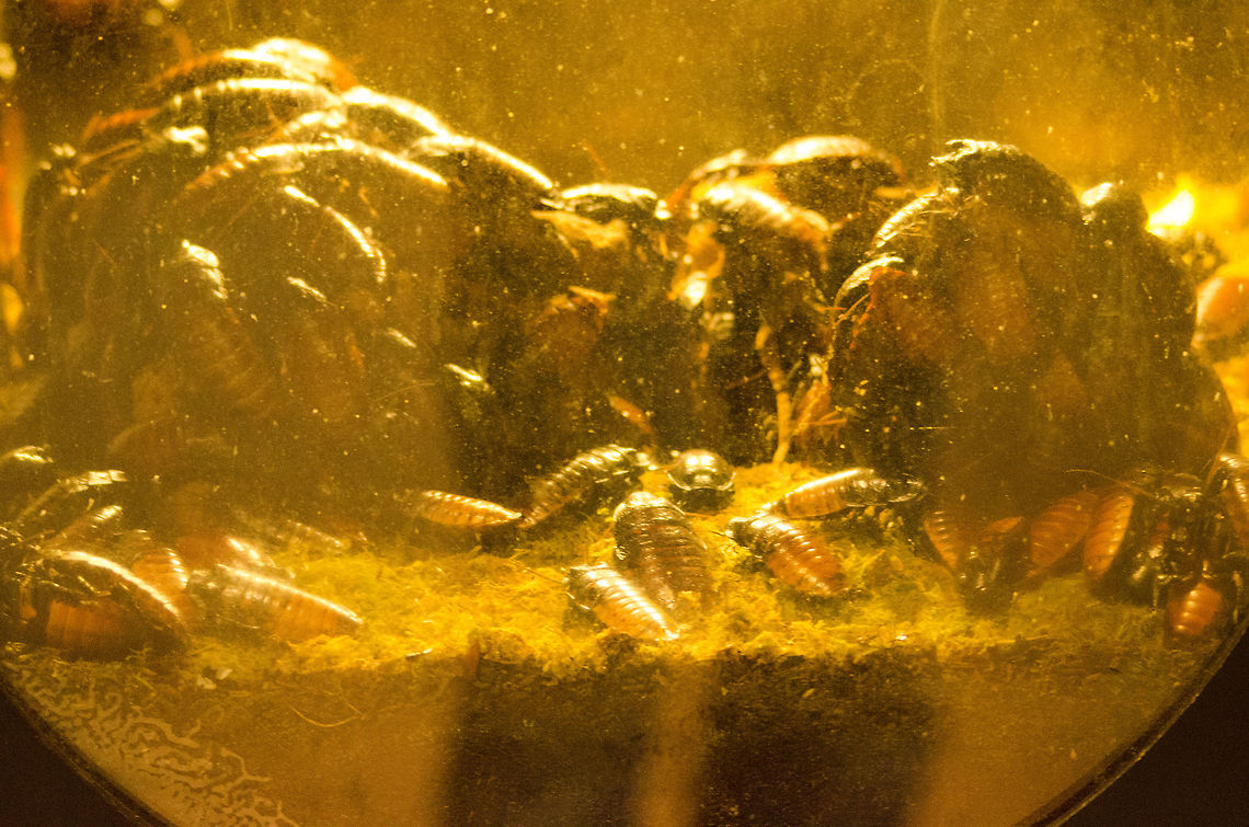 Madagascar hissing cockroaches This is of course a photo of a dubious technical quality, yet it does express my view on these insects quite well, as in that they scare me. Story time: It was in Tsingy, Madagascar earlier this year where after a very hot and long day full of walks I sat down at the porch of our cabin. It was pitch dark and I was just listening to the wildlife sounds, and trying to cool down from the day. For no real reason I switched on my flash light and surveyed my surroundings. There it was, just one meter away from me, an army of these mega huge cockroaches coming towards me. At eye height even, as they were crawling over the pole I was leaning on. I quickly went inside, sealed all openings and couldn't sleep for hours. <br />
<br />
End of story. I admit it, I have an irrational fear of insects, yet they also fascinate me. This photo very much makes me relive that scene. Antwerpen,Gromphadorhina portentosa,Madagascar hissing cockroach