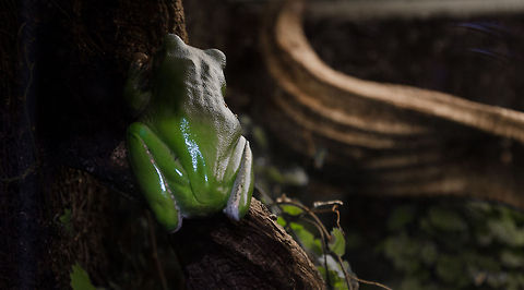 World's largest tree frog, the White-lipped tree frog As you can see, it was a bit shy on this day. Antwerpen,Litoria infrafrenata,White-lipped tree frog