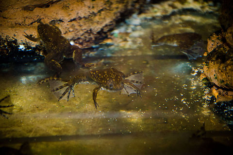 African clawed frogs at Antwerp zoo What this photo lacks in quality, I hope it makes up in the species on display. I had never heard before about these freaky little frogs. African clawed frog,Antwerpen,Xenopus laevis