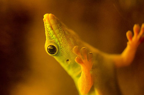 Let me out of here A Madagascar day gecko sticking to the glass at the Antwerp zoo. I have a special relation with these species, as they were a trusty inhabitant of our cabins in our travel throughout Madagascar. They're really friendly and curious once you get used to the idea of them being in your house.  Antwerpen,Madagascar day gecko,Phelsuma madagascariensis madagascariensis