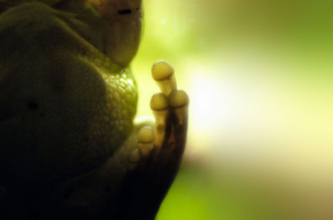 Largest tree frog with largest feet This a closeup of a foot of a frog on the inside of glass, a White-lipped tree frog to be specific. It is kind of an abstract macro shot where I'm still not sure whether this frog tried to teach me a deeper lesson on the beauty of wildlife, or whether it was just giving me the finger. Antwerpen,Litoria infrafrenata,White-lipped tree frog