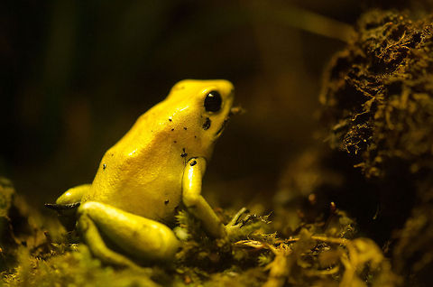 Smart frog This is quite an awesome frog. It is the largest poison dart frog species, as well as one of the most intelligent of all frogs. They are very self aware, of the power of their poison, and as such do not try to hide from any predator.  Antwerpen,Phyllobates terribilis