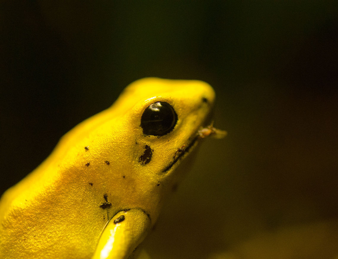 Golden poison frog Macro Fun fact: in dutch, german and in latin their name means &quot;terrible&quot; frog.  Antwerpen,Golden poison frog,Phyllobates terribilis