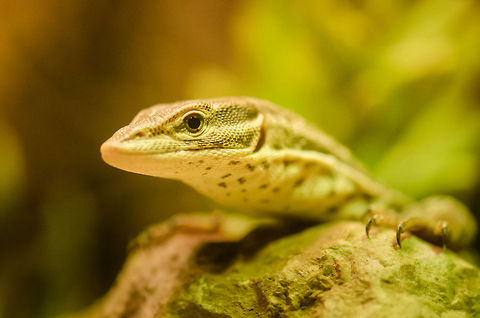 Spiny-tailed monitor (Ackies Dwarf Monitor)