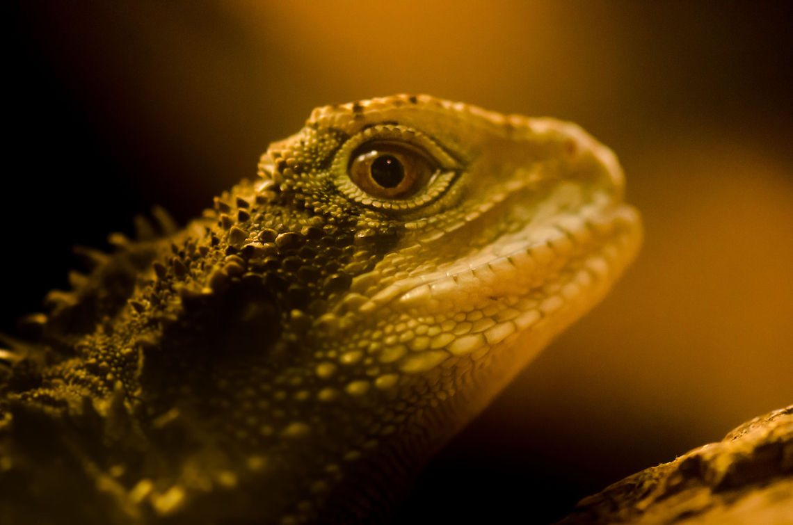 Australian Water Dragon at Antwerp zoo  Antwerpen,Physignathus lesueurii,Water Dragon