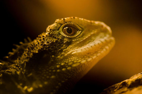 Australian Water Dragon at Antwerp zoo  Antwerpen,Physignathus lesueurii,Water Dragon