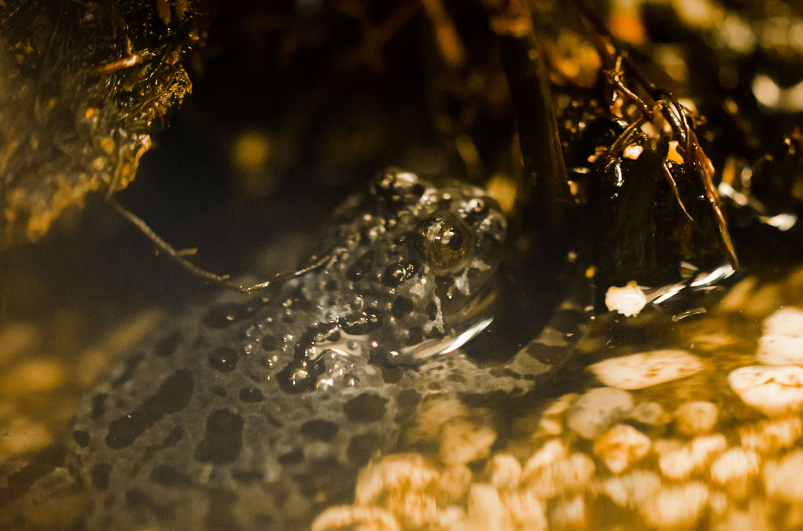 Oriental Fire-bellied Toad at Antwerp zoo  Antwerpen,Bombina orientalis,Oriental Fire-bellied Toad