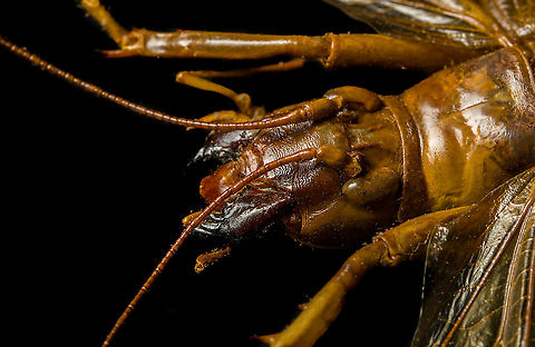 Sia ferox - mandibles A specimen of Sia Verox, the Bulldog Raspy Cricket.

An insect remarkable in a few ways...

1. It is very large, this one measuring 10 cm from abdomen to head.

2. Despite its size, it's surprisingly rare. In the wild, it probably isn't uncommon, just hard to see. By day they hide in a burrow, whilst at night they hunt on the forest floor deeply into rain forests. This may explain why there are so few reports.

3. Perhaps its most remarkable trait is that it's considerably higher on the food chain compared to most crickets. This cricket is large, fast and predatory. It tends to take on mid-sized insects, about half its size, but doesn't shy away from taking on giant arthropods, including tarantula. It's most formidable weapon are the mandibles.

https://www.youtube.com/watch?v=axRDs9F8U4s

This insect had some TV fame from Discovery's "Bug Wars", yet I hate their sensationalized staged gladiotor fights, so won't link to it.

https://www.jungledragon.com/image/110146/sia_ferox.html
https://www.jungledragon.com/image/110149/sia_ferox_-_details.html
https://www.jungledragon.com/image/110144/sia_ferox_-_mid_body.html
https://www.jungledragon.com/image/110147/sia_ferox_-_abdomen.html
https://www.jungledragon.com/image/110145/sia_ferox_-_wing_detail.html
https://www.jungledragon.com/image/110148/sia_ferox_-_wing_details.html
https://www.jungledragon.com/image/110142/sia_ferox_-_mandibles.html
https://www.jungledragon.com/image/110143/sia_ferox_-_frontal.html
https://www.jungledragon.com/image/110150/sia_ferox_-_upper_body.html Bulldog Raspy Cricket,Extreme Macro,Sia ferox