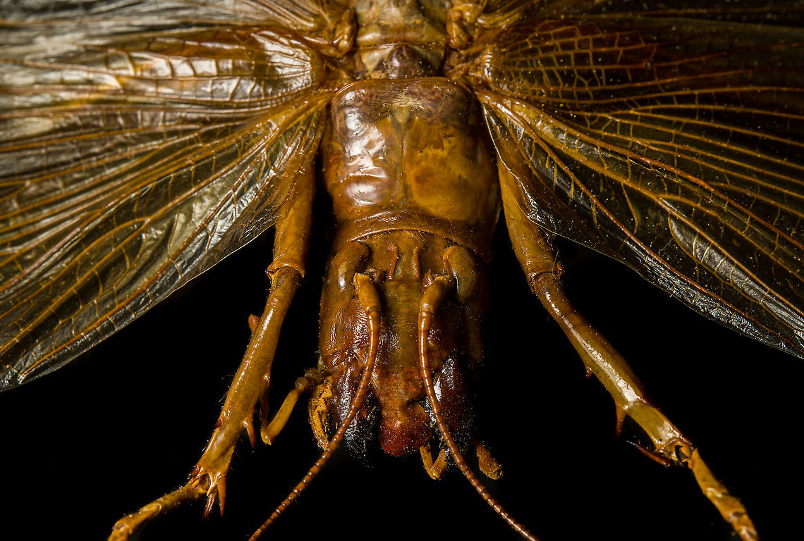 Sia ferox - frontal A specimen of Sia Verox, the Bulldog Raspy Cricket.<br />
<br />
An insect remarkable in a few ways...<br />
<br />
1. It is very large, this one measuring 10 cm from abdomen to head.<br />
<br />
2. Despite its size, it&#039;s surprisingly rare. In the wild, it probably isn&#039;t uncommon, just hard to see. By day they hide in a burrow, whilst at night they hunt on the forest floor deeply into rain forests. This may explain why there are so few reports.<br />
<br />
3. Perhaps its most remarkable trait is that it&#039;s considerably higher on the food chain compared to most crickets. This cricket is large, fast and predatory. It tends to take on mid-sized insects, about half its size, but doesn&#039;t shy away from taking on giant arthropods, including tarantula. It&#039;s most formidable weapon are the mandibles.<br />
<br />
<section class="video"><iframe width="448" height="282" src="https://www.youtube-nocookie.com/embed/axRDs9F8U4s?hd=1&autoplay=0&rel=0" frameborder="0" allowfullscreen></iframe></section><br />
<br />
This insect had some TV fame from Discovery&#039;s &quot;Bug Wars&quot;, yet I hate their sensationalized staged gladiotor fights, so won&#039;t link to it.<br />
<br />
<figure class="photo"><a href="https://www.jungledragon.com/image/110146/sia_ferox.html" title="Sia ferox"><img src="https://s3.amazonaws.com/media.jungledragon.com/images/2/110146_thumb.jpg?AWSAccessKeyId=05GMT0V3GWVNE7GGM1R2&Expires=1759968010&Signature=MfLyty4Z66IxtfQ6nPcEb4TiqPM%3D" width="116" height="152" alt="Sia ferox A specimen of Sia Verox, the Bulldog Raspy Cricket.<br />
<br />
An insect remarkable in a few ways...<br />
<br />
1. It is very large, this one measuring 10 cm from abdomen to head.<br />
<br />
2. Despite its size, it&#039;s surprisingly rare. In the wild, it probably isn&#039;t uncommon, just hard to see. By day they hide in a burrow, whilst at night they hunt on the forest floor deeply into rain forests. This may explain why there are so few reports.<br />
<br />
3. Perhaps its most remarkable trait is that it&#039;s considerably higher on the food chain compared to most crickets. This cricket is large, fast and predatory. It tends to take on mid-sized insects, about half its size, but doesn&#039;t shy away from taking on giant arthropods, including tarantula. It&#039;s most formidable weapon are the mandibles.<br />
<br />
https://www.youtube.com/watch?v=axRDs9F8U4s<br />
<br />
This insect had some TV fame from Discovery&#039;s &quot;Bug Wars&quot;, yet I hate their sensationalized staged gladiotor fights, so won&#039;t link to it.<br />
<br />
https://www.jungledragon.com/image/110146/sia_ferox.html<br />
https://www.jungledragon.com/image/110149/sia_ferox_-_details.html<br />
https://www.jungledragon.com/image/110144/sia_ferox_-_mid_body.html<br />
https://www.jungledragon.com/image/110147/sia_ferox_-_abdomen.html<br />
https://www.jungledragon.com/image/110145/sia_ferox_-_wing_detail.html<br />
https://www.jungledragon.com/image/110148/sia_ferox_-_wing_details.html<br />
https://www.jungledragon.com/image/110142/sia_ferox_-_mandibles.html<br />
https://www.jungledragon.com/image/110143/sia_ferox_-_frontal.html<br />
https://www.jungledragon.com/image/110150/sia_ferox_-_upper_body.html Extreme Macro,Sia Verox,Sia ferox" /></a></figure><br />
<figure class="photo"><a href="https://www.jungledragon.com/image/110149/sia_ferox_-_details.html" title="Sia ferox - details"><img src="https://s3.amazonaws.com/media.jungledragon.com/images/2/110149_thumb.jpg?AWSAccessKeyId=05GMT0V3GWVNE7GGM1R2&Expires=1759968010&Signature=Dsp9YNs5DaYee6zIoI2SjR83yVE%3D" width="200" height="134" alt="Sia ferox - details A specimen of Sia Verox, the Bulldog Raspy Cricket.<br />
<br />
An insect remarkable in a few ways...<br />
<br />
1. It is very large, this one measuring 10 cm from abdomen to head.<br />
<br />
2. Despite its size, it&#039;s surprisingly rare. In the wild, it probably isn&#039;t uncommon, just hard to see. By day they hide in a burrow, whilst at night they hunt on the forest floor deeply into rain forests. This may explain why there are so few reports.<br />
<br />
3. Perhaps its most remarkable trait is that it&#039;s considerably higher on the food chain compared to most crickets. This cricket is large, fast and predatory. It tends to take on mid-sized insects, about half its size, but doesn&#039;t shy away from taking on giant arthropods, including tarantula. It&#039;s most formidable weapon are the mandibles.<br />
<br />
https://www.youtube.com/watch?v=axRDs9F8U4s<br />
<br />
This insect had some TV fame from Discovery&#039;s &quot;Bug Wars&quot;, yet I hate their sensationalized staged gladiotor fights, so won&#039;t link to it.<br />
<br />
https://www.jungledragon.com/image/110146/sia_ferox.html<br />
https://www.jungledragon.com/image/110149/sia_ferox_-_details.html<br />
https://www.jungledragon.com/image/110144/sia_ferox_-_mid_body.html<br />
https://www.jungledragon.com/image/110147/sia_ferox_-_abdomen.html<br />
https://www.jungledragon.com/image/110145/sia_ferox_-_wing_detail.html<br />
https://www.jungledragon.com/image/110148/sia_ferox_-_wing_details.html<br />
https://www.jungledragon.com/image/110142/sia_ferox_-_mandibles.html<br />
https://www.jungledragon.com/image/110143/sia_ferox_-_frontal.html<br />
https://www.jungledragon.com/image/110150/sia_ferox_-_upper_body.html Bulldog Raspy Cricket,Extreme Macro,Sia ferox" /></a></figure><br />
<figure class="photo"><a href="https://www.jungledragon.com/image/110144/sia_ferox_-_mid_body.html" title="Sia ferox - mid body"><img src="https://s3.amazonaws.com/media.jungledragon.com/images/2/110144_thumb.jpg?AWSAccessKeyId=05GMT0V3GWVNE7GGM1R2&Expires=1759968010&Signature=oyp3n2eLhD1FYKCIwbEcpI36GSQ%3D" width="200" height="136" alt="Sia ferox - mid body A specimen of Sia Verox, the Bulldog Raspy Cricket.<br />
<br />
An insect remarkable in a few ways...<br />
<br />
1. It is very large, this one measuring 10 cm from abdomen to head.<br />
<br />
2. Despite its size, it&#039;s surprisingly rare. In the wild, it probably isn&#039;t uncommon, just hard to see. By day they hide in a burrow, whilst at night they hunt on the forest floor deeply into rain forests. This may explain why there are so few reports.<br />
<br />
3. Perhaps its most remarkable trait is that it&#039;s considerably higher on the food chain compared to most crickets. This cricket is large, fast and predatory. It tends to take on mid-sized insects, about half its size, but doesn&#039;t shy away from taking on giant arthropods, including tarantula. It&#039;s most formidable weapon are the mandibles.<br />
<br />
https://www.youtube.com/watch?v=axRDs9F8U4s<br />
<br />
This insect had some TV fame from Discovery&#039;s &quot;Bug Wars&quot;, yet I hate their sensationalized staged gladiotor fights, so won&#039;t link to it.<br />
<br />
https://www.jungledragon.com/image/110146/sia_ferox.html<br />
https://www.jungledragon.com/image/110149/sia_ferox_-_details.html<br />
https://www.jungledragon.com/image/110144/sia_ferox_-_mid_body.html<br />
https://www.jungledragon.com/image/110147/sia_ferox_-_abdomen.html<br />
https://www.jungledragon.com/image/110145/sia_ferox_-_wing_detail.html<br />
https://www.jungledragon.com/image/110148/sia_ferox_-_wing_details.html<br />
https://www.jungledragon.com/image/110142/sia_ferox_-_mandibles.html<br />
https://www.jungledragon.com/image/110143/sia_ferox_-_frontal.html<br />
https://www.jungledragon.com/image/110150/sia_ferox_-_upper_body.html Bulldog Raspy Cricket,Extreme Macro,Sia ferox" /></a></figure><br />
<figure class="photo"><a href="https://www.jungledragon.com/image/110147/sia_ferox_-_abdomen.html" title="Sia ferox - abdomen"><img src="https://s3.amazonaws.com/media.jungledragon.com/images/2/110147_thumb.jpg?AWSAccessKeyId=05GMT0V3GWVNE7GGM1R2&Expires=1759968010&Signature=cpJH69BYShuwXIAXhv8lcbp97TI%3D" width="200" height="134" alt="Sia ferox - abdomen A specimen of Sia Verox, the Bulldog Raspy Cricket.<br />
<br />
An insect remarkable in a few ways...<br />
<br />
1. It is very large, this one measuring 10 cm from abdomen to head.<br />
<br />
2. Despite its size, it&#039;s surprisingly rare. In the wild, it probably isn&#039;t uncommon, just hard to see. By day they hide in a burrow, whilst at night they hunt on the forest floor deeply into rain forests. This may explain why there are so few reports.<br />
<br />
3. Perhaps its most remarkable trait is that it&#039;s considerably higher on the food chain compared to most crickets. This cricket is large, fast and predatory. It tends to take on mid-sized insects, about half its size, but doesn&#039;t shy away from taking on giant arthropods, including tarantula. It&#039;s most formidable weapon are the mandibles.<br />
<br />
https://www.youtube.com/watch?v=axRDs9F8U4s<br />
<br />
This insect had some TV fame from Discovery&#039;s &quot;Bug Wars&quot;, yet I hate their sensationalized staged gladiotor fights, so won&#039;t link to it.<br />
<br />
https://www.jungledragon.com/image/110146/sia_ferox.html<br />
https://www.jungledragon.com/image/110149/sia_ferox_-_details.html<br />
https://www.jungledragon.com/image/110144/sia_ferox_-_mid_body.html<br />
https://www.jungledragon.com/image/110147/sia_ferox_-_abdomen.html<br />
https://www.jungledragon.com/image/110145/sia_ferox_-_wing_detail.html<br />
https://www.jungledragon.com/image/110148/sia_ferox_-_wing_details.html<br />
https://www.jungledragon.com/image/110142/sia_ferox_-_mandibles.html<br />
https://www.jungledragon.com/image/110143/sia_ferox_-_frontal.html<br />
https://www.jungledragon.com/image/110150/sia_ferox_-_upper_body.html Bulldog Raspy Cricket,Extreme Macro,Sia ferox" /></a></figure><br />
<figure class="photo"><a href="https://www.jungledragon.com/image/110145/sia_ferox_-_wing_detail.html" title="Sia ferox - wing detail"><img src="https://s3.amazonaws.com/media.jungledragon.com/images/2/110145_thumb.jpg?AWSAccessKeyId=05GMT0V3GWVNE7GGM1R2&Expires=1759968010&Signature=erKJmPu5O3Y2RIAQrhGyzFkAsgI%3D" width="200" height="180" alt="Sia ferox - wing detail A specimen of Sia Verox, the Bulldog Raspy Cricket.<br />
<br />
An insect remarkable in a few ways...<br />
<br />
1. It is very large, this one measuring 10 cm from abdomen to head.<br />
<br />
2. Despite its size, it&#039;s surprisingly rare. In the wild, it probably isn&#039;t uncommon, just hard to see. By day they hide in a burrow, whilst at night they hunt on the forest floor deeply into rain forests. This may explain why there are so few reports.<br />
<br />
3. Perhaps its most remarkable trait is that it&#039;s considerably higher on the food chain compared to most crickets. This cricket is large, fast and predatory. It tends to take on mid-sized insects, about half its size, but doesn&#039;t shy away from taking on giant arthropods, including tarantula. It&#039;s most formidable weapon are the mandibles.<br />
<br />
https://www.youtube.com/watch?v=axRDs9F8U4s<br />
<br />
This insect had some TV fame from Discovery&#039;s &quot;Bug Wars&quot;, yet I hate their sensationalized staged gladiotor fights, so won&#039;t link to it.<br />
<br />
https://www.jungledragon.com/image/110146/sia_ferox.html<br />
https://www.jungledragon.com/image/110149/sia_ferox_-_details.html<br />
https://www.jungledragon.com/image/110144/sia_ferox_-_mid_body.html<br />
https://www.jungledragon.com/image/110147/sia_ferox_-_abdomen.html<br />
https://www.jungledragon.com/image/110145/sia_ferox_-_wing_detail.html<br />
https://www.jungledragon.com/image/110148/sia_ferox_-_wing_details.html<br />
https://www.jungledragon.com/image/110142/sia_ferox_-_mandibles.html<br />
https://www.jungledragon.com/image/110143/sia_ferox_-_frontal.html<br />
https://www.jungledragon.com/image/110150/sia_ferox_-_upper_body.html Bulldog Raspy Cricket,Extreme Macro,Sia ferox" /></a></figure><br />
<figure class="photo"><a href="https://www.jungledragon.com/image/110148/sia_ferox_-_wing_details.html" title="Sia ferox - wing details"><img src="https://s3.amazonaws.com/media.jungledragon.com/images/2/110148_thumb.jpg?AWSAccessKeyId=05GMT0V3GWVNE7GGM1R2&Expires=1759968010&Signature=kYnZgmtGVDlozPsw92T1t5rM%2BtY%3D" width="102" height="152" alt="Sia ferox - wing details A specimen of Sia Verox, the Bulldog Raspy Cricket.<br />
<br />
An insect remarkable in a few ways...<br />
<br />
1. It is very large, this one measuring 10 cm from abdomen to head.<br />
<br />
2. Despite its size, it&#039;s surprisingly rare. In the wild, it probably isn&#039;t uncommon, just hard to see. By day they hide in a burrow, whilst at night they hunt on the forest floor deeply into rain forests. This may explain why there are so few reports.<br />
<br />
3. Perhaps its most remarkable trait is that it&#039;s considerably higher on the food chain compared to most crickets. This cricket is large, fast and predatory. It tends to take on mid-sized insects, about half its size, but doesn&#039;t shy away from taking on giant arthropods, including tarantula. It&#039;s most formidable weapon are the mandibles.<br />
<br />
https://www.youtube.com/watch?v=axRDs9F8U4s<br />
<br />
This insect had some TV fame from Discovery&#039;s &quot;Bug Wars&quot;, yet I hate their sensationalized staged gladiotor fights, so won&#039;t link to it.<br />
<br />
https://www.jungledragon.com/image/110146/sia_ferox.html<br />
https://www.jungledragon.com/image/110149/sia_ferox_-_details.html<br />
https://www.jungledragon.com/image/110144/sia_ferox_-_mid_body.html<br />
https://www.jungledragon.com/image/110147/sia_ferox_-_abdomen.html<br />
https://www.jungledragon.com/image/110145/sia_ferox_-_wing_detail.html<br />
https://www.jungledragon.com/image/110148/sia_ferox_-_wing_details.html<br />
https://www.jungledragon.com/image/110142/sia_ferox_-_mandibles.html<br />
https://www.jungledragon.com/image/110143/sia_ferox_-_frontal.html<br />
https://www.jungledragon.com/image/110150/sia_ferox_-_upper_body.html Bulldog Raspy Cricket,Extreme Macro,Sia ferox" /></a></figure><br />
<figure class="photo"><a href="https://www.jungledragon.com/image/110142/sia_ferox_-_mandibles.html" title="Sia ferox - mandibles"><img src="https://s3.amazonaws.com/media.jungledragon.com/images/2/110142_thumb.jpg?AWSAccessKeyId=05GMT0V3GWVNE7GGM1R2&Expires=1759968010&Signature=QMK3RCzlIqNzDTOeETmG00vtlGI%3D" width="200" height="132" alt="Sia ferox - mandibles A specimen of Sia Verox, the Bulldog Raspy Cricket.<br />
<br />
An insect remarkable in a few ways...<br />
<br />
1. It is very large, this one measuring 10 cm from abdomen to head.<br />
<br />
2. Despite its size, it&#039;s surprisingly rare. In the wild, it probably isn&#039;t uncommon, just hard to see. By day they hide in a burrow, whilst at night they hunt on the forest floor deeply into rain forests. This may explain why there are so few reports.<br />
<br />
3. Perhaps its most remarkable trait is that it&#039;s considerably higher on the food chain compared to most crickets. This cricket is large, fast and predatory. It tends to take on mid-sized insects, about half its size, but doesn&#039;t shy away from taking on giant arthropods, including tarantula. It&#039;s most formidable weapon are the mandibles.<br />
<br />
https://www.youtube.com/watch?v=axRDs9F8U4s<br />
<br />
This insect had some TV fame from Discovery&#039;s &quot;Bug Wars&quot;, yet I hate their sensationalized staged gladiotor fights, so won&#039;t link to it.<br />
<br />
https://www.jungledragon.com/image/110146/sia_ferox.html<br />
https://www.jungledragon.com/image/110149/sia_ferox_-_details.html<br />
https://www.jungledragon.com/image/110144/sia_ferox_-_mid_body.html<br />
https://www.jungledragon.com/image/110147/sia_ferox_-_abdomen.html<br />
https://www.jungledragon.com/image/110145/sia_ferox_-_wing_detail.html<br />
https://www.jungledragon.com/image/110148/sia_ferox_-_wing_details.html<br />
https://www.jungledragon.com/image/110142/sia_ferox_-_mandibles.html<br />
https://www.jungledragon.com/image/110143/sia_ferox_-_frontal.html<br />
https://www.jungledragon.com/image/110150/sia_ferox_-_upper_body.html Bulldog Raspy Cricket,Extreme Macro,Sia ferox" /></a></figure><br />
<figure class="photo"><a href="https://www.jungledragon.com/image/110143/sia_ferox_-_frontal.html" title="Sia ferox - frontal"><img src="https://s3.amazonaws.com/media.jungledragon.com/images/2/110143_thumb.jpg?AWSAccessKeyId=05GMT0V3GWVNE7GGM1R2&Expires=1759968010&Signature=7OFYJpU2MMacMnufUmgq%2Fg4T5sI%3D" width="200" height="136" alt="Sia ferox - frontal A specimen of Sia Verox, the Bulldog Raspy Cricket.<br />
<br />
An insect remarkable in a few ways...<br />
<br />
1. It is very large, this one measuring 10 cm from abdomen to head.<br />
<br />
2. Despite its size, it&#039;s surprisingly rare. In the wild, it probably isn&#039;t uncommon, just hard to see. By day they hide in a burrow, whilst at night they hunt on the forest floor deeply into rain forests. This may explain why there are so few reports.<br />
<br />
3. Perhaps its most remarkable trait is that it&#039;s considerably higher on the food chain compared to most crickets. This cricket is large, fast and predatory. It tends to take on mid-sized insects, about half its size, but doesn&#039;t shy away from taking on giant arthropods, including tarantula. It&#039;s most formidable weapon are the mandibles.<br />
<br />
https://www.youtube.com/watch?v=axRDs9F8U4s<br />
<br />
This insect had some TV fame from Discovery&#039;s &quot;Bug Wars&quot;, yet I hate their sensationalized staged gladiotor fights, so won&#039;t link to it.<br />
<br />
https://www.jungledragon.com/image/110146/sia_ferox.html<br />
https://www.jungledragon.com/image/110149/sia_ferox_-_details.html<br />
https://www.jungledragon.com/image/110144/sia_ferox_-_mid_body.html<br />
https://www.jungledragon.com/image/110147/sia_ferox_-_abdomen.html<br />
https://www.jungledragon.com/image/110145/sia_ferox_-_wing_detail.html<br />
https://www.jungledragon.com/image/110148/sia_ferox_-_wing_details.html<br />
https://www.jungledragon.com/image/110142/sia_ferox_-_mandibles.html<br />
https://www.jungledragon.com/image/110143/sia_ferox_-_frontal.html<br />
https://www.jungledragon.com/image/110150/sia_ferox_-_upper_body.html Bulldog Raspy Cricket,Extreme Macro,Sia ferox" /></a></figure><br />
<figure class="photo"><a href="https://www.jungledragon.com/image/110150/sia_ferox_-_upper_body.html" title="Sia ferox - upper body"><img src="https://s3.amazonaws.com/media.jungledragon.com/images/2/110150_thumb.jpg?AWSAccessKeyId=05GMT0V3GWVNE7GGM1R2&Expires=1759968010&Signature=cOY4Pcjz9J9Dm92Y%2FJEXnkXKK5c%3D" width="102" height="152" alt="Sia ferox - upper body A specimen of Sia Verox, the Bulldog Raspy Cricket.<br />
<br />
An insect remarkable in a few ways...<br />
<br />
1. It is very large, this one measuring 10 cm from abdomen to head.<br />
<br />
2. Despite its size, it&#039;s surprisingly rare. In the wild, it probably isn&#039;t uncommon, just hard to see. By day they hide in a burrow, whilst at night they hunt on the forest floor deeply into rain forests. This may explain why there are so few reports.<br />
<br />
3. Perhaps its most remarkable trait is that it&#039;s considerably higher on the food chain compared to most crickets. This cricket is large, fast and predatory. It tends to take on mid-sized insects, about half its size, but doesn&#039;t shy away from taking on giant arthropods, including tarantula. It&#039;s most formidable weapon are the mandibles.<br />
<br />
https://www.youtube.com/watch?v=axRDs9F8U4s<br />
<br />
This insect had some TV fame from Discovery&#039;s &quot;Bug Wars&quot;, yet I hate their sensationalized staged gladiotor fights, so won&#039;t link to it.<br />
<br />
https://www.jungledragon.com/image/110146/sia_ferox.html<br />
https://www.jungledragon.com/image/110149/sia_ferox_-_details.html<br />
https://www.jungledragon.com/image/110144/sia_ferox_-_mid_body.html<br />
https://www.jungledragon.com/image/110147/sia_ferox_-_abdomen.html<br />
https://www.jungledragon.com/image/110145/sia_ferox_-_wing_detail.html<br />
https://www.jungledragon.com/image/110148/sia_ferox_-_wing_details.html<br />
https://www.jungledragon.com/image/110142/sia_ferox_-_mandibles.html<br />
https://www.jungledragon.com/image/110143/sia_ferox_-_frontal.html<br />
https://www.jungledragon.com/image/110150/sia_ferox_-_upper_body.html Bulldog Raspy Cricket,Extreme Macro,Sia ferox" /></a></figure> Bulldog Raspy Cricket,Extreme Macro,Sia ferox