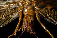 Sia ferox - frontal A specimen of Sia Verox, the Bulldog Raspy Cricket.<br />
<br />
An insect remarkable in a few ways...<br />
<br />
1. It is very large, this one measuring 10 cm from abdomen to head.<br />
<br />
2. Despite its size, it's surprisingly rare. In the wild, it probably isn't uncommon, just hard to see. By day they hide in a burrow, whilst at night they hunt on the forest floor deeply into rain forests. This may explain why there are so few reports.<br />
<br />
3. Perhaps its most remarkable trait is that it's considerably higher on the food chain compared to most crickets. This cricket is large, fast and predatory. It tends to take on mid-sized insects, about half its size, but doesn't shy away from taking on giant arthropods, including tarantula. It's most formidable weapon are the mandibles.<br />
<br />
https://www.youtube.com/watch?v=axRDs9F8U4s<br />
<br />
This insect had some TV fame from Discovery's "Bug Wars", yet I hate their sensationalized staged gladiotor fights, so won't link to it.<br />
<br />
https://www.jungledragon.com/image/110146/sia_ferox.html<br />
https://www.jungledragon.com/image/110149/sia_ferox_-_details.html<br />
https://www.jungledragon.com/image/110144/sia_ferox_-_mid_body.html<br />
https://www.jungledragon.com/image/110147/sia_ferox_-_abdomen.html<br />
https://www.jungledragon.com/image/110145/sia_ferox_-_wing_detail.html<br />
https://www.jungledragon.com/image/110148/sia_ferox_-_wing_details.html<br />
https://www.jungledragon.com/image/110142/sia_ferox_-_mandibles.html<br />
https://www.jungledragon.com/image/110143/sia_ferox_-_frontal.html<br />
https://www.jungledragon.com/image/110150/sia_ferox_-_upper_body.html Bulldog Raspy Cricket,Extreme Macro,Sia ferox