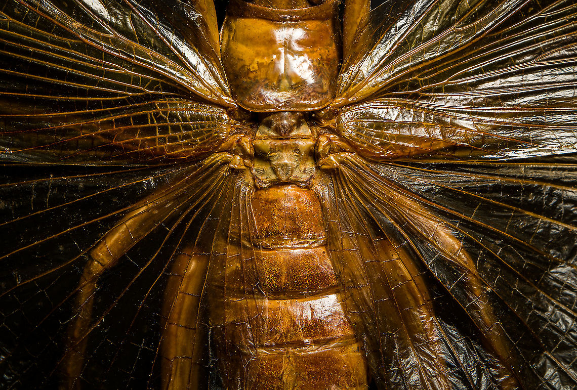 Sia ferox - mid body A specimen of Sia Verox, the Bulldog Raspy Cricket.<br />
<br />
An insect remarkable in a few ways...<br />
<br />
1. It is very large, this one measuring 10 cm from abdomen to head.<br />
<br />
2. Despite its size, it's surprisingly rare. In the wild, it probably isn't uncommon, just hard to see. By day they hide in a burrow, whilst at night they hunt on the forest floor deeply into rain forests. This may explain why there are so few reports.<br />
<br />
3. Perhaps its most remarkable trait is that it's considerably higher on the food chain compared to most crickets. This cricket is large, fast and predatory. It tends to take on mid-sized insects, about half its size, but doesn't shy away from taking on giant arthropods, including tarantula. It's most formidable weapon are the mandibles.<br />
<br />
<section class="video"><iframe width="448" height="282" src="https://www.youtube-nocookie.com/embed/axRDs9F8U4s?hd=1&autoplay=0&rel=0" frameborder="0" allowfullscreen></iframe></section><br />
<br />
This insect had some TV fame from Discovery's "Bug Wars", yet I hate their sensationalized staged gladiotor fights, so won't link to it.<br />
<br />
<figure class="photo"><a href="https://www.jungledragon.com/image/110146/sia_ferox.html" title="Sia ferox"><img src="https://s3.amazonaws.com/media.jungledragon.com/images/2/110146_thumb.jpg?AWSAccessKeyId=05GMT0V3GWVNE7GGM1R2&Expires=1769040010&Signature=4wdjaGWd40coxTX2bYcGyzG99zE%3D" width="116" height="152" alt="Sia ferox A specimen of Sia Verox, the Bulldog Raspy Cricket.<br />
<br />
An insect remarkable in a few ways...<br />
<br />
1. It is very large, this one measuring 10 cm from abdomen to head.<br />
<br />
2. Despite its size, it's surprisingly rare. In the wild, it probably isn't uncommon, just hard to see. By day they hide in a burrow, whilst at night they hunt on the forest floor deeply into rain forests. This may explain why there are so few reports.<br />
<br />
3. Perhaps its most remarkable trait is that it's considerably higher on the food chain compared to most crickets. This cricket is large, fast and predatory. It tends to take on mid-sized insects, about half its size, but doesn't shy away from taking on giant arthropods, including tarantula. It's most formidable weapon are the mandibles.<br />
<br />
https://www.youtube.com/watch?v=axRDs9F8U4s<br />
<br />
This insect had some TV fame from Discovery's "Bug Wars", yet I hate their sensationalized staged gladiotor fights, so won't link to it.<br />
<br />
https://www.jungledragon.com/image/110146/sia_ferox.html<br />
https://www.jungledragon.com/image/110149/sia_ferox_-_details.html<br />
https://www.jungledragon.com/image/110144/sia_ferox_-_mid_body.html<br />
https://www.jungledragon.com/image/110147/sia_ferox_-_abdomen.html<br />
https://www.jungledragon.com/image/110145/sia_ferox_-_wing_detail.html<br />
https://www.jungledragon.com/image/110148/sia_ferox_-_wing_details.html<br />
https://www.jungledragon.com/image/110142/sia_ferox_-_mandibles.html<br />
https://www.jungledragon.com/image/110143/sia_ferox_-_frontal.html<br />
https://www.jungledragon.com/image/110150/sia_ferox_-_upper_body.html Extreme Macro,Sia Verox,Sia ferox" /></a></figure><br />
<figure class="photo"><a href="https://www.jungledragon.com/image/110149/sia_ferox_-_details.html" title="Sia ferox - details"><img src="https://s3.amazonaws.com/media.jungledragon.com/images/2/110149_thumb.jpg?AWSAccessKeyId=05GMT0V3GWVNE7GGM1R2&Expires=1769040010&Signature=6zqWklG5bvutF3YTBAk0UNc1ozU%3D" width="200" height="134" alt="Sia ferox - details A specimen of Sia Verox, the Bulldog Raspy Cricket.<br />
<br />
An insect remarkable in a few ways...<br />
<br />
1. It is very large, this one measuring 10 cm from abdomen to head.<br />
<br />
2. Despite its size, it's surprisingly rare. In the wild, it probably isn't uncommon, just hard to see. By day they hide in a burrow, whilst at night they hunt on the forest floor deeply into rain forests. This may explain why there are so few reports.<br />
<br />
3. Perhaps its most remarkable trait is that it's considerably higher on the food chain compared to most crickets. This cricket is large, fast and predatory. It tends to take on mid-sized insects, about half its size, but doesn't shy away from taking on giant arthropods, including tarantula. It's most formidable weapon are the mandibles.<br />
<br />
https://www.youtube.com/watch?v=axRDs9F8U4s<br />
<br />
This insect had some TV fame from Discovery's "Bug Wars", yet I hate their sensationalized staged gladiotor fights, so won't link to it.<br />
<br />
https://www.jungledragon.com/image/110146/sia_ferox.html<br />
https://www.jungledragon.com/image/110149/sia_ferox_-_details.html<br />
https://www.jungledragon.com/image/110144/sia_ferox_-_mid_body.html<br />
https://www.jungledragon.com/image/110147/sia_ferox_-_abdomen.html<br />
https://www.jungledragon.com/image/110145/sia_ferox_-_wing_detail.html<br />
https://www.jungledragon.com/image/110148/sia_ferox_-_wing_details.html<br />
https://www.jungledragon.com/image/110142/sia_ferox_-_mandibles.html<br />
https://www.jungledragon.com/image/110143/sia_ferox_-_frontal.html<br />
https://www.jungledragon.com/image/110150/sia_ferox_-_upper_body.html Bulldog Raspy Cricket,Extreme Macro,Sia ferox" /></a></figure><br />
<figure class="photo"><a href="https://www.jungledragon.com/image/110144/sia_ferox_-_mid_body.html" title="Sia ferox - mid body"><img src="https://s3.amazonaws.com/media.jungledragon.com/images/2/110144_thumb.jpg?AWSAccessKeyId=05GMT0V3GWVNE7GGM1R2&Expires=1769040010&Signature=4baOqJTF%2B9dhz5iWtK4Z%2FL3DLQw%3D" width="200" height="136" alt="Sia ferox - mid body A specimen of Sia Verox, the Bulldog Raspy Cricket.<br />
<br />
An insect remarkable in a few ways...<br />
<br />
1. It is very large, this one measuring 10 cm from abdomen to head.<br />
<br />
2. Despite its size, it's surprisingly rare. In the wild, it probably isn't uncommon, just hard to see. By day they hide in a burrow, whilst at night they hunt on the forest floor deeply into rain forests. This may explain why there are so few reports.<br />
<br />
3. Perhaps its most remarkable trait is that it's considerably higher on the food chain compared to most crickets. This cricket is large, fast and predatory. It tends to take on mid-sized insects, about half its size, but doesn't shy away from taking on giant arthropods, including tarantula. It's most formidable weapon are the mandibles.<br />
<br />
https://www.youtube.com/watch?v=axRDs9F8U4s<br />
<br />
This insect had some TV fame from Discovery's "Bug Wars", yet I hate their sensationalized staged gladiotor fights, so won't link to it.<br />
<br />
https://www.jungledragon.com/image/110146/sia_ferox.html<br />
https://www.jungledragon.com/image/110149/sia_ferox_-_details.html<br />
https://www.jungledragon.com/image/110144/sia_ferox_-_mid_body.html<br />
https://www.jungledragon.com/image/110147/sia_ferox_-_abdomen.html<br />
https://www.jungledragon.com/image/110145/sia_ferox_-_wing_detail.html<br />
https://www.jungledragon.com/image/110148/sia_ferox_-_wing_details.html<br />
https://www.jungledragon.com/image/110142/sia_ferox_-_mandibles.html<br />
https://www.jungledragon.com/image/110143/sia_ferox_-_frontal.html<br />
https://www.jungledragon.com/image/110150/sia_ferox_-_upper_body.html Bulldog Raspy Cricket,Extreme Macro,Sia ferox" /></a></figure><br />
<figure class="photo"><a href="https://www.jungledragon.com/image/110147/sia_ferox_-_abdomen.html" title="Sia ferox - abdomen"><img src="https://s3.amazonaws.com/media.jungledragon.com/images/2/110147_thumb.jpg?AWSAccessKeyId=05GMT0V3GWVNE7GGM1R2&Expires=1769040010&Signature=cFnZXZQB8mPqMMJlP8oDWl1ImMA%3D" width="200" height="134" alt="Sia ferox - abdomen A specimen of Sia Verox, the Bulldog Raspy Cricket.<br />
<br />
An insect remarkable in a few ways...<br />
<br />
1. It is very large, this one measuring 10 cm from abdomen to head.<br />
<br />
2. Despite its size, it's surprisingly rare. In the wild, it probably isn't uncommon, just hard to see. By day they hide in a burrow, whilst at night they hunt on the forest floor deeply into rain forests. This may explain why there are so few reports.<br />
<br />
3. Perhaps its most remarkable trait is that it's considerably higher on the food chain compared to most crickets. This cricket is large, fast and predatory. It tends to take on mid-sized insects, about half its size, but doesn't shy away from taking on giant arthropods, including tarantula. It's most formidable weapon are the mandibles.<br />
<br />
https://www.youtube.com/watch?v=axRDs9F8U4s<br />
<br />
This insect had some TV fame from Discovery's "Bug Wars", yet I hate their sensationalized staged gladiotor fights, so won't link to it.<br />
<br />
https://www.jungledragon.com/image/110146/sia_ferox.html<br />
https://www.jungledragon.com/image/110149/sia_ferox_-_details.html<br />
https://www.jungledragon.com/image/110144/sia_ferox_-_mid_body.html<br />
https://www.jungledragon.com/image/110147/sia_ferox_-_abdomen.html<br />
https://www.jungledragon.com/image/110145/sia_ferox_-_wing_detail.html<br />
https://www.jungledragon.com/image/110148/sia_ferox_-_wing_details.html<br />
https://www.jungledragon.com/image/110142/sia_ferox_-_mandibles.html<br />
https://www.jungledragon.com/image/110143/sia_ferox_-_frontal.html<br />
https://www.jungledragon.com/image/110150/sia_ferox_-_upper_body.html Bulldog Raspy Cricket,Extreme Macro,Sia ferox" /></a></figure><br />
<figure class="photo"><a href="https://www.jungledragon.com/image/110145/sia_ferox_-_wing_detail.html" title="Sia ferox - wing detail"><img src="https://s3.amazonaws.com/media.jungledragon.com/images/2/110145_thumb.jpg?AWSAccessKeyId=05GMT0V3GWVNE7GGM1R2&Expires=1769040010&Signature=picukf%2BnrCDWrhuLUR70dDTcvk8%3D" width="200" height="180" alt="Sia ferox - wing detail A specimen of Sia Verox, the Bulldog Raspy Cricket.<br />
<br />
An insect remarkable in a few ways...<br />
<br />
1. It is very large, this one measuring 10 cm from abdomen to head.<br />
<br />
2. Despite its size, it's surprisingly rare. In the wild, it probably isn't uncommon, just hard to see. By day they hide in a burrow, whilst at night they hunt on the forest floor deeply into rain forests. This may explain why there are so few reports.<br />
<br />
3. Perhaps its most remarkable trait is that it's considerably higher on the food chain compared to most crickets. This cricket is large, fast and predatory. It tends to take on mid-sized insects, about half its size, but doesn't shy away from taking on giant arthropods, including tarantula. It's most formidable weapon are the mandibles.<br />
<br />
https://www.youtube.com/watch?v=axRDs9F8U4s<br />
<br />
This insect had some TV fame from Discovery's "Bug Wars", yet I hate their sensationalized staged gladiotor fights, so won't link to it.<br />
<br />
https://www.jungledragon.com/image/110146/sia_ferox.html<br />
https://www.jungledragon.com/image/110149/sia_ferox_-_details.html<br />
https://www.jungledragon.com/image/110144/sia_ferox_-_mid_body.html<br />
https://www.jungledragon.com/image/110147/sia_ferox_-_abdomen.html<br />
https://www.jungledragon.com/image/110145/sia_ferox_-_wing_detail.html<br />
https://www.jungledragon.com/image/110148/sia_ferox_-_wing_details.html<br />
https://www.jungledragon.com/image/110142/sia_ferox_-_mandibles.html<br />
https://www.jungledragon.com/image/110143/sia_ferox_-_frontal.html<br />
https://www.jungledragon.com/image/110150/sia_ferox_-_upper_body.html Bulldog Raspy Cricket,Extreme Macro,Sia ferox" /></a></figure><br />
<figure class="photo"><a href="https://www.jungledragon.com/image/110148/sia_ferox_-_wing_details.html" title="Sia ferox - wing details"><img src="https://s3.amazonaws.com/media.jungledragon.com/images/2/110148_thumb.jpg?AWSAccessKeyId=05GMT0V3GWVNE7GGM1R2&Expires=1769040010&Signature=kne1wcvMLC3PilSv1cOZo9gJHPE%3D" width="102" height="152" alt="Sia ferox - wing details A specimen of Sia Verox, the Bulldog Raspy Cricket.<br />
<br />
An insect remarkable in a few ways...<br />
<br />
1. It is very large, this one measuring 10 cm from abdomen to head.<br />
<br />
2. Despite its size, it's surprisingly rare. In the wild, it probably isn't uncommon, just hard to see. By day they hide in a burrow, whilst at night they hunt on the forest floor deeply into rain forests. This may explain why there are so few reports.<br />
<br />
3. Perhaps its most remarkable trait is that it's considerably higher on the food chain compared to most crickets. This cricket is large, fast and predatory. It tends to take on mid-sized insects, about half its size, but doesn't shy away from taking on giant arthropods, including tarantula. It's most formidable weapon are the mandibles.<br />
<br />
https://www.youtube.com/watch?v=axRDs9F8U4s<br />
<br />
This insect had some TV fame from Discovery's "Bug Wars", yet I hate their sensationalized staged gladiotor fights, so won't link to it.<br />
<br />
https://www.jungledragon.com/image/110146/sia_ferox.html<br />
https://www.jungledragon.com/image/110149/sia_ferox_-_details.html<br />
https://www.jungledragon.com/image/110144/sia_ferox_-_mid_body.html<br />
https://www.jungledragon.com/image/110147/sia_ferox_-_abdomen.html<br />
https://www.jungledragon.com/image/110145/sia_ferox_-_wing_detail.html<br />
https://www.jungledragon.com/image/110148/sia_ferox_-_wing_details.html<br />
https://www.jungledragon.com/image/110142/sia_ferox_-_mandibles.html<br />
https://www.jungledragon.com/image/110143/sia_ferox_-_frontal.html<br />
https://www.jungledragon.com/image/110150/sia_ferox_-_upper_body.html Bulldog Raspy Cricket,Extreme Macro,Sia ferox" /></a></figure><br />
<figure class="photo"><a href="https://www.jungledragon.com/image/110142/sia_ferox_-_mandibles.html" title="Sia ferox - mandibles"><img src="https://s3.amazonaws.com/media.jungledragon.com/images/2/110142_thumb.jpg?AWSAccessKeyId=05GMT0V3GWVNE7GGM1R2&Expires=1769040010&Signature=QBdn%2BNV6Y1o0PkxmTryAiN5%2B4Rk%3D" width="200" height="132" alt="Sia ferox - mandibles A specimen of Sia Verox, the Bulldog Raspy Cricket.<br />
<br />
An insect remarkable in a few ways...<br />
<br />
1. It is very large, this one measuring 10 cm from abdomen to head.<br />
<br />
2. Despite its size, it's surprisingly rare. In the wild, it probably isn't uncommon, just hard to see. By day they hide in a burrow, whilst at night they hunt on the forest floor deeply into rain forests. This may explain why there are so few reports.<br />
<br />
3. Perhaps its most remarkable trait is that it's considerably higher on the food chain compared to most crickets. This cricket is large, fast and predatory. It tends to take on mid-sized insects, about half its size, but doesn't shy away from taking on giant arthropods, including tarantula. It's most formidable weapon are the mandibles.<br />
<br />
https://www.youtube.com/watch?v=axRDs9F8U4s<br />
<br />
This insect had some TV fame from Discovery's "Bug Wars", yet I hate their sensationalized staged gladiotor fights, so won't link to it.<br />
<br />
https://www.jungledragon.com/image/110146/sia_ferox.html<br />
https://www.jungledragon.com/image/110149/sia_ferox_-_details.html<br />
https://www.jungledragon.com/image/110144/sia_ferox_-_mid_body.html<br />
https://www.jungledragon.com/image/110147/sia_ferox_-_abdomen.html<br />
https://www.jungledragon.com/image/110145/sia_ferox_-_wing_detail.html<br />
https://www.jungledragon.com/image/110148/sia_ferox_-_wing_details.html<br />
https://www.jungledragon.com/image/110142/sia_ferox_-_mandibles.html<br />
https://www.jungledragon.com/image/110143/sia_ferox_-_frontal.html<br />
https://www.jungledragon.com/image/110150/sia_ferox_-_upper_body.html Bulldog Raspy Cricket,Extreme Macro,Sia ferox" /></a></figure><br />
<figure class="photo"><a href="https://www.jungledragon.com/image/110143/sia_ferox_-_frontal.html" title="Sia ferox - frontal"><img src="https://s3.amazonaws.com/media.jungledragon.com/images/2/110143_thumb.jpg?AWSAccessKeyId=05GMT0V3GWVNE7GGM1R2&Expires=1769040010&Signature=%2FA9W%2FKZd6oref1RdCp01ohtti0s%3D" width="200" height="136" alt="Sia ferox - frontal A specimen of Sia Verox, the Bulldog Raspy Cricket.<br />
<br />
An insect remarkable in a few ways...<br />
<br />
1. It is very large, this one measuring 10 cm from abdomen to head.<br />
<br />
2. Despite its size, it's surprisingly rare. In the wild, it probably isn't uncommon, just hard to see. By day they hide in a burrow, whilst at night they hunt on the forest floor deeply into rain forests. This may explain why there are so few reports.<br />
<br />
3. Perhaps its most remarkable trait is that it's considerably higher on the food chain compared to most crickets. This cricket is large, fast and predatory. It tends to take on mid-sized insects, about half its size, but doesn't shy away from taking on giant arthropods, including tarantula. It's most formidable weapon are the mandibles.<br />
<br />
https://www.youtube.com/watch?v=axRDs9F8U4s<br />
<br />
This insect had some TV fame from Discovery's "Bug Wars", yet I hate their sensationalized staged gladiotor fights, so won't link to it.<br />
<br />
https://www.jungledragon.com/image/110146/sia_ferox.html<br />
https://www.jungledragon.com/image/110149/sia_ferox_-_details.html<br />
https://www.jungledragon.com/image/110144/sia_ferox_-_mid_body.html<br />
https://www.jungledragon.com/image/110147/sia_ferox_-_abdomen.html<br />
https://www.jungledragon.com/image/110145/sia_ferox_-_wing_detail.html<br />
https://www.jungledragon.com/image/110148/sia_ferox_-_wing_details.html<br />
https://www.jungledragon.com/image/110142/sia_ferox_-_mandibles.html<br />
https://www.jungledragon.com/image/110143/sia_ferox_-_frontal.html<br />
https://www.jungledragon.com/image/110150/sia_ferox_-_upper_body.html Bulldog Raspy Cricket,Extreme Macro,Sia ferox" /></a></figure><br />
<figure class="photo"><a href="https://www.jungledragon.com/image/110150/sia_ferox_-_upper_body.html" title="Sia ferox - upper body"><img src="https://s3.amazonaws.com/media.jungledragon.com/images/2/110150_thumb.jpg?AWSAccessKeyId=05GMT0V3GWVNE7GGM1R2&Expires=1769040010&Signature=EYP7X4MvqYCZ9yGCj6iEA5aksAE%3D" width="102" height="152" alt="Sia ferox - upper body A specimen of Sia Verox, the Bulldog Raspy Cricket.<br />
<br />
An insect remarkable in a few ways...<br />
<br />
1. It is very large, this one measuring 10 cm from abdomen to head.<br />
<br />
2. Despite its size, it's surprisingly rare. In the wild, it probably isn't uncommon, just hard to see. By day they hide in a burrow, whilst at night they hunt on the forest floor deeply into rain forests. This may explain why there are so few reports.<br />
<br />
3. Perhaps its most remarkable trait is that it's considerably higher on the food chain compared to most crickets. This cricket is large, fast and predatory. It tends to take on mid-sized insects, about half its size, but doesn't shy away from taking on giant arthropods, including tarantula. It's most formidable weapon are the mandibles.<br />
<br />
https://www.youtube.com/watch?v=axRDs9F8U4s<br />
<br />
This insect had some TV fame from Discovery's "Bug Wars", yet I hate their sensationalized staged gladiotor fights, so won't link to it.<br />
<br />
https://www.jungledragon.com/image/110146/sia_ferox.html<br />
https://www.jungledragon.com/image/110149/sia_ferox_-_details.html<br />
https://www.jungledragon.com/image/110144/sia_ferox_-_mid_body.html<br />
https://www.jungledragon.com/image/110147/sia_ferox_-_abdomen.html<br />
https://www.jungledragon.com/image/110145/sia_ferox_-_wing_detail.html<br />
https://www.jungledragon.com/image/110148/sia_ferox_-_wing_details.html<br />
https://www.jungledragon.com/image/110142/sia_ferox_-_mandibles.html<br />
https://www.jungledragon.com/image/110143/sia_ferox_-_frontal.html<br />
https://www.jungledragon.com/image/110150/sia_ferox_-_upper_body.html Bulldog Raspy Cricket,Extreme Macro,Sia ferox" /></a></figure> Bulldog Raspy Cricket,Extreme Macro,Sia ferox