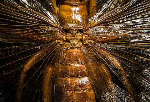 Sia ferox - mid body A specimen of Sia Verox, the Bulldog Raspy Cricket.

An insect remarkable in a few ways...

1. It is very large, this one measuring 10 cm from abdomen to head.

2. Despite its size, it's surprisingly rare. In the wild, it probably isn't uncommon, just hard to see. By day they hide in a burrow, whilst at night they hunt on the forest floor deeply into rain forests. This may explain why there are so few reports.

3. Perhaps its most remarkable trait is that it's considerably higher on the food chain compared to most crickets. This cricket is large, fast and predatory. It tends to take on mid-sized insects, about half its size, but doesn't shy away from taking on giant arthropods, including tarantula. It's most formidable weapon are the mandibles.

https://www.youtube.com/watch?v=axRDs9F8U4s

This insect had some TV fame from Discovery's "Bug Wars", yet I hate their sensationalized staged gladiotor fights, so won't link to it.

https://www.jungledragon.com/image/110146/sia_ferox.html
https://www.jungledragon.com/image/110149/sia_ferox_-_details.html
https://www.jungledragon.com/image/110144/sia_ferox_-_mid_body.html
https://www.jungledragon.com/image/110147/sia_ferox_-_abdomen.html
https://www.jungledragon.com/image/110145/sia_ferox_-_wing_detail.html
https://www.jungledragon.com/image/110148/sia_ferox_-_wing_details.html
https://www.jungledragon.com/image/110142/sia_ferox_-_mandibles.html
https://www.jungledragon.com/image/110143/sia_ferox_-_frontal.html
https://www.jungledragon.com/image/110150/sia_ferox_-_upper_body.html Bulldog Raspy Cricket,Extreme Macro,Sia ferox