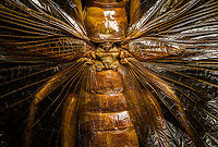 Sia ferox - mid body A specimen of Sia Verox, the Bulldog Raspy Cricket.<br />
<br />
An insect remarkable in a few ways...<br />
<br />
1. It is very large, this one measuring 10 cm from abdomen to head.<br />
<br />
2. Despite its size, it's surprisingly rare. In the wild, it probably isn't uncommon, just hard to see. By day they hide in a burrow, whilst at night they hunt on the forest floor deeply into rain forests. This may explain why there are so few reports.<br />
<br />
3. Perhaps its most remarkable trait is that it's considerably higher on the food chain compared to most crickets. This cricket is large, fast and predatory. It tends to take on mid-sized insects, about half its size, but doesn't shy away from taking on giant arthropods, including tarantula. It's most formidable weapon are the mandibles.<br />
<br />
https://www.youtube.com/watch?v=axRDs9F8U4s<br />
<br />
This insect had some TV fame from Discovery's "Bug Wars", yet I hate their sensationalized staged gladiotor fights, so won't link to it.<br />
<br />
https://www.jungledragon.com/image/110146/sia_ferox.html<br />
https://www.jungledragon.com/image/110149/sia_ferox_-_details.html<br />
https://www.jungledragon.com/image/110144/sia_ferox_-_mid_body.html<br />
https://www.jungledragon.com/image/110147/sia_ferox_-_abdomen.html<br />
https://www.jungledragon.com/image/110145/sia_ferox_-_wing_detail.html<br />
https://www.jungledragon.com/image/110148/sia_ferox_-_wing_details.html<br />
https://www.jungledragon.com/image/110142/sia_ferox_-_mandibles.html<br />
https://www.jungledragon.com/image/110143/sia_ferox_-_frontal.html<br />
https://www.jungledragon.com/image/110150/sia_ferox_-_upper_body.html Bulldog Raspy Cricket,Extreme Macro,Sia ferox