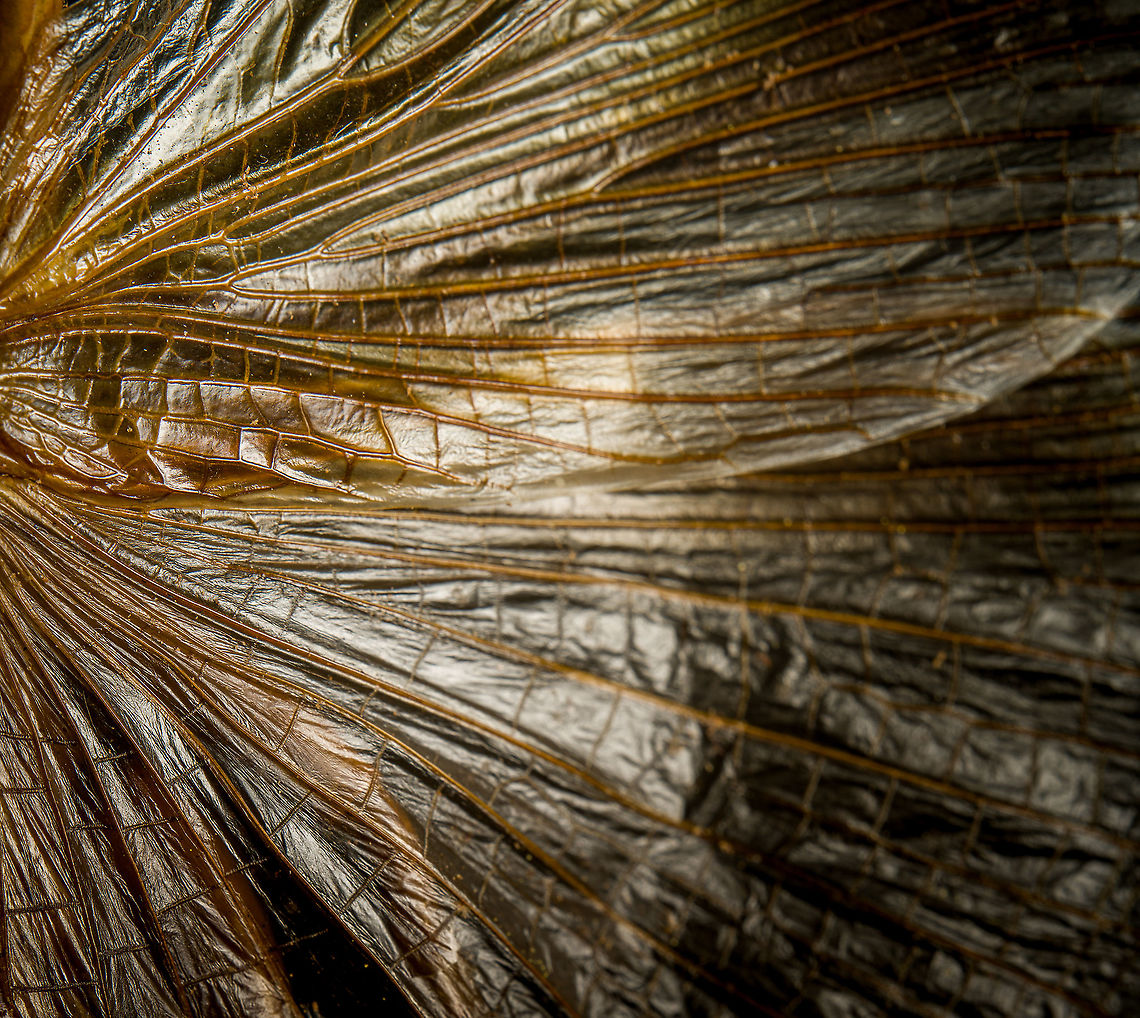 Sia ferox - wing detail A specimen of Sia Verox, the Bulldog Raspy Cricket.<br />
<br />
An insect remarkable in a few ways...<br />
<br />
1. It is very large, this one measuring 10 cm from abdomen to head.<br />
<br />
2. Despite its size, it's surprisingly rare. In the wild, it probably isn't uncommon, just hard to see. By day they hide in a burrow, whilst at night they hunt on the forest floor deeply into rain forests. This may explain why there are so few reports.<br />
<br />
3. Perhaps its most remarkable trait is that it's considerably higher on the food chain compared to most crickets. This cricket is large, fast and predatory. It tends to take on mid-sized insects, about half its size, but doesn't shy away from taking on giant arthropods, including tarantula. It's most formidable weapon are the mandibles.<br />
<br />
<section class="video"><iframe width="448" height="282" src="https://www.youtube-nocookie.com/embed/axRDs9F8U4s?hd=1&autoplay=0&rel=0" frameborder="0" allowfullscreen></iframe></section><br />
<br />
This insect had some TV fame from Discovery's "Bug Wars", yet I hate their sensationalized staged gladiotor fights, so won't link to it.<br />
<br />
<figure class="photo"><a href="https://www.jungledragon.com/image/110146/sia_ferox.html" title="Sia ferox"><img src="https://s3.amazonaws.com/media.jungledragon.com/images/2/110146_thumb.jpg?AWSAccessKeyId=05GMT0V3GWVNE7GGM1R2&Expires=1769040010&Signature=4wdjaGWd40coxTX2bYcGyzG99zE%3D" width="116" height="152" alt="Sia ferox A specimen of Sia Verox, the Bulldog Raspy Cricket.<br />
<br />
An insect remarkable in a few ways...<br />
<br />
1. It is very large, this one measuring 10 cm from abdomen to head.<br />
<br />
2. Despite its size, it's surprisingly rare. In the wild, it probably isn't uncommon, just hard to see. By day they hide in a burrow, whilst at night they hunt on the forest floor deeply into rain forests. This may explain why there are so few reports.<br />
<br />
3. Perhaps its most remarkable trait is that it's considerably higher on the food chain compared to most crickets. This cricket is large, fast and predatory. It tends to take on mid-sized insects, about half its size, but doesn't shy away from taking on giant arthropods, including tarantula. It's most formidable weapon are the mandibles.<br />
<br />
https://www.youtube.com/watch?v=axRDs9F8U4s<br />
<br />
This insect had some TV fame from Discovery's "Bug Wars", yet I hate their sensationalized staged gladiotor fights, so won't link to it.<br />
<br />
https://www.jungledragon.com/image/110146/sia_ferox.html<br />
https://www.jungledragon.com/image/110149/sia_ferox_-_details.html<br />
https://www.jungledragon.com/image/110144/sia_ferox_-_mid_body.html<br />
https://www.jungledragon.com/image/110147/sia_ferox_-_abdomen.html<br />
https://www.jungledragon.com/image/110145/sia_ferox_-_wing_detail.html<br />
https://www.jungledragon.com/image/110148/sia_ferox_-_wing_details.html<br />
https://www.jungledragon.com/image/110142/sia_ferox_-_mandibles.html<br />
https://www.jungledragon.com/image/110143/sia_ferox_-_frontal.html<br />
https://www.jungledragon.com/image/110150/sia_ferox_-_upper_body.html Extreme Macro,Sia Verox,Sia ferox" /></a></figure><br />
<figure class="photo"><a href="https://www.jungledragon.com/image/110149/sia_ferox_-_details.html" title="Sia ferox - details"><img src="https://s3.amazonaws.com/media.jungledragon.com/images/2/110149_thumb.jpg?AWSAccessKeyId=05GMT0V3GWVNE7GGM1R2&Expires=1769040010&Signature=6zqWklG5bvutF3YTBAk0UNc1ozU%3D" width="200" height="134" alt="Sia ferox - details A specimen of Sia Verox, the Bulldog Raspy Cricket.<br />
<br />
An insect remarkable in a few ways...<br />
<br />
1. It is very large, this one measuring 10 cm from abdomen to head.<br />
<br />
2. Despite its size, it's surprisingly rare. In the wild, it probably isn't uncommon, just hard to see. By day they hide in a burrow, whilst at night they hunt on the forest floor deeply into rain forests. This may explain why there are so few reports.<br />
<br />
3. Perhaps its most remarkable trait is that it's considerably higher on the food chain compared to most crickets. This cricket is large, fast and predatory. It tends to take on mid-sized insects, about half its size, but doesn't shy away from taking on giant arthropods, including tarantula. It's most formidable weapon are the mandibles.<br />
<br />
https://www.youtube.com/watch?v=axRDs9F8U4s<br />
<br />
This insect had some TV fame from Discovery's "Bug Wars", yet I hate their sensationalized staged gladiotor fights, so won't link to it.<br />
<br />
https://www.jungledragon.com/image/110146/sia_ferox.html<br />
https://www.jungledragon.com/image/110149/sia_ferox_-_details.html<br />
https://www.jungledragon.com/image/110144/sia_ferox_-_mid_body.html<br />
https://www.jungledragon.com/image/110147/sia_ferox_-_abdomen.html<br />
https://www.jungledragon.com/image/110145/sia_ferox_-_wing_detail.html<br />
https://www.jungledragon.com/image/110148/sia_ferox_-_wing_details.html<br />
https://www.jungledragon.com/image/110142/sia_ferox_-_mandibles.html<br />
https://www.jungledragon.com/image/110143/sia_ferox_-_frontal.html<br />
https://www.jungledragon.com/image/110150/sia_ferox_-_upper_body.html Bulldog Raspy Cricket,Extreme Macro,Sia ferox" /></a></figure><br />
<figure class="photo"><a href="https://www.jungledragon.com/image/110144/sia_ferox_-_mid_body.html" title="Sia ferox - mid body"><img src="https://s3.amazonaws.com/media.jungledragon.com/images/2/110144_thumb.jpg?AWSAccessKeyId=05GMT0V3GWVNE7GGM1R2&Expires=1769040010&Signature=4baOqJTF%2B9dhz5iWtK4Z%2FL3DLQw%3D" width="200" height="136" alt="Sia ferox - mid body A specimen of Sia Verox, the Bulldog Raspy Cricket.<br />
<br />
An insect remarkable in a few ways...<br />
<br />
1. It is very large, this one measuring 10 cm from abdomen to head.<br />
<br />
2. Despite its size, it's surprisingly rare. In the wild, it probably isn't uncommon, just hard to see. By day they hide in a burrow, whilst at night they hunt on the forest floor deeply into rain forests. This may explain why there are so few reports.<br />
<br />
3. Perhaps its most remarkable trait is that it's considerably higher on the food chain compared to most crickets. This cricket is large, fast and predatory. It tends to take on mid-sized insects, about half its size, but doesn't shy away from taking on giant arthropods, including tarantula. It's most formidable weapon are the mandibles.<br />
<br />
https://www.youtube.com/watch?v=axRDs9F8U4s<br />
<br />
This insect had some TV fame from Discovery's "Bug Wars", yet I hate their sensationalized staged gladiotor fights, so won't link to it.<br />
<br />
https://www.jungledragon.com/image/110146/sia_ferox.html<br />
https://www.jungledragon.com/image/110149/sia_ferox_-_details.html<br />
https://www.jungledragon.com/image/110144/sia_ferox_-_mid_body.html<br />
https://www.jungledragon.com/image/110147/sia_ferox_-_abdomen.html<br />
https://www.jungledragon.com/image/110145/sia_ferox_-_wing_detail.html<br />
https://www.jungledragon.com/image/110148/sia_ferox_-_wing_details.html<br />
https://www.jungledragon.com/image/110142/sia_ferox_-_mandibles.html<br />
https://www.jungledragon.com/image/110143/sia_ferox_-_frontal.html<br />
https://www.jungledragon.com/image/110150/sia_ferox_-_upper_body.html Bulldog Raspy Cricket,Extreme Macro,Sia ferox" /></a></figure><br />
<figure class="photo"><a href="https://www.jungledragon.com/image/110147/sia_ferox_-_abdomen.html" title="Sia ferox - abdomen"><img src="https://s3.amazonaws.com/media.jungledragon.com/images/2/110147_thumb.jpg?AWSAccessKeyId=05GMT0V3GWVNE7GGM1R2&Expires=1769040010&Signature=cFnZXZQB8mPqMMJlP8oDWl1ImMA%3D" width="200" height="134" alt="Sia ferox - abdomen A specimen of Sia Verox, the Bulldog Raspy Cricket.<br />
<br />
An insect remarkable in a few ways...<br />
<br />
1. It is very large, this one measuring 10 cm from abdomen to head.<br />
<br />
2. Despite its size, it's surprisingly rare. In the wild, it probably isn't uncommon, just hard to see. By day they hide in a burrow, whilst at night they hunt on the forest floor deeply into rain forests. This may explain why there are so few reports.<br />
<br />
3. Perhaps its most remarkable trait is that it's considerably higher on the food chain compared to most crickets. This cricket is large, fast and predatory. It tends to take on mid-sized insects, about half its size, but doesn't shy away from taking on giant arthropods, including tarantula. It's most formidable weapon are the mandibles.<br />
<br />
https://www.youtube.com/watch?v=axRDs9F8U4s<br />
<br />
This insect had some TV fame from Discovery's "Bug Wars", yet I hate their sensationalized staged gladiotor fights, so won't link to it.<br />
<br />
https://www.jungledragon.com/image/110146/sia_ferox.html<br />
https://www.jungledragon.com/image/110149/sia_ferox_-_details.html<br />
https://www.jungledragon.com/image/110144/sia_ferox_-_mid_body.html<br />
https://www.jungledragon.com/image/110147/sia_ferox_-_abdomen.html<br />
https://www.jungledragon.com/image/110145/sia_ferox_-_wing_detail.html<br />
https://www.jungledragon.com/image/110148/sia_ferox_-_wing_details.html<br />
https://www.jungledragon.com/image/110142/sia_ferox_-_mandibles.html<br />
https://www.jungledragon.com/image/110143/sia_ferox_-_frontal.html<br />
https://www.jungledragon.com/image/110150/sia_ferox_-_upper_body.html Bulldog Raspy Cricket,Extreme Macro,Sia ferox" /></a></figure><br />
<figure class="photo"><a href="https://www.jungledragon.com/image/110145/sia_ferox_-_wing_detail.html" title="Sia ferox - wing detail"><img src="https://s3.amazonaws.com/media.jungledragon.com/images/2/110145_thumb.jpg?AWSAccessKeyId=05GMT0V3GWVNE7GGM1R2&Expires=1769040010&Signature=picukf%2BnrCDWrhuLUR70dDTcvk8%3D" width="200" height="180" alt="Sia ferox - wing detail A specimen of Sia Verox, the Bulldog Raspy Cricket.<br />
<br />
An insect remarkable in a few ways...<br />
<br />
1. It is very large, this one measuring 10 cm from abdomen to head.<br />
<br />
2. Despite its size, it's surprisingly rare. In the wild, it probably isn't uncommon, just hard to see. By day they hide in a burrow, whilst at night they hunt on the forest floor deeply into rain forests. This may explain why there are so few reports.<br />
<br />
3. Perhaps its most remarkable trait is that it's considerably higher on the food chain compared to most crickets. This cricket is large, fast and predatory. It tends to take on mid-sized insects, about half its size, but doesn't shy away from taking on giant arthropods, including tarantula. It's most formidable weapon are the mandibles.<br />
<br />
https://www.youtube.com/watch?v=axRDs9F8U4s<br />
<br />
This insect had some TV fame from Discovery's "Bug Wars", yet I hate their sensationalized staged gladiotor fights, so won't link to it.<br />
<br />
https://www.jungledragon.com/image/110146/sia_ferox.html<br />
https://www.jungledragon.com/image/110149/sia_ferox_-_details.html<br />
https://www.jungledragon.com/image/110144/sia_ferox_-_mid_body.html<br />
https://www.jungledragon.com/image/110147/sia_ferox_-_abdomen.html<br />
https://www.jungledragon.com/image/110145/sia_ferox_-_wing_detail.html<br />
https://www.jungledragon.com/image/110148/sia_ferox_-_wing_details.html<br />
https://www.jungledragon.com/image/110142/sia_ferox_-_mandibles.html<br />
https://www.jungledragon.com/image/110143/sia_ferox_-_frontal.html<br />
https://www.jungledragon.com/image/110150/sia_ferox_-_upper_body.html Bulldog Raspy Cricket,Extreme Macro,Sia ferox" /></a></figure><br />
<figure class="photo"><a href="https://www.jungledragon.com/image/110148/sia_ferox_-_wing_details.html" title="Sia ferox - wing details"><img src="https://s3.amazonaws.com/media.jungledragon.com/images/2/110148_thumb.jpg?AWSAccessKeyId=05GMT0V3GWVNE7GGM1R2&Expires=1769040010&Signature=kne1wcvMLC3PilSv1cOZo9gJHPE%3D" width="102" height="152" alt="Sia ferox - wing details A specimen of Sia Verox, the Bulldog Raspy Cricket.<br />
<br />
An insect remarkable in a few ways...<br />
<br />
1. It is very large, this one measuring 10 cm from abdomen to head.<br />
<br />
2. Despite its size, it's surprisingly rare. In the wild, it probably isn't uncommon, just hard to see. By day they hide in a burrow, whilst at night they hunt on the forest floor deeply into rain forests. This may explain why there are so few reports.<br />
<br />
3. Perhaps its most remarkable trait is that it's considerably higher on the food chain compared to most crickets. This cricket is large, fast and predatory. It tends to take on mid-sized insects, about half its size, but doesn't shy away from taking on giant arthropods, including tarantula. It's most formidable weapon are the mandibles.<br />
<br />
https://www.youtube.com/watch?v=axRDs9F8U4s<br />
<br />
This insect had some TV fame from Discovery's "Bug Wars", yet I hate their sensationalized staged gladiotor fights, so won't link to it.<br />
<br />
https://www.jungledragon.com/image/110146/sia_ferox.html<br />
https://www.jungledragon.com/image/110149/sia_ferox_-_details.html<br />
https://www.jungledragon.com/image/110144/sia_ferox_-_mid_body.html<br />
https://www.jungledragon.com/image/110147/sia_ferox_-_abdomen.html<br />
https://www.jungledragon.com/image/110145/sia_ferox_-_wing_detail.html<br />
https://www.jungledragon.com/image/110148/sia_ferox_-_wing_details.html<br />
https://www.jungledragon.com/image/110142/sia_ferox_-_mandibles.html<br />
https://www.jungledragon.com/image/110143/sia_ferox_-_frontal.html<br />
https://www.jungledragon.com/image/110150/sia_ferox_-_upper_body.html Bulldog Raspy Cricket,Extreme Macro,Sia ferox" /></a></figure><br />
<figure class="photo"><a href="https://www.jungledragon.com/image/110142/sia_ferox_-_mandibles.html" title="Sia ferox - mandibles"><img src="https://s3.amazonaws.com/media.jungledragon.com/images/2/110142_thumb.jpg?AWSAccessKeyId=05GMT0V3GWVNE7GGM1R2&Expires=1769040010&Signature=QBdn%2BNV6Y1o0PkxmTryAiN5%2B4Rk%3D" width="200" height="132" alt="Sia ferox - mandibles A specimen of Sia Verox, the Bulldog Raspy Cricket.<br />
<br />
An insect remarkable in a few ways...<br />
<br />
1. It is very large, this one measuring 10 cm from abdomen to head.<br />
<br />
2. Despite its size, it's surprisingly rare. In the wild, it probably isn't uncommon, just hard to see. By day they hide in a burrow, whilst at night they hunt on the forest floor deeply into rain forests. This may explain why there are so few reports.<br />
<br />
3. Perhaps its most remarkable trait is that it's considerably higher on the food chain compared to most crickets. This cricket is large, fast and predatory. It tends to take on mid-sized insects, about half its size, but doesn't shy away from taking on giant arthropods, including tarantula. It's most formidable weapon are the mandibles.<br />
<br />
https://www.youtube.com/watch?v=axRDs9F8U4s<br />
<br />
This insect had some TV fame from Discovery's "Bug Wars", yet I hate their sensationalized staged gladiotor fights, so won't link to it.<br />
<br />
https://www.jungledragon.com/image/110146/sia_ferox.html<br />
https://www.jungledragon.com/image/110149/sia_ferox_-_details.html<br />
https://www.jungledragon.com/image/110144/sia_ferox_-_mid_body.html<br />
https://www.jungledragon.com/image/110147/sia_ferox_-_abdomen.html<br />
https://www.jungledragon.com/image/110145/sia_ferox_-_wing_detail.html<br />
https://www.jungledragon.com/image/110148/sia_ferox_-_wing_details.html<br />
https://www.jungledragon.com/image/110142/sia_ferox_-_mandibles.html<br />
https://www.jungledragon.com/image/110143/sia_ferox_-_frontal.html<br />
https://www.jungledragon.com/image/110150/sia_ferox_-_upper_body.html Bulldog Raspy Cricket,Extreme Macro,Sia ferox" /></a></figure><br />
<figure class="photo"><a href="https://www.jungledragon.com/image/110143/sia_ferox_-_frontal.html" title="Sia ferox - frontal"><img src="https://s3.amazonaws.com/media.jungledragon.com/images/2/110143_thumb.jpg?AWSAccessKeyId=05GMT0V3GWVNE7GGM1R2&Expires=1769040010&Signature=%2FA9W%2FKZd6oref1RdCp01ohtti0s%3D" width="200" height="136" alt="Sia ferox - frontal A specimen of Sia Verox, the Bulldog Raspy Cricket.<br />
<br />
An insect remarkable in a few ways...<br />
<br />
1. It is very large, this one measuring 10 cm from abdomen to head.<br />
<br />
2. Despite its size, it's surprisingly rare. In the wild, it probably isn't uncommon, just hard to see. By day they hide in a burrow, whilst at night they hunt on the forest floor deeply into rain forests. This may explain why there are so few reports.<br />
<br />
3. Perhaps its most remarkable trait is that it's considerably higher on the food chain compared to most crickets. This cricket is large, fast and predatory. It tends to take on mid-sized insects, about half its size, but doesn't shy away from taking on giant arthropods, including tarantula. It's most formidable weapon are the mandibles.<br />
<br />
https://www.youtube.com/watch?v=axRDs9F8U4s<br />
<br />
This insect had some TV fame from Discovery's "Bug Wars", yet I hate their sensationalized staged gladiotor fights, so won't link to it.<br />
<br />
https://www.jungledragon.com/image/110146/sia_ferox.html<br />
https://www.jungledragon.com/image/110149/sia_ferox_-_details.html<br />
https://www.jungledragon.com/image/110144/sia_ferox_-_mid_body.html<br />
https://www.jungledragon.com/image/110147/sia_ferox_-_abdomen.html<br />
https://www.jungledragon.com/image/110145/sia_ferox_-_wing_detail.html<br />
https://www.jungledragon.com/image/110148/sia_ferox_-_wing_details.html<br />
https://www.jungledragon.com/image/110142/sia_ferox_-_mandibles.html<br />
https://www.jungledragon.com/image/110143/sia_ferox_-_frontal.html<br />
https://www.jungledragon.com/image/110150/sia_ferox_-_upper_body.html Bulldog Raspy Cricket,Extreme Macro,Sia ferox" /></a></figure><br />
<figure class="photo"><a href="https://www.jungledragon.com/image/110150/sia_ferox_-_upper_body.html" title="Sia ferox - upper body"><img src="https://s3.amazonaws.com/media.jungledragon.com/images/2/110150_thumb.jpg?AWSAccessKeyId=05GMT0V3GWVNE7GGM1R2&Expires=1769040010&Signature=EYP7X4MvqYCZ9yGCj6iEA5aksAE%3D" width="102" height="152" alt="Sia ferox - upper body A specimen of Sia Verox, the Bulldog Raspy Cricket.<br />
<br />
An insect remarkable in a few ways...<br />
<br />
1. It is very large, this one measuring 10 cm from abdomen to head.<br />
<br />
2. Despite its size, it's surprisingly rare. In the wild, it probably isn't uncommon, just hard to see. By day they hide in a burrow, whilst at night they hunt on the forest floor deeply into rain forests. This may explain why there are so few reports.<br />
<br />
3. Perhaps its most remarkable trait is that it's considerably higher on the food chain compared to most crickets. This cricket is large, fast and predatory. It tends to take on mid-sized insects, about half its size, but doesn't shy away from taking on giant arthropods, including tarantula. It's most formidable weapon are the mandibles.<br />
<br />
https://www.youtube.com/watch?v=axRDs9F8U4s<br />
<br />
This insect had some TV fame from Discovery's "Bug Wars", yet I hate their sensationalized staged gladiotor fights, so won't link to it.<br />
<br />
https://www.jungledragon.com/image/110146/sia_ferox.html<br />
https://www.jungledragon.com/image/110149/sia_ferox_-_details.html<br />
https://www.jungledragon.com/image/110144/sia_ferox_-_mid_body.html<br />
https://www.jungledragon.com/image/110147/sia_ferox_-_abdomen.html<br />
https://www.jungledragon.com/image/110145/sia_ferox_-_wing_detail.html<br />
https://www.jungledragon.com/image/110148/sia_ferox_-_wing_details.html<br />
https://www.jungledragon.com/image/110142/sia_ferox_-_mandibles.html<br />
https://www.jungledragon.com/image/110143/sia_ferox_-_frontal.html<br />
https://www.jungledragon.com/image/110150/sia_ferox_-_upper_body.html Bulldog Raspy Cricket,Extreme Macro,Sia ferox" /></a></figure> Bulldog Raspy Cricket,Extreme Macro,Sia ferox