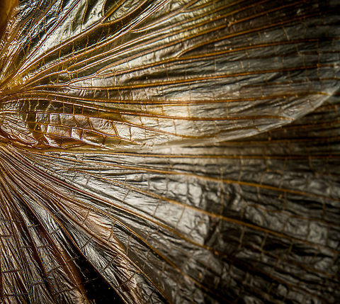 Sia ferox - wing detail A specimen of Sia Verox, the Bulldog Raspy Cricket.

An insect remarkable in a few ways...

1. It is very large, this one measuring 10 cm from abdomen to head.

2. Despite its size, it's surprisingly rare. In the wild, it probably isn't uncommon, just hard to see. By day they hide in a burrow, whilst at night they hunt on the forest floor deeply into rain forests. This may explain why there are so few reports.

3. Perhaps its most remarkable trait is that it's considerably higher on the food chain compared to most crickets. This cricket is large, fast and predatory. It tends to take on mid-sized insects, about half its size, but doesn't shy away from taking on giant arthropods, including tarantula. It's most formidable weapon are the mandibles.

https://www.youtube.com/watch?v=axRDs9F8U4s

This insect had some TV fame from Discovery's "Bug Wars", yet I hate their sensationalized staged gladiotor fights, so won't link to it.

https://www.jungledragon.com/image/110146/sia_ferox.html
https://www.jungledragon.com/image/110149/sia_ferox_-_details.html
https://www.jungledragon.com/image/110144/sia_ferox_-_mid_body.html
https://www.jungledragon.com/image/110147/sia_ferox_-_abdomen.html
https://www.jungledragon.com/image/110145/sia_ferox_-_wing_detail.html
https://www.jungledragon.com/image/110148/sia_ferox_-_wing_details.html
https://www.jungledragon.com/image/110142/sia_ferox_-_mandibles.html
https://www.jungledragon.com/image/110143/sia_ferox_-_frontal.html
https://www.jungledragon.com/image/110150/sia_ferox_-_upper_body.html Bulldog Raspy Cricket,Extreme Macro,Sia ferox