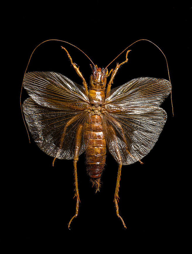 Sia ferox A specimen of Sia Verox, the Bulldog Raspy Cricket.<br />
<br />
An insect remarkable in a few ways...<br />
<br />
1. It is very large, this one measuring 10 cm from abdomen to head.<br />
<br />
2. Despite its size, it's surprisingly rare. In the wild, it probably isn't uncommon, just hard to see. By day they hide in a burrow, whilst at night they hunt on the forest floor deeply into rain forests. This may explain why there are so few reports.<br />
<br />
3. Perhaps its most remarkable trait is that it's considerably higher on the food chain compared to most crickets. This cricket is large, fast and predatory. It tends to take on mid-sized insects, about half its size, but doesn't shy away from taking on giant arthropods, including tarantula. It's most formidable weapon are the mandibles.<br />
<br />
<section class="video"><iframe width="448" height="282" src="https://www.youtube-nocookie.com/embed/axRDs9F8U4s?hd=1&autoplay=0&rel=0" frameborder="0" allowfullscreen></iframe></section><br />
<br />
This insect had some TV fame from Discovery's "Bug Wars", yet I hate their sensationalized staged gladiotor fights, so won't link to it.<br />
<br />
<figure class="photo"><a href="https://www.jungledragon.com/image/110146/sia_ferox.html" title="Sia ferox"><img src="https://s3.amazonaws.com/media.jungledragon.com/images/2/110146_thumb.jpg?AWSAccessKeyId=05GMT0V3GWVNE7GGM1R2&Expires=1769040010&Signature=4wdjaGWd40coxTX2bYcGyzG99zE%3D" width="116" height="152" alt="Sia ferox A specimen of Sia Verox, the Bulldog Raspy Cricket.<br />
<br />
An insect remarkable in a few ways...<br />
<br />
1. It is very large, this one measuring 10 cm from abdomen to head.<br />
<br />
2. Despite its size, it's surprisingly rare. In the wild, it probably isn't uncommon, just hard to see. By day they hide in a burrow, whilst at night they hunt on the forest floor deeply into rain forests. This may explain why there are so few reports.<br />
<br />
3. Perhaps its most remarkable trait is that it's considerably higher on the food chain compared to most crickets. This cricket is large, fast and predatory. It tends to take on mid-sized insects, about half its size, but doesn't shy away from taking on giant arthropods, including tarantula. It's most formidable weapon are the mandibles.<br />
<br />
https://www.youtube.com/watch?v=axRDs9F8U4s<br />
<br />
This insect had some TV fame from Discovery's "Bug Wars", yet I hate their sensationalized staged gladiotor fights, so won't link to it.<br />
<br />
https://www.jungledragon.com/image/110146/sia_ferox.html<br />
https://www.jungledragon.com/image/110149/sia_ferox_-_details.html<br />
https://www.jungledragon.com/image/110144/sia_ferox_-_mid_body.html<br />
https://www.jungledragon.com/image/110147/sia_ferox_-_abdomen.html<br />
https://www.jungledragon.com/image/110145/sia_ferox_-_wing_detail.html<br />
https://www.jungledragon.com/image/110148/sia_ferox_-_wing_details.html<br />
https://www.jungledragon.com/image/110142/sia_ferox_-_mandibles.html<br />
https://www.jungledragon.com/image/110143/sia_ferox_-_frontal.html<br />
https://www.jungledragon.com/image/110150/sia_ferox_-_upper_body.html Extreme Macro,Sia Verox,Sia ferox" /></a></figure><br />
<figure class="photo"><a href="https://www.jungledragon.com/image/110149/sia_ferox_-_details.html" title="Sia ferox - details"><img src="https://s3.amazonaws.com/media.jungledragon.com/images/2/110149_thumb.jpg?AWSAccessKeyId=05GMT0V3GWVNE7GGM1R2&Expires=1769040010&Signature=6zqWklG5bvutF3YTBAk0UNc1ozU%3D" width="200" height="134" alt="Sia ferox - details A specimen of Sia Verox, the Bulldog Raspy Cricket.<br />
<br />
An insect remarkable in a few ways...<br />
<br />
1. It is very large, this one measuring 10 cm from abdomen to head.<br />
<br />
2. Despite its size, it's surprisingly rare. In the wild, it probably isn't uncommon, just hard to see. By day they hide in a burrow, whilst at night they hunt on the forest floor deeply into rain forests. This may explain why there are so few reports.<br />
<br />
3. Perhaps its most remarkable trait is that it's considerably higher on the food chain compared to most crickets. This cricket is large, fast and predatory. It tends to take on mid-sized insects, about half its size, but doesn't shy away from taking on giant arthropods, including tarantula. It's most formidable weapon are the mandibles.<br />
<br />
https://www.youtube.com/watch?v=axRDs9F8U4s<br />
<br />
This insect had some TV fame from Discovery's "Bug Wars", yet I hate their sensationalized staged gladiotor fights, so won't link to it.<br />
<br />
https://www.jungledragon.com/image/110146/sia_ferox.html<br />
https://www.jungledragon.com/image/110149/sia_ferox_-_details.html<br />
https://www.jungledragon.com/image/110144/sia_ferox_-_mid_body.html<br />
https://www.jungledragon.com/image/110147/sia_ferox_-_abdomen.html<br />
https://www.jungledragon.com/image/110145/sia_ferox_-_wing_detail.html<br />
https://www.jungledragon.com/image/110148/sia_ferox_-_wing_details.html<br />
https://www.jungledragon.com/image/110142/sia_ferox_-_mandibles.html<br />
https://www.jungledragon.com/image/110143/sia_ferox_-_frontal.html<br />
https://www.jungledragon.com/image/110150/sia_ferox_-_upper_body.html Bulldog Raspy Cricket,Extreme Macro,Sia ferox" /></a></figure><br />
<figure class="photo"><a href="https://www.jungledragon.com/image/110144/sia_ferox_-_mid_body.html" title="Sia ferox - mid body"><img src="https://s3.amazonaws.com/media.jungledragon.com/images/2/110144_thumb.jpg?AWSAccessKeyId=05GMT0V3GWVNE7GGM1R2&Expires=1769040010&Signature=4baOqJTF%2B9dhz5iWtK4Z%2FL3DLQw%3D" width="200" height="136" alt="Sia ferox - mid body A specimen of Sia Verox, the Bulldog Raspy Cricket.<br />
<br />
An insect remarkable in a few ways...<br />
<br />
1. It is very large, this one measuring 10 cm from abdomen to head.<br />
<br />
2. Despite its size, it's surprisingly rare. In the wild, it probably isn't uncommon, just hard to see. By day they hide in a burrow, whilst at night they hunt on the forest floor deeply into rain forests. This may explain why there are so few reports.<br />
<br />
3. Perhaps its most remarkable trait is that it's considerably higher on the food chain compared to most crickets. This cricket is large, fast and predatory. It tends to take on mid-sized insects, about half its size, but doesn't shy away from taking on giant arthropods, including tarantula. It's most formidable weapon are the mandibles.<br />
<br />
https://www.youtube.com/watch?v=axRDs9F8U4s<br />
<br />
This insect had some TV fame from Discovery's "Bug Wars", yet I hate their sensationalized staged gladiotor fights, so won't link to it.<br />
<br />
https://www.jungledragon.com/image/110146/sia_ferox.html<br />
https://www.jungledragon.com/image/110149/sia_ferox_-_details.html<br />
https://www.jungledragon.com/image/110144/sia_ferox_-_mid_body.html<br />
https://www.jungledragon.com/image/110147/sia_ferox_-_abdomen.html<br />
https://www.jungledragon.com/image/110145/sia_ferox_-_wing_detail.html<br />
https://www.jungledragon.com/image/110148/sia_ferox_-_wing_details.html<br />
https://www.jungledragon.com/image/110142/sia_ferox_-_mandibles.html<br />
https://www.jungledragon.com/image/110143/sia_ferox_-_frontal.html<br />
https://www.jungledragon.com/image/110150/sia_ferox_-_upper_body.html Bulldog Raspy Cricket,Extreme Macro,Sia ferox" /></a></figure><br />
<figure class="photo"><a href="https://www.jungledragon.com/image/110147/sia_ferox_-_abdomen.html" title="Sia ferox - abdomen"><img src="https://s3.amazonaws.com/media.jungledragon.com/images/2/110147_thumb.jpg?AWSAccessKeyId=05GMT0V3GWVNE7GGM1R2&Expires=1769040010&Signature=cFnZXZQB8mPqMMJlP8oDWl1ImMA%3D" width="200" height="134" alt="Sia ferox - abdomen A specimen of Sia Verox, the Bulldog Raspy Cricket.<br />
<br />
An insect remarkable in a few ways...<br />
<br />
1. It is very large, this one measuring 10 cm from abdomen to head.<br />
<br />
2. Despite its size, it's surprisingly rare. In the wild, it probably isn't uncommon, just hard to see. By day they hide in a burrow, whilst at night they hunt on the forest floor deeply into rain forests. This may explain why there are so few reports.<br />
<br />
3. Perhaps its most remarkable trait is that it's considerably higher on the food chain compared to most crickets. This cricket is large, fast and predatory. It tends to take on mid-sized insects, about half its size, but doesn't shy away from taking on giant arthropods, including tarantula. It's most formidable weapon are the mandibles.<br />
<br />
https://www.youtube.com/watch?v=axRDs9F8U4s<br />
<br />
This insect had some TV fame from Discovery's "Bug Wars", yet I hate their sensationalized staged gladiotor fights, so won't link to it.<br />
<br />
https://www.jungledragon.com/image/110146/sia_ferox.html<br />
https://www.jungledragon.com/image/110149/sia_ferox_-_details.html<br />
https://www.jungledragon.com/image/110144/sia_ferox_-_mid_body.html<br />
https://www.jungledragon.com/image/110147/sia_ferox_-_abdomen.html<br />
https://www.jungledragon.com/image/110145/sia_ferox_-_wing_detail.html<br />
https://www.jungledragon.com/image/110148/sia_ferox_-_wing_details.html<br />
https://www.jungledragon.com/image/110142/sia_ferox_-_mandibles.html<br />
https://www.jungledragon.com/image/110143/sia_ferox_-_frontal.html<br />
https://www.jungledragon.com/image/110150/sia_ferox_-_upper_body.html Bulldog Raspy Cricket,Extreme Macro,Sia ferox" /></a></figure><br />
<figure class="photo"><a href="https://www.jungledragon.com/image/110145/sia_ferox_-_wing_detail.html" title="Sia ferox - wing detail"><img src="https://s3.amazonaws.com/media.jungledragon.com/images/2/110145_thumb.jpg?AWSAccessKeyId=05GMT0V3GWVNE7GGM1R2&Expires=1769040010&Signature=picukf%2BnrCDWrhuLUR70dDTcvk8%3D" width="200" height="180" alt="Sia ferox - wing detail A specimen of Sia Verox, the Bulldog Raspy Cricket.<br />
<br />
An insect remarkable in a few ways...<br />
<br />
1. It is very large, this one measuring 10 cm from abdomen to head.<br />
<br />
2. Despite its size, it's surprisingly rare. In the wild, it probably isn't uncommon, just hard to see. By day they hide in a burrow, whilst at night they hunt on the forest floor deeply into rain forests. This may explain why there are so few reports.<br />
<br />
3. Perhaps its most remarkable trait is that it's considerably higher on the food chain compared to most crickets. This cricket is large, fast and predatory. It tends to take on mid-sized insects, about half its size, but doesn't shy away from taking on giant arthropods, including tarantula. It's most formidable weapon are the mandibles.<br />
<br />
https://www.youtube.com/watch?v=axRDs9F8U4s<br />
<br />
This insect had some TV fame from Discovery's "Bug Wars", yet I hate their sensationalized staged gladiotor fights, so won't link to it.<br />
<br />
https://www.jungledragon.com/image/110146/sia_ferox.html<br />
https://www.jungledragon.com/image/110149/sia_ferox_-_details.html<br />
https://www.jungledragon.com/image/110144/sia_ferox_-_mid_body.html<br />
https://www.jungledragon.com/image/110147/sia_ferox_-_abdomen.html<br />
https://www.jungledragon.com/image/110145/sia_ferox_-_wing_detail.html<br />
https://www.jungledragon.com/image/110148/sia_ferox_-_wing_details.html<br />
https://www.jungledragon.com/image/110142/sia_ferox_-_mandibles.html<br />
https://www.jungledragon.com/image/110143/sia_ferox_-_frontal.html<br />
https://www.jungledragon.com/image/110150/sia_ferox_-_upper_body.html Bulldog Raspy Cricket,Extreme Macro,Sia ferox" /></a></figure><br />
<figure class="photo"><a href="https://www.jungledragon.com/image/110148/sia_ferox_-_wing_details.html" title="Sia ferox - wing details"><img src="https://s3.amazonaws.com/media.jungledragon.com/images/2/110148_thumb.jpg?AWSAccessKeyId=05GMT0V3GWVNE7GGM1R2&Expires=1769040010&Signature=kne1wcvMLC3PilSv1cOZo9gJHPE%3D" width="102" height="152" alt="Sia ferox - wing details A specimen of Sia Verox, the Bulldog Raspy Cricket.<br />
<br />
An insect remarkable in a few ways...<br />
<br />
1. It is very large, this one measuring 10 cm from abdomen to head.<br />
<br />
2. Despite its size, it's surprisingly rare. In the wild, it probably isn't uncommon, just hard to see. By day they hide in a burrow, whilst at night they hunt on the forest floor deeply into rain forests. This may explain why there are so few reports.<br />
<br />
3. Perhaps its most remarkable trait is that it's considerably higher on the food chain compared to most crickets. This cricket is large, fast and predatory. It tends to take on mid-sized insects, about half its size, but doesn't shy away from taking on giant arthropods, including tarantula. It's most formidable weapon are the mandibles.<br />
<br />
https://www.youtube.com/watch?v=axRDs9F8U4s<br />
<br />
This insect had some TV fame from Discovery's "Bug Wars", yet I hate their sensationalized staged gladiotor fights, so won't link to it.<br />
<br />
https://www.jungledragon.com/image/110146/sia_ferox.html<br />
https://www.jungledragon.com/image/110149/sia_ferox_-_details.html<br />
https://www.jungledragon.com/image/110144/sia_ferox_-_mid_body.html<br />
https://www.jungledragon.com/image/110147/sia_ferox_-_abdomen.html<br />
https://www.jungledragon.com/image/110145/sia_ferox_-_wing_detail.html<br />
https://www.jungledragon.com/image/110148/sia_ferox_-_wing_details.html<br />
https://www.jungledragon.com/image/110142/sia_ferox_-_mandibles.html<br />
https://www.jungledragon.com/image/110143/sia_ferox_-_frontal.html<br />
https://www.jungledragon.com/image/110150/sia_ferox_-_upper_body.html Bulldog Raspy Cricket,Extreme Macro,Sia ferox" /></a></figure><br />
<figure class="photo"><a href="https://www.jungledragon.com/image/110142/sia_ferox_-_mandibles.html" title="Sia ferox - mandibles"><img src="https://s3.amazonaws.com/media.jungledragon.com/images/2/110142_thumb.jpg?AWSAccessKeyId=05GMT0V3GWVNE7GGM1R2&Expires=1769040010&Signature=QBdn%2BNV6Y1o0PkxmTryAiN5%2B4Rk%3D" width="200" height="132" alt="Sia ferox - mandibles A specimen of Sia Verox, the Bulldog Raspy Cricket.<br />
<br />
An insect remarkable in a few ways...<br />
<br />
1. It is very large, this one measuring 10 cm from abdomen to head.<br />
<br />
2. Despite its size, it's surprisingly rare. In the wild, it probably isn't uncommon, just hard to see. By day they hide in a burrow, whilst at night they hunt on the forest floor deeply into rain forests. This may explain why there are so few reports.<br />
<br />
3. Perhaps its most remarkable trait is that it's considerably higher on the food chain compared to most crickets. This cricket is large, fast and predatory. It tends to take on mid-sized insects, about half its size, but doesn't shy away from taking on giant arthropods, including tarantula. It's most formidable weapon are the mandibles.<br />
<br />
https://www.youtube.com/watch?v=axRDs9F8U4s<br />
<br />
This insect had some TV fame from Discovery's "Bug Wars", yet I hate their sensationalized staged gladiotor fights, so won't link to it.<br />
<br />
https://www.jungledragon.com/image/110146/sia_ferox.html<br />
https://www.jungledragon.com/image/110149/sia_ferox_-_details.html<br />
https://www.jungledragon.com/image/110144/sia_ferox_-_mid_body.html<br />
https://www.jungledragon.com/image/110147/sia_ferox_-_abdomen.html<br />
https://www.jungledragon.com/image/110145/sia_ferox_-_wing_detail.html<br />
https://www.jungledragon.com/image/110148/sia_ferox_-_wing_details.html<br />
https://www.jungledragon.com/image/110142/sia_ferox_-_mandibles.html<br />
https://www.jungledragon.com/image/110143/sia_ferox_-_frontal.html<br />
https://www.jungledragon.com/image/110150/sia_ferox_-_upper_body.html Bulldog Raspy Cricket,Extreme Macro,Sia ferox" /></a></figure><br />
<figure class="photo"><a href="https://www.jungledragon.com/image/110143/sia_ferox_-_frontal.html" title="Sia ferox - frontal"><img src="https://s3.amazonaws.com/media.jungledragon.com/images/2/110143_thumb.jpg?AWSAccessKeyId=05GMT0V3GWVNE7GGM1R2&Expires=1769040010&Signature=%2FA9W%2FKZd6oref1RdCp01ohtti0s%3D" width="200" height="136" alt="Sia ferox - frontal A specimen of Sia Verox, the Bulldog Raspy Cricket.<br />
<br />
An insect remarkable in a few ways...<br />
<br />
1. It is very large, this one measuring 10 cm from abdomen to head.<br />
<br />
2. Despite its size, it's surprisingly rare. In the wild, it probably isn't uncommon, just hard to see. By day they hide in a burrow, whilst at night they hunt on the forest floor deeply into rain forests. This may explain why there are so few reports.<br />
<br />
3. Perhaps its most remarkable trait is that it's considerably higher on the food chain compared to most crickets. This cricket is large, fast and predatory. It tends to take on mid-sized insects, about half its size, but doesn't shy away from taking on giant arthropods, including tarantula. It's most formidable weapon are the mandibles.<br />
<br />
https://www.youtube.com/watch?v=axRDs9F8U4s<br />
<br />
This insect had some TV fame from Discovery's "Bug Wars", yet I hate their sensationalized staged gladiotor fights, so won't link to it.<br />
<br />
https://www.jungledragon.com/image/110146/sia_ferox.html<br />
https://www.jungledragon.com/image/110149/sia_ferox_-_details.html<br />
https://www.jungledragon.com/image/110144/sia_ferox_-_mid_body.html<br />
https://www.jungledragon.com/image/110147/sia_ferox_-_abdomen.html<br />
https://www.jungledragon.com/image/110145/sia_ferox_-_wing_detail.html<br />
https://www.jungledragon.com/image/110148/sia_ferox_-_wing_details.html<br />
https://www.jungledragon.com/image/110142/sia_ferox_-_mandibles.html<br />
https://www.jungledragon.com/image/110143/sia_ferox_-_frontal.html<br />
https://www.jungledragon.com/image/110150/sia_ferox_-_upper_body.html Bulldog Raspy Cricket,Extreme Macro,Sia ferox" /></a></figure><br />
<figure class="photo"><a href="https://www.jungledragon.com/image/110150/sia_ferox_-_upper_body.html" title="Sia ferox - upper body"><img src="https://s3.amazonaws.com/media.jungledragon.com/images/2/110150_thumb.jpg?AWSAccessKeyId=05GMT0V3GWVNE7GGM1R2&Expires=1769040010&Signature=EYP7X4MvqYCZ9yGCj6iEA5aksAE%3D" width="102" height="152" alt="Sia ferox - upper body A specimen of Sia Verox, the Bulldog Raspy Cricket.<br />
<br />
An insect remarkable in a few ways...<br />
<br />
1. It is very large, this one measuring 10 cm from abdomen to head.<br />
<br />
2. Despite its size, it's surprisingly rare. In the wild, it probably isn't uncommon, just hard to see. By day they hide in a burrow, whilst at night they hunt on the forest floor deeply into rain forests. This may explain why there are so few reports.<br />
<br />
3. Perhaps its most remarkable trait is that it's considerably higher on the food chain compared to most crickets. This cricket is large, fast and predatory. It tends to take on mid-sized insects, about half its size, but doesn't shy away from taking on giant arthropods, including tarantula. It's most formidable weapon are the mandibles.<br />
<br />
https://www.youtube.com/watch?v=axRDs9F8U4s<br />
<br />
This insect had some TV fame from Discovery's "Bug Wars", yet I hate their sensationalized staged gladiotor fights, so won't link to it.<br />
<br />
https://www.jungledragon.com/image/110146/sia_ferox.html<br />
https://www.jungledragon.com/image/110149/sia_ferox_-_details.html<br />
https://www.jungledragon.com/image/110144/sia_ferox_-_mid_body.html<br />
https://www.jungledragon.com/image/110147/sia_ferox_-_abdomen.html<br />
https://www.jungledragon.com/image/110145/sia_ferox_-_wing_detail.html<br />
https://www.jungledragon.com/image/110148/sia_ferox_-_wing_details.html<br />
https://www.jungledragon.com/image/110142/sia_ferox_-_mandibles.html<br />
https://www.jungledragon.com/image/110143/sia_ferox_-_frontal.html<br />
https://www.jungledragon.com/image/110150/sia_ferox_-_upper_body.html Bulldog Raspy Cricket,Extreme Macro,Sia ferox" /></a></figure> Extreme Macro,Sia Verox,Sia ferox