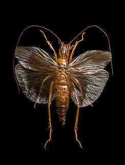 Sia ferox A specimen of Sia Verox, the Bulldog Raspy Cricket.

An insect remarkable in a few ways...

1. It is very large, this one measuring 10 cm from abdomen to head.

2. Despite its size, it's surprisingly rare. In the wild, it probably isn't uncommon, just hard to see. By day they hide in a burrow, whilst at night they hunt on the forest floor deeply into rain forests. This may explain why there are so few reports.

3. Perhaps its most remarkable trait is that it's considerably higher on the food chain compared to most crickets. This cricket is large, fast and predatory. It tends to take on mid-sized insects, about half its size, but doesn't shy away from taking on giant arthropods, including tarantula. It's most formidable weapon are the mandibles.

https://www.youtube.com/watch?v=axRDs9F8U4s

This insect had some TV fame from Discovery's "Bug Wars", yet I hate their sensationalized staged gladiotor fights, so won't link to it.

https://www.jungledragon.com/image/110146/sia_ferox.html
https://www.jungledragon.com/image/110149/sia_ferox_-_details.html
https://www.jungledragon.com/image/110144/sia_ferox_-_mid_body.html
https://www.jungledragon.com/image/110147/sia_ferox_-_abdomen.html
https://www.jungledragon.com/image/110145/sia_ferox_-_wing_detail.html
https://www.jungledragon.com/image/110148/sia_ferox_-_wing_details.html
https://www.jungledragon.com/image/110142/sia_ferox_-_mandibles.html
https://www.jungledragon.com/image/110143/sia_ferox_-_frontal.html
https://www.jungledragon.com/image/110150/sia_ferox_-_upper_body.html Extreme Macro,Sia Verox,Sia ferox