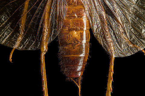 Sia ferox - abdomen A specimen of Sia Verox, the Bulldog Raspy Cricket.

An insect remarkable in a few ways...

1. It is very large, this one measuring 10 cm from abdomen to head.

2. Despite its size, it's surprisingly rare. In the wild, it probably isn't uncommon, just hard to see. By day they hide in a burrow, whilst at night they hunt on the forest floor deeply into rain forests. This may explain why there are so few reports.

3. Perhaps its most remarkable trait is that it's considerably higher on the food chain compared to most crickets. This cricket is large, fast and predatory. It tends to take on mid-sized insects, about half its size, but doesn't shy away from taking on giant arthropods, including tarantula. It's most formidable weapon are the mandibles.

https://www.youtube.com/watch?v=axRDs9F8U4s

This insect had some TV fame from Discovery's "Bug Wars", yet I hate their sensationalized staged gladiotor fights, so won't link to it.

https://www.jungledragon.com/image/110146/sia_ferox.html
https://www.jungledragon.com/image/110149/sia_ferox_-_details.html
https://www.jungledragon.com/image/110144/sia_ferox_-_mid_body.html
https://www.jungledragon.com/image/110147/sia_ferox_-_abdomen.html
https://www.jungledragon.com/image/110145/sia_ferox_-_wing_detail.html
https://www.jungledragon.com/image/110148/sia_ferox_-_wing_details.html
https://www.jungledragon.com/image/110142/sia_ferox_-_mandibles.html
https://www.jungledragon.com/image/110143/sia_ferox_-_frontal.html
https://www.jungledragon.com/image/110150/sia_ferox_-_upper_body.html Bulldog Raspy Cricket,Extreme Macro,Sia ferox