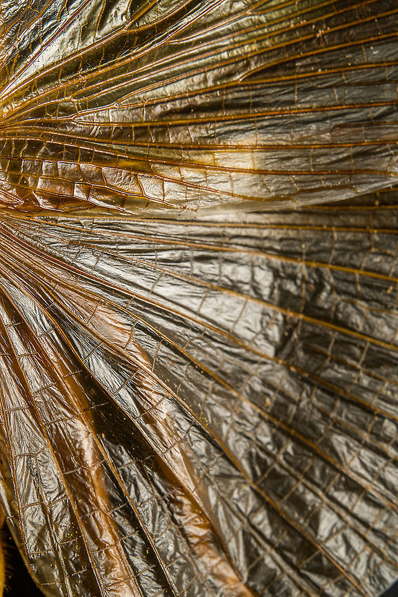 Sia ferox - wing details A specimen of Sia Verox, the Bulldog Raspy Cricket.<br />
<br />
An insect remarkable in a few ways...<br />
<br />
1. It is very large, this one measuring 10 cm from abdomen to head.<br />
<br />
2. Despite its size, it's surprisingly rare. In the wild, it probably isn't uncommon, just hard to see. By day they hide in a burrow, whilst at night they hunt on the forest floor deeply into rain forests. This may explain why there are so few reports.<br />
<br />
3. Perhaps its most remarkable trait is that it's considerably higher on the food chain compared to most crickets. This cricket is large, fast and predatory. It tends to take on mid-sized insects, about half its size, but doesn't shy away from taking on giant arthropods, including tarantula. It's most formidable weapon are the mandibles.<br />
<br />
<section class="video"><iframe width="448" height="282" src="https://www.youtube-nocookie.com/embed/axRDs9F8U4s?hd=1&autoplay=0&rel=0" frameborder="0" allowfullscreen></iframe></section><br />
<br />
This insect had some TV fame from Discovery's "Bug Wars", yet I hate their sensationalized staged gladiotor fights, so won't link to it.<br />
<br />
<figure class="photo"><a href="https://www.jungledragon.com/image/110146/sia_ferox.html" title="Sia ferox"><img src="https://s3.amazonaws.com/media.jungledragon.com/images/2/110146_thumb.jpg?AWSAccessKeyId=05GMT0V3GWVNE7GGM1R2&Expires=1769040010&Signature=4wdjaGWd40coxTX2bYcGyzG99zE%3D" width="116" height="152" alt="Sia ferox A specimen of Sia Verox, the Bulldog Raspy Cricket.<br />
<br />
An insect remarkable in a few ways...<br />
<br />
1. It is very large, this one measuring 10 cm from abdomen to head.<br />
<br />
2. Despite its size, it's surprisingly rare. In the wild, it probably isn't uncommon, just hard to see. By day they hide in a burrow, whilst at night they hunt on the forest floor deeply into rain forests. This may explain why there are so few reports.<br />
<br />
3. Perhaps its most remarkable trait is that it's considerably higher on the food chain compared to most crickets. This cricket is large, fast and predatory. It tends to take on mid-sized insects, about half its size, but doesn't shy away from taking on giant arthropods, including tarantula. It's most formidable weapon are the mandibles.<br />
<br />
https://www.youtube.com/watch?v=axRDs9F8U4s<br />
<br />
This insect had some TV fame from Discovery's "Bug Wars", yet I hate their sensationalized staged gladiotor fights, so won't link to it.<br />
<br />
https://www.jungledragon.com/image/110146/sia_ferox.html<br />
https://www.jungledragon.com/image/110149/sia_ferox_-_details.html<br />
https://www.jungledragon.com/image/110144/sia_ferox_-_mid_body.html<br />
https://www.jungledragon.com/image/110147/sia_ferox_-_abdomen.html<br />
https://www.jungledragon.com/image/110145/sia_ferox_-_wing_detail.html<br />
https://www.jungledragon.com/image/110148/sia_ferox_-_wing_details.html<br />
https://www.jungledragon.com/image/110142/sia_ferox_-_mandibles.html<br />
https://www.jungledragon.com/image/110143/sia_ferox_-_frontal.html<br />
https://www.jungledragon.com/image/110150/sia_ferox_-_upper_body.html Extreme Macro,Sia Verox,Sia ferox" /></a></figure><br />
<figure class="photo"><a href="https://www.jungledragon.com/image/110149/sia_ferox_-_details.html" title="Sia ferox - details"><img src="https://s3.amazonaws.com/media.jungledragon.com/images/2/110149_thumb.jpg?AWSAccessKeyId=05GMT0V3GWVNE7GGM1R2&Expires=1769040010&Signature=6zqWklG5bvutF3YTBAk0UNc1ozU%3D" width="200" height="134" alt="Sia ferox - details A specimen of Sia Verox, the Bulldog Raspy Cricket.<br />
<br />
An insect remarkable in a few ways...<br />
<br />
1. It is very large, this one measuring 10 cm from abdomen to head.<br />
<br />
2. Despite its size, it's surprisingly rare. In the wild, it probably isn't uncommon, just hard to see. By day they hide in a burrow, whilst at night they hunt on the forest floor deeply into rain forests. This may explain why there are so few reports.<br />
<br />
3. Perhaps its most remarkable trait is that it's considerably higher on the food chain compared to most crickets. This cricket is large, fast and predatory. It tends to take on mid-sized insects, about half its size, but doesn't shy away from taking on giant arthropods, including tarantula. It's most formidable weapon are the mandibles.<br />
<br />
https://www.youtube.com/watch?v=axRDs9F8U4s<br />
<br />
This insect had some TV fame from Discovery's "Bug Wars", yet I hate their sensationalized staged gladiotor fights, so won't link to it.<br />
<br />
https://www.jungledragon.com/image/110146/sia_ferox.html<br />
https://www.jungledragon.com/image/110149/sia_ferox_-_details.html<br />
https://www.jungledragon.com/image/110144/sia_ferox_-_mid_body.html<br />
https://www.jungledragon.com/image/110147/sia_ferox_-_abdomen.html<br />
https://www.jungledragon.com/image/110145/sia_ferox_-_wing_detail.html<br />
https://www.jungledragon.com/image/110148/sia_ferox_-_wing_details.html<br />
https://www.jungledragon.com/image/110142/sia_ferox_-_mandibles.html<br />
https://www.jungledragon.com/image/110143/sia_ferox_-_frontal.html<br />
https://www.jungledragon.com/image/110150/sia_ferox_-_upper_body.html Bulldog Raspy Cricket,Extreme Macro,Sia ferox" /></a></figure><br />
<figure class="photo"><a href="https://www.jungledragon.com/image/110144/sia_ferox_-_mid_body.html" title="Sia ferox - mid body"><img src="https://s3.amazonaws.com/media.jungledragon.com/images/2/110144_thumb.jpg?AWSAccessKeyId=05GMT0V3GWVNE7GGM1R2&Expires=1769040010&Signature=4baOqJTF%2B9dhz5iWtK4Z%2FL3DLQw%3D" width="200" height="136" alt="Sia ferox - mid body A specimen of Sia Verox, the Bulldog Raspy Cricket.<br />
<br />
An insect remarkable in a few ways...<br />
<br />
1. It is very large, this one measuring 10 cm from abdomen to head.<br />
<br />
2. Despite its size, it's surprisingly rare. In the wild, it probably isn't uncommon, just hard to see. By day they hide in a burrow, whilst at night they hunt on the forest floor deeply into rain forests. This may explain why there are so few reports.<br />
<br />
3. Perhaps its most remarkable trait is that it's considerably higher on the food chain compared to most crickets. This cricket is large, fast and predatory. It tends to take on mid-sized insects, about half its size, but doesn't shy away from taking on giant arthropods, including tarantula. It's most formidable weapon are the mandibles.<br />
<br />
https://www.youtube.com/watch?v=axRDs9F8U4s<br />
<br />
This insect had some TV fame from Discovery's "Bug Wars", yet I hate their sensationalized staged gladiotor fights, so won't link to it.<br />
<br />
https://www.jungledragon.com/image/110146/sia_ferox.html<br />
https://www.jungledragon.com/image/110149/sia_ferox_-_details.html<br />
https://www.jungledragon.com/image/110144/sia_ferox_-_mid_body.html<br />
https://www.jungledragon.com/image/110147/sia_ferox_-_abdomen.html<br />
https://www.jungledragon.com/image/110145/sia_ferox_-_wing_detail.html<br />
https://www.jungledragon.com/image/110148/sia_ferox_-_wing_details.html<br />
https://www.jungledragon.com/image/110142/sia_ferox_-_mandibles.html<br />
https://www.jungledragon.com/image/110143/sia_ferox_-_frontal.html<br />
https://www.jungledragon.com/image/110150/sia_ferox_-_upper_body.html Bulldog Raspy Cricket,Extreme Macro,Sia ferox" /></a></figure><br />
<figure class="photo"><a href="https://www.jungledragon.com/image/110147/sia_ferox_-_abdomen.html" title="Sia ferox - abdomen"><img src="https://s3.amazonaws.com/media.jungledragon.com/images/2/110147_thumb.jpg?AWSAccessKeyId=05GMT0V3GWVNE7GGM1R2&Expires=1769040010&Signature=cFnZXZQB8mPqMMJlP8oDWl1ImMA%3D" width="200" height="134" alt="Sia ferox - abdomen A specimen of Sia Verox, the Bulldog Raspy Cricket.<br />
<br />
An insect remarkable in a few ways...<br />
<br />
1. It is very large, this one measuring 10 cm from abdomen to head.<br />
<br />
2. Despite its size, it's surprisingly rare. In the wild, it probably isn't uncommon, just hard to see. By day they hide in a burrow, whilst at night they hunt on the forest floor deeply into rain forests. This may explain why there are so few reports.<br />
<br />
3. Perhaps its most remarkable trait is that it's considerably higher on the food chain compared to most crickets. This cricket is large, fast and predatory. It tends to take on mid-sized insects, about half its size, but doesn't shy away from taking on giant arthropods, including tarantula. It's most formidable weapon are the mandibles.<br />
<br />
https://www.youtube.com/watch?v=axRDs9F8U4s<br />
<br />
This insect had some TV fame from Discovery's "Bug Wars", yet I hate their sensationalized staged gladiotor fights, so won't link to it.<br />
<br />
https://www.jungledragon.com/image/110146/sia_ferox.html<br />
https://www.jungledragon.com/image/110149/sia_ferox_-_details.html<br />
https://www.jungledragon.com/image/110144/sia_ferox_-_mid_body.html<br />
https://www.jungledragon.com/image/110147/sia_ferox_-_abdomen.html<br />
https://www.jungledragon.com/image/110145/sia_ferox_-_wing_detail.html<br />
https://www.jungledragon.com/image/110148/sia_ferox_-_wing_details.html<br />
https://www.jungledragon.com/image/110142/sia_ferox_-_mandibles.html<br />
https://www.jungledragon.com/image/110143/sia_ferox_-_frontal.html<br />
https://www.jungledragon.com/image/110150/sia_ferox_-_upper_body.html Bulldog Raspy Cricket,Extreme Macro,Sia ferox" /></a></figure><br />
<figure class="photo"><a href="https://www.jungledragon.com/image/110145/sia_ferox_-_wing_detail.html" title="Sia ferox - wing detail"><img src="https://s3.amazonaws.com/media.jungledragon.com/images/2/110145_thumb.jpg?AWSAccessKeyId=05GMT0V3GWVNE7GGM1R2&Expires=1769040010&Signature=picukf%2BnrCDWrhuLUR70dDTcvk8%3D" width="200" height="180" alt="Sia ferox - wing detail A specimen of Sia Verox, the Bulldog Raspy Cricket.<br />
<br />
An insect remarkable in a few ways...<br />
<br />
1. It is very large, this one measuring 10 cm from abdomen to head.<br />
<br />
2. Despite its size, it's surprisingly rare. In the wild, it probably isn't uncommon, just hard to see. By day they hide in a burrow, whilst at night they hunt on the forest floor deeply into rain forests. This may explain why there are so few reports.<br />
<br />
3. Perhaps its most remarkable trait is that it's considerably higher on the food chain compared to most crickets. This cricket is large, fast and predatory. It tends to take on mid-sized insects, about half its size, but doesn't shy away from taking on giant arthropods, including tarantula. It's most formidable weapon are the mandibles.<br />
<br />
https://www.youtube.com/watch?v=axRDs9F8U4s<br />
<br />
This insect had some TV fame from Discovery's "Bug Wars", yet I hate their sensationalized staged gladiotor fights, so won't link to it.<br />
<br />
https://www.jungledragon.com/image/110146/sia_ferox.html<br />
https://www.jungledragon.com/image/110149/sia_ferox_-_details.html<br />
https://www.jungledragon.com/image/110144/sia_ferox_-_mid_body.html<br />
https://www.jungledragon.com/image/110147/sia_ferox_-_abdomen.html<br />
https://www.jungledragon.com/image/110145/sia_ferox_-_wing_detail.html<br />
https://www.jungledragon.com/image/110148/sia_ferox_-_wing_details.html<br />
https://www.jungledragon.com/image/110142/sia_ferox_-_mandibles.html<br />
https://www.jungledragon.com/image/110143/sia_ferox_-_frontal.html<br />
https://www.jungledragon.com/image/110150/sia_ferox_-_upper_body.html Bulldog Raspy Cricket,Extreme Macro,Sia ferox" /></a></figure><br />
<figure class="photo"><a href="https://www.jungledragon.com/image/110148/sia_ferox_-_wing_details.html" title="Sia ferox - wing details"><img src="https://s3.amazonaws.com/media.jungledragon.com/images/2/110148_thumb.jpg?AWSAccessKeyId=05GMT0V3GWVNE7GGM1R2&Expires=1769040010&Signature=kne1wcvMLC3PilSv1cOZo9gJHPE%3D" width="102" height="152" alt="Sia ferox - wing details A specimen of Sia Verox, the Bulldog Raspy Cricket.<br />
<br />
An insect remarkable in a few ways...<br />
<br />
1. It is very large, this one measuring 10 cm from abdomen to head.<br />
<br />
2. Despite its size, it's surprisingly rare. In the wild, it probably isn't uncommon, just hard to see. By day they hide in a burrow, whilst at night they hunt on the forest floor deeply into rain forests. This may explain why there are so few reports.<br />
<br />
3. Perhaps its most remarkable trait is that it's considerably higher on the food chain compared to most crickets. This cricket is large, fast and predatory. It tends to take on mid-sized insects, about half its size, but doesn't shy away from taking on giant arthropods, including tarantula. It's most formidable weapon are the mandibles.<br />
<br />
https://www.youtube.com/watch?v=axRDs9F8U4s<br />
<br />
This insect had some TV fame from Discovery's "Bug Wars", yet I hate their sensationalized staged gladiotor fights, so won't link to it.<br />
<br />
https://www.jungledragon.com/image/110146/sia_ferox.html<br />
https://www.jungledragon.com/image/110149/sia_ferox_-_details.html<br />
https://www.jungledragon.com/image/110144/sia_ferox_-_mid_body.html<br />
https://www.jungledragon.com/image/110147/sia_ferox_-_abdomen.html<br />
https://www.jungledragon.com/image/110145/sia_ferox_-_wing_detail.html<br />
https://www.jungledragon.com/image/110148/sia_ferox_-_wing_details.html<br />
https://www.jungledragon.com/image/110142/sia_ferox_-_mandibles.html<br />
https://www.jungledragon.com/image/110143/sia_ferox_-_frontal.html<br />
https://www.jungledragon.com/image/110150/sia_ferox_-_upper_body.html Bulldog Raspy Cricket,Extreme Macro,Sia ferox" /></a></figure><br />
<figure class="photo"><a href="https://www.jungledragon.com/image/110142/sia_ferox_-_mandibles.html" title="Sia ferox - mandibles"><img src="https://s3.amazonaws.com/media.jungledragon.com/images/2/110142_thumb.jpg?AWSAccessKeyId=05GMT0V3GWVNE7GGM1R2&Expires=1769040010&Signature=QBdn%2BNV6Y1o0PkxmTryAiN5%2B4Rk%3D" width="200" height="132" alt="Sia ferox - mandibles A specimen of Sia Verox, the Bulldog Raspy Cricket.<br />
<br />
An insect remarkable in a few ways...<br />
<br />
1. It is very large, this one measuring 10 cm from abdomen to head.<br />
<br />
2. Despite its size, it's surprisingly rare. In the wild, it probably isn't uncommon, just hard to see. By day they hide in a burrow, whilst at night they hunt on the forest floor deeply into rain forests. This may explain why there are so few reports.<br />
<br />
3. Perhaps its most remarkable trait is that it's considerably higher on the food chain compared to most crickets. This cricket is large, fast and predatory. It tends to take on mid-sized insects, about half its size, but doesn't shy away from taking on giant arthropods, including tarantula. It's most formidable weapon are the mandibles.<br />
<br />
https://www.youtube.com/watch?v=axRDs9F8U4s<br />
<br />
This insect had some TV fame from Discovery's "Bug Wars", yet I hate their sensationalized staged gladiotor fights, so won't link to it.<br />
<br />
https://www.jungledragon.com/image/110146/sia_ferox.html<br />
https://www.jungledragon.com/image/110149/sia_ferox_-_details.html<br />
https://www.jungledragon.com/image/110144/sia_ferox_-_mid_body.html<br />
https://www.jungledragon.com/image/110147/sia_ferox_-_abdomen.html<br />
https://www.jungledragon.com/image/110145/sia_ferox_-_wing_detail.html<br />
https://www.jungledragon.com/image/110148/sia_ferox_-_wing_details.html<br />
https://www.jungledragon.com/image/110142/sia_ferox_-_mandibles.html<br />
https://www.jungledragon.com/image/110143/sia_ferox_-_frontal.html<br />
https://www.jungledragon.com/image/110150/sia_ferox_-_upper_body.html Bulldog Raspy Cricket,Extreme Macro,Sia ferox" /></a></figure><br />
<figure class="photo"><a href="https://www.jungledragon.com/image/110143/sia_ferox_-_frontal.html" title="Sia ferox - frontal"><img src="https://s3.amazonaws.com/media.jungledragon.com/images/2/110143_thumb.jpg?AWSAccessKeyId=05GMT0V3GWVNE7GGM1R2&Expires=1769040010&Signature=%2FA9W%2FKZd6oref1RdCp01ohtti0s%3D" width="200" height="136" alt="Sia ferox - frontal A specimen of Sia Verox, the Bulldog Raspy Cricket.<br />
<br />
An insect remarkable in a few ways...<br />
<br />
1. It is very large, this one measuring 10 cm from abdomen to head.<br />
<br />
2. Despite its size, it's surprisingly rare. In the wild, it probably isn't uncommon, just hard to see. By day they hide in a burrow, whilst at night they hunt on the forest floor deeply into rain forests. This may explain why there are so few reports.<br />
<br />
3. Perhaps its most remarkable trait is that it's considerably higher on the food chain compared to most crickets. This cricket is large, fast and predatory. It tends to take on mid-sized insects, about half its size, but doesn't shy away from taking on giant arthropods, including tarantula. It's most formidable weapon are the mandibles.<br />
<br />
https://www.youtube.com/watch?v=axRDs9F8U4s<br />
<br />
This insect had some TV fame from Discovery's "Bug Wars", yet I hate their sensationalized staged gladiotor fights, so won't link to it.<br />
<br />
https://www.jungledragon.com/image/110146/sia_ferox.html<br />
https://www.jungledragon.com/image/110149/sia_ferox_-_details.html<br />
https://www.jungledragon.com/image/110144/sia_ferox_-_mid_body.html<br />
https://www.jungledragon.com/image/110147/sia_ferox_-_abdomen.html<br />
https://www.jungledragon.com/image/110145/sia_ferox_-_wing_detail.html<br />
https://www.jungledragon.com/image/110148/sia_ferox_-_wing_details.html<br />
https://www.jungledragon.com/image/110142/sia_ferox_-_mandibles.html<br />
https://www.jungledragon.com/image/110143/sia_ferox_-_frontal.html<br />
https://www.jungledragon.com/image/110150/sia_ferox_-_upper_body.html Bulldog Raspy Cricket,Extreme Macro,Sia ferox" /></a></figure><br />
<figure class="photo"><a href="https://www.jungledragon.com/image/110150/sia_ferox_-_upper_body.html" title="Sia ferox - upper body"><img src="https://s3.amazonaws.com/media.jungledragon.com/images/2/110150_thumb.jpg?AWSAccessKeyId=05GMT0V3GWVNE7GGM1R2&Expires=1769040010&Signature=EYP7X4MvqYCZ9yGCj6iEA5aksAE%3D" width="102" height="152" alt="Sia ferox - upper body A specimen of Sia Verox, the Bulldog Raspy Cricket.<br />
<br />
An insect remarkable in a few ways...<br />
<br />
1. It is very large, this one measuring 10 cm from abdomen to head.<br />
<br />
2. Despite its size, it's surprisingly rare. In the wild, it probably isn't uncommon, just hard to see. By day they hide in a burrow, whilst at night they hunt on the forest floor deeply into rain forests. This may explain why there are so few reports.<br />
<br />
3. Perhaps its most remarkable trait is that it's considerably higher on the food chain compared to most crickets. This cricket is large, fast and predatory. It tends to take on mid-sized insects, about half its size, but doesn't shy away from taking on giant arthropods, including tarantula. It's most formidable weapon are the mandibles.<br />
<br />
https://www.youtube.com/watch?v=axRDs9F8U4s<br />
<br />
This insect had some TV fame from Discovery's "Bug Wars", yet I hate their sensationalized staged gladiotor fights, so won't link to it.<br />
<br />
https://www.jungledragon.com/image/110146/sia_ferox.html<br />
https://www.jungledragon.com/image/110149/sia_ferox_-_details.html<br />
https://www.jungledragon.com/image/110144/sia_ferox_-_mid_body.html<br />
https://www.jungledragon.com/image/110147/sia_ferox_-_abdomen.html<br />
https://www.jungledragon.com/image/110145/sia_ferox_-_wing_detail.html<br />
https://www.jungledragon.com/image/110148/sia_ferox_-_wing_details.html<br />
https://www.jungledragon.com/image/110142/sia_ferox_-_mandibles.html<br />
https://www.jungledragon.com/image/110143/sia_ferox_-_frontal.html<br />
https://www.jungledragon.com/image/110150/sia_ferox_-_upper_body.html Bulldog Raspy Cricket,Extreme Macro,Sia ferox" /></a></figure> Bulldog Raspy Cricket,Extreme Macro,Sia ferox