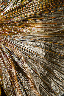 Sia ferox - wing details A specimen of Sia Verox, the Bulldog Raspy Cricket.

An insect remarkable in a few ways...

1. It is very large, this one measuring 10 cm from abdomen to head.

2. Despite its size, it's surprisingly rare. In the wild, it probably isn't uncommon, just hard to see. By day they hide in a burrow, whilst at night they hunt on the forest floor deeply into rain forests. This may explain why there are so few reports.

3. Perhaps its most remarkable trait is that it's considerably higher on the food chain compared to most crickets. This cricket is large, fast and predatory. It tends to take on mid-sized insects, about half its size, but doesn't shy away from taking on giant arthropods, including tarantula. It's most formidable weapon are the mandibles.

https://www.youtube.com/watch?v=axRDs9F8U4s

This insect had some TV fame from Discovery's "Bug Wars", yet I hate their sensationalized staged gladiotor fights, so won't link to it.

https://www.jungledragon.com/image/110146/sia_ferox.html
https://www.jungledragon.com/image/110149/sia_ferox_-_details.html
https://www.jungledragon.com/image/110144/sia_ferox_-_mid_body.html
https://www.jungledragon.com/image/110147/sia_ferox_-_abdomen.html
https://www.jungledragon.com/image/110145/sia_ferox_-_wing_detail.html
https://www.jungledragon.com/image/110148/sia_ferox_-_wing_details.html
https://www.jungledragon.com/image/110142/sia_ferox_-_mandibles.html
https://www.jungledragon.com/image/110143/sia_ferox_-_frontal.html
https://www.jungledragon.com/image/110150/sia_ferox_-_upper_body.html Bulldog Raspy Cricket,Extreme Macro,Sia ferox