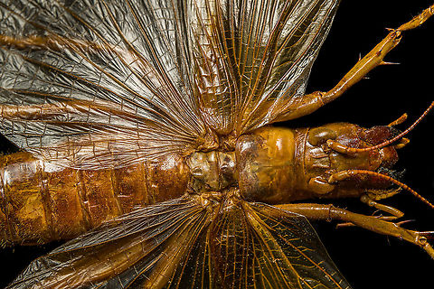 Sia ferox - details A specimen of Sia Verox, the Bulldog Raspy Cricket.

An insect remarkable in a few ways...

1. It is very large, this one measuring 10 cm from abdomen to head.

2. Despite its size, it's surprisingly rare. In the wild, it probably isn't uncommon, just hard to see. By day they hide in a burrow, whilst at night they hunt on the forest floor deeply into rain forests. This may explain why there are so few reports.

3. Perhaps its most remarkable trait is that it's considerably higher on the food chain compared to most crickets. This cricket is large, fast and predatory. It tends to take on mid-sized insects, about half its size, but doesn't shy away from taking on giant arthropods, including tarantula. It's most formidable weapon are the mandibles.

https://www.youtube.com/watch?v=axRDs9F8U4s

This insect had some TV fame from Discovery's "Bug Wars", yet I hate their sensationalized staged gladiotor fights, so won't link to it.

https://www.jungledragon.com/image/110146/sia_ferox.html
https://www.jungledragon.com/image/110149/sia_ferox_-_details.html
https://www.jungledragon.com/image/110144/sia_ferox_-_mid_body.html
https://www.jungledragon.com/image/110147/sia_ferox_-_abdomen.html
https://www.jungledragon.com/image/110145/sia_ferox_-_wing_detail.html
https://www.jungledragon.com/image/110148/sia_ferox_-_wing_details.html
https://www.jungledragon.com/image/110142/sia_ferox_-_mandibles.html
https://www.jungledragon.com/image/110143/sia_ferox_-_frontal.html
https://www.jungledragon.com/image/110150/sia_ferox_-_upper_body.html Bulldog Raspy Cricket,Extreme Macro,Sia ferox