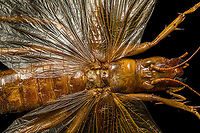 Sia ferox - details A specimen of Sia Verox, the Bulldog Raspy Cricket.<br />
<br />
An insect remarkable in a few ways...<br />
<br />
1. It is very large, this one measuring 10 cm from abdomen to head.<br />
<br />
2. Despite its size, it's surprisingly rare. In the wild, it probably isn't uncommon, just hard to see. By day they hide in a burrow, whilst at night they hunt on the forest floor deeply into rain forests. This may explain why there are so few reports.<br />
<br />
3. Perhaps its most remarkable trait is that it's considerably higher on the food chain compared to most crickets. This cricket is large, fast and predatory. It tends to take on mid-sized insects, about half its size, but doesn't shy away from taking on giant arthropods, including tarantula. It's most formidable weapon are the mandibles.<br />
<br />
https://www.youtube.com/watch?v=axRDs9F8U4s<br />
<br />
This insect had some TV fame from Discovery's "Bug Wars", yet I hate their sensationalized staged gladiotor fights, so won't link to it.<br />
<br />
https://www.jungledragon.com/image/110146/sia_ferox.html<br />
https://www.jungledragon.com/image/110149/sia_ferox_-_details.html<br />
https://www.jungledragon.com/image/110144/sia_ferox_-_mid_body.html<br />
https://www.jungledragon.com/image/110147/sia_ferox_-_abdomen.html<br />
https://www.jungledragon.com/image/110145/sia_ferox_-_wing_detail.html<br />
https://www.jungledragon.com/image/110148/sia_ferox_-_wing_details.html<br />
https://www.jungledragon.com/image/110142/sia_ferox_-_mandibles.html<br />
https://www.jungledragon.com/image/110143/sia_ferox_-_frontal.html<br />
https://www.jungledragon.com/image/110150/sia_ferox_-_upper_body.html Bulldog Raspy Cricket,Extreme Macro,Sia ferox