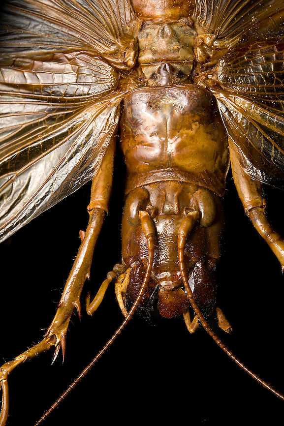 Sia ferox - upper body A specimen of Sia Verox, the Bulldog Raspy Cricket.<br />
<br />
An insect remarkable in a few ways...<br />
<br />
1. It is very large, this one measuring 10 cm from abdomen to head.<br />
<br />
2. Despite its size, it's surprisingly rare. In the wild, it probably isn't uncommon, just hard to see. By day they hide in a burrow, whilst at night they hunt on the forest floor deeply into rain forests. This may explain why there are so few reports.<br />
<br />
3. Perhaps its most remarkable trait is that it's considerably higher on the food chain compared to most crickets. This cricket is large, fast and predatory. It tends to take on mid-sized insects, about half its size, but doesn't shy away from taking on giant arthropods, including tarantula. It's most formidable weapon are the mandibles.<br />
<br />
<section class="video"><iframe width="448" height="282" src="https://www.youtube-nocookie.com/embed/axRDs9F8U4s?hd=1&autoplay=0&rel=0" frameborder="0" allowfullscreen></iframe></section><br />
<br />
This insect had some TV fame from Discovery's "Bug Wars", yet I hate their sensationalized staged gladiotor fights, so won't link to it.<br />
<br />
<figure class="photo"><a href="https://www.jungledragon.com/image/110146/sia_ferox.html" title="Sia ferox"><img src="https://s3.amazonaws.com/media.jungledragon.com/images/2/110146_thumb.jpg?AWSAccessKeyId=05GMT0V3GWVNE7GGM1R2&Expires=1769040010&Signature=4wdjaGWd40coxTX2bYcGyzG99zE%3D" width="116" height="152" alt="Sia ferox A specimen of Sia Verox, the Bulldog Raspy Cricket.<br />
<br />
An insect remarkable in a few ways...<br />
<br />
1. It is very large, this one measuring 10 cm from abdomen to head.<br />
<br />
2. Despite its size, it's surprisingly rare. In the wild, it probably isn't uncommon, just hard to see. By day they hide in a burrow, whilst at night they hunt on the forest floor deeply into rain forests. This may explain why there are so few reports.<br />
<br />
3. Perhaps its most remarkable trait is that it's considerably higher on the food chain compared to most crickets. This cricket is large, fast and predatory. It tends to take on mid-sized insects, about half its size, but doesn't shy away from taking on giant arthropods, including tarantula. It's most formidable weapon are the mandibles.<br />
<br />
https://www.youtube.com/watch?v=axRDs9F8U4s<br />
<br />
This insect had some TV fame from Discovery's "Bug Wars", yet I hate their sensationalized staged gladiotor fights, so won't link to it.<br />
<br />
https://www.jungledragon.com/image/110146/sia_ferox.html<br />
https://www.jungledragon.com/image/110149/sia_ferox_-_details.html<br />
https://www.jungledragon.com/image/110144/sia_ferox_-_mid_body.html<br />
https://www.jungledragon.com/image/110147/sia_ferox_-_abdomen.html<br />
https://www.jungledragon.com/image/110145/sia_ferox_-_wing_detail.html<br />
https://www.jungledragon.com/image/110148/sia_ferox_-_wing_details.html<br />
https://www.jungledragon.com/image/110142/sia_ferox_-_mandibles.html<br />
https://www.jungledragon.com/image/110143/sia_ferox_-_frontal.html<br />
https://www.jungledragon.com/image/110150/sia_ferox_-_upper_body.html Extreme Macro,Sia Verox,Sia ferox" /></a></figure><br />
<figure class="photo"><a href="https://www.jungledragon.com/image/110149/sia_ferox_-_details.html" title="Sia ferox - details"><img src="https://s3.amazonaws.com/media.jungledragon.com/images/2/110149_thumb.jpg?AWSAccessKeyId=05GMT0V3GWVNE7GGM1R2&Expires=1769040010&Signature=6zqWklG5bvutF3YTBAk0UNc1ozU%3D" width="200" height="134" alt="Sia ferox - details A specimen of Sia Verox, the Bulldog Raspy Cricket.<br />
<br />
An insect remarkable in a few ways...<br />
<br />
1. It is very large, this one measuring 10 cm from abdomen to head.<br />
<br />
2. Despite its size, it's surprisingly rare. In the wild, it probably isn't uncommon, just hard to see. By day they hide in a burrow, whilst at night they hunt on the forest floor deeply into rain forests. This may explain why there are so few reports.<br />
<br />
3. Perhaps its most remarkable trait is that it's considerably higher on the food chain compared to most crickets. This cricket is large, fast and predatory. It tends to take on mid-sized insects, about half its size, but doesn't shy away from taking on giant arthropods, including tarantula. It's most formidable weapon are the mandibles.<br />
<br />
https://www.youtube.com/watch?v=axRDs9F8U4s<br />
<br />
This insect had some TV fame from Discovery's "Bug Wars", yet I hate their sensationalized staged gladiotor fights, so won't link to it.<br />
<br />
https://www.jungledragon.com/image/110146/sia_ferox.html<br />
https://www.jungledragon.com/image/110149/sia_ferox_-_details.html<br />
https://www.jungledragon.com/image/110144/sia_ferox_-_mid_body.html<br />
https://www.jungledragon.com/image/110147/sia_ferox_-_abdomen.html<br />
https://www.jungledragon.com/image/110145/sia_ferox_-_wing_detail.html<br />
https://www.jungledragon.com/image/110148/sia_ferox_-_wing_details.html<br />
https://www.jungledragon.com/image/110142/sia_ferox_-_mandibles.html<br />
https://www.jungledragon.com/image/110143/sia_ferox_-_frontal.html<br />
https://www.jungledragon.com/image/110150/sia_ferox_-_upper_body.html Bulldog Raspy Cricket,Extreme Macro,Sia ferox" /></a></figure><br />
<figure class="photo"><a href="https://www.jungledragon.com/image/110144/sia_ferox_-_mid_body.html" title="Sia ferox - mid body"><img src="https://s3.amazonaws.com/media.jungledragon.com/images/2/110144_thumb.jpg?AWSAccessKeyId=05GMT0V3GWVNE7GGM1R2&Expires=1769040010&Signature=4baOqJTF%2B9dhz5iWtK4Z%2FL3DLQw%3D" width="200" height="136" alt="Sia ferox - mid body A specimen of Sia Verox, the Bulldog Raspy Cricket.<br />
<br />
An insect remarkable in a few ways...<br />
<br />
1. It is very large, this one measuring 10 cm from abdomen to head.<br />
<br />
2. Despite its size, it's surprisingly rare. In the wild, it probably isn't uncommon, just hard to see. By day they hide in a burrow, whilst at night they hunt on the forest floor deeply into rain forests. This may explain why there are so few reports.<br />
<br />
3. Perhaps its most remarkable trait is that it's considerably higher on the food chain compared to most crickets. This cricket is large, fast and predatory. It tends to take on mid-sized insects, about half its size, but doesn't shy away from taking on giant arthropods, including tarantula. It's most formidable weapon are the mandibles.<br />
<br />
https://www.youtube.com/watch?v=axRDs9F8U4s<br />
<br />
This insect had some TV fame from Discovery's "Bug Wars", yet I hate their sensationalized staged gladiotor fights, so won't link to it.<br />
<br />
https://www.jungledragon.com/image/110146/sia_ferox.html<br />
https://www.jungledragon.com/image/110149/sia_ferox_-_details.html<br />
https://www.jungledragon.com/image/110144/sia_ferox_-_mid_body.html<br />
https://www.jungledragon.com/image/110147/sia_ferox_-_abdomen.html<br />
https://www.jungledragon.com/image/110145/sia_ferox_-_wing_detail.html<br />
https://www.jungledragon.com/image/110148/sia_ferox_-_wing_details.html<br />
https://www.jungledragon.com/image/110142/sia_ferox_-_mandibles.html<br />
https://www.jungledragon.com/image/110143/sia_ferox_-_frontal.html<br />
https://www.jungledragon.com/image/110150/sia_ferox_-_upper_body.html Bulldog Raspy Cricket,Extreme Macro,Sia ferox" /></a></figure><br />
<figure class="photo"><a href="https://www.jungledragon.com/image/110147/sia_ferox_-_abdomen.html" title="Sia ferox - abdomen"><img src="https://s3.amazonaws.com/media.jungledragon.com/images/2/110147_thumb.jpg?AWSAccessKeyId=05GMT0V3GWVNE7GGM1R2&Expires=1769040010&Signature=cFnZXZQB8mPqMMJlP8oDWl1ImMA%3D" width="200" height="134" alt="Sia ferox - abdomen A specimen of Sia Verox, the Bulldog Raspy Cricket.<br />
<br />
An insect remarkable in a few ways...<br />
<br />
1. It is very large, this one measuring 10 cm from abdomen to head.<br />
<br />
2. Despite its size, it's surprisingly rare. In the wild, it probably isn't uncommon, just hard to see. By day they hide in a burrow, whilst at night they hunt on the forest floor deeply into rain forests. This may explain why there are so few reports.<br />
<br />
3. Perhaps its most remarkable trait is that it's considerably higher on the food chain compared to most crickets. This cricket is large, fast and predatory. It tends to take on mid-sized insects, about half its size, but doesn't shy away from taking on giant arthropods, including tarantula. It's most formidable weapon are the mandibles.<br />
<br />
https://www.youtube.com/watch?v=axRDs9F8U4s<br />
<br />
This insect had some TV fame from Discovery's "Bug Wars", yet I hate their sensationalized staged gladiotor fights, so won't link to it.<br />
<br />
https://www.jungledragon.com/image/110146/sia_ferox.html<br />
https://www.jungledragon.com/image/110149/sia_ferox_-_details.html<br />
https://www.jungledragon.com/image/110144/sia_ferox_-_mid_body.html<br />
https://www.jungledragon.com/image/110147/sia_ferox_-_abdomen.html<br />
https://www.jungledragon.com/image/110145/sia_ferox_-_wing_detail.html<br />
https://www.jungledragon.com/image/110148/sia_ferox_-_wing_details.html<br />
https://www.jungledragon.com/image/110142/sia_ferox_-_mandibles.html<br />
https://www.jungledragon.com/image/110143/sia_ferox_-_frontal.html<br />
https://www.jungledragon.com/image/110150/sia_ferox_-_upper_body.html Bulldog Raspy Cricket,Extreme Macro,Sia ferox" /></a></figure><br />
<figure class="photo"><a href="https://www.jungledragon.com/image/110145/sia_ferox_-_wing_detail.html" title="Sia ferox - wing detail"><img src="https://s3.amazonaws.com/media.jungledragon.com/images/2/110145_thumb.jpg?AWSAccessKeyId=05GMT0V3GWVNE7GGM1R2&Expires=1769040010&Signature=picukf%2BnrCDWrhuLUR70dDTcvk8%3D" width="200" height="180" alt="Sia ferox - wing detail A specimen of Sia Verox, the Bulldog Raspy Cricket.<br />
<br />
An insect remarkable in a few ways...<br />
<br />
1. It is very large, this one measuring 10 cm from abdomen to head.<br />
<br />
2. Despite its size, it's surprisingly rare. In the wild, it probably isn't uncommon, just hard to see. By day they hide in a burrow, whilst at night they hunt on the forest floor deeply into rain forests. This may explain why there are so few reports.<br />
<br />
3. Perhaps its most remarkable trait is that it's considerably higher on the food chain compared to most crickets. This cricket is large, fast and predatory. It tends to take on mid-sized insects, about half its size, but doesn't shy away from taking on giant arthropods, including tarantula. It's most formidable weapon are the mandibles.<br />
<br />
https://www.youtube.com/watch?v=axRDs9F8U4s<br />
<br />
This insect had some TV fame from Discovery's "Bug Wars", yet I hate their sensationalized staged gladiotor fights, so won't link to it.<br />
<br />
https://www.jungledragon.com/image/110146/sia_ferox.html<br />
https://www.jungledragon.com/image/110149/sia_ferox_-_details.html<br />
https://www.jungledragon.com/image/110144/sia_ferox_-_mid_body.html<br />
https://www.jungledragon.com/image/110147/sia_ferox_-_abdomen.html<br />
https://www.jungledragon.com/image/110145/sia_ferox_-_wing_detail.html<br />
https://www.jungledragon.com/image/110148/sia_ferox_-_wing_details.html<br />
https://www.jungledragon.com/image/110142/sia_ferox_-_mandibles.html<br />
https://www.jungledragon.com/image/110143/sia_ferox_-_frontal.html<br />
https://www.jungledragon.com/image/110150/sia_ferox_-_upper_body.html Bulldog Raspy Cricket,Extreme Macro,Sia ferox" /></a></figure><br />
<figure class="photo"><a href="https://www.jungledragon.com/image/110148/sia_ferox_-_wing_details.html" title="Sia ferox - wing details"><img src="https://s3.amazonaws.com/media.jungledragon.com/images/2/110148_thumb.jpg?AWSAccessKeyId=05GMT0V3GWVNE7GGM1R2&Expires=1769040010&Signature=kne1wcvMLC3PilSv1cOZo9gJHPE%3D" width="102" height="152" alt="Sia ferox - wing details A specimen of Sia Verox, the Bulldog Raspy Cricket.<br />
<br />
An insect remarkable in a few ways...<br />
<br />
1. It is very large, this one measuring 10 cm from abdomen to head.<br />
<br />
2. Despite its size, it's surprisingly rare. In the wild, it probably isn't uncommon, just hard to see. By day they hide in a burrow, whilst at night they hunt on the forest floor deeply into rain forests. This may explain why there are so few reports.<br />
<br />
3. Perhaps its most remarkable trait is that it's considerably higher on the food chain compared to most crickets. This cricket is large, fast and predatory. It tends to take on mid-sized insects, about half its size, but doesn't shy away from taking on giant arthropods, including tarantula. It's most formidable weapon are the mandibles.<br />
<br />
https://www.youtube.com/watch?v=axRDs9F8U4s<br />
<br />
This insect had some TV fame from Discovery's "Bug Wars", yet I hate their sensationalized staged gladiotor fights, so won't link to it.<br />
<br />
https://www.jungledragon.com/image/110146/sia_ferox.html<br />
https://www.jungledragon.com/image/110149/sia_ferox_-_details.html<br />
https://www.jungledragon.com/image/110144/sia_ferox_-_mid_body.html<br />
https://www.jungledragon.com/image/110147/sia_ferox_-_abdomen.html<br />
https://www.jungledragon.com/image/110145/sia_ferox_-_wing_detail.html<br />
https://www.jungledragon.com/image/110148/sia_ferox_-_wing_details.html<br />
https://www.jungledragon.com/image/110142/sia_ferox_-_mandibles.html<br />
https://www.jungledragon.com/image/110143/sia_ferox_-_frontal.html<br />
https://www.jungledragon.com/image/110150/sia_ferox_-_upper_body.html Bulldog Raspy Cricket,Extreme Macro,Sia ferox" /></a></figure><br />
<figure class="photo"><a href="https://www.jungledragon.com/image/110142/sia_ferox_-_mandibles.html" title="Sia ferox - mandibles"><img src="https://s3.amazonaws.com/media.jungledragon.com/images/2/110142_thumb.jpg?AWSAccessKeyId=05GMT0V3GWVNE7GGM1R2&Expires=1769040010&Signature=QBdn%2BNV6Y1o0PkxmTryAiN5%2B4Rk%3D" width="200" height="132" alt="Sia ferox - mandibles A specimen of Sia Verox, the Bulldog Raspy Cricket.<br />
<br />
An insect remarkable in a few ways...<br />
<br />
1. It is very large, this one measuring 10 cm from abdomen to head.<br />
<br />
2. Despite its size, it's surprisingly rare. In the wild, it probably isn't uncommon, just hard to see. By day they hide in a burrow, whilst at night they hunt on the forest floor deeply into rain forests. This may explain why there are so few reports.<br />
<br />
3. Perhaps its most remarkable trait is that it's considerably higher on the food chain compared to most crickets. This cricket is large, fast and predatory. It tends to take on mid-sized insects, about half its size, but doesn't shy away from taking on giant arthropods, including tarantula. It's most formidable weapon are the mandibles.<br />
<br />
https://www.youtube.com/watch?v=axRDs9F8U4s<br />
<br />
This insect had some TV fame from Discovery's "Bug Wars", yet I hate their sensationalized staged gladiotor fights, so won't link to it.<br />
<br />
https://www.jungledragon.com/image/110146/sia_ferox.html<br />
https://www.jungledragon.com/image/110149/sia_ferox_-_details.html<br />
https://www.jungledragon.com/image/110144/sia_ferox_-_mid_body.html<br />
https://www.jungledragon.com/image/110147/sia_ferox_-_abdomen.html<br />
https://www.jungledragon.com/image/110145/sia_ferox_-_wing_detail.html<br />
https://www.jungledragon.com/image/110148/sia_ferox_-_wing_details.html<br />
https://www.jungledragon.com/image/110142/sia_ferox_-_mandibles.html<br />
https://www.jungledragon.com/image/110143/sia_ferox_-_frontal.html<br />
https://www.jungledragon.com/image/110150/sia_ferox_-_upper_body.html Bulldog Raspy Cricket,Extreme Macro,Sia ferox" /></a></figure><br />
<figure class="photo"><a href="https://www.jungledragon.com/image/110143/sia_ferox_-_frontal.html" title="Sia ferox - frontal"><img src="https://s3.amazonaws.com/media.jungledragon.com/images/2/110143_thumb.jpg?AWSAccessKeyId=05GMT0V3GWVNE7GGM1R2&Expires=1769040010&Signature=%2FA9W%2FKZd6oref1RdCp01ohtti0s%3D" width="200" height="136" alt="Sia ferox - frontal A specimen of Sia Verox, the Bulldog Raspy Cricket.<br />
<br />
An insect remarkable in a few ways...<br />
<br />
1. It is very large, this one measuring 10 cm from abdomen to head.<br />
<br />
2. Despite its size, it's surprisingly rare. In the wild, it probably isn't uncommon, just hard to see. By day they hide in a burrow, whilst at night they hunt on the forest floor deeply into rain forests. This may explain why there are so few reports.<br />
<br />
3. Perhaps its most remarkable trait is that it's considerably higher on the food chain compared to most crickets. This cricket is large, fast and predatory. It tends to take on mid-sized insects, about half its size, but doesn't shy away from taking on giant arthropods, including tarantula. It's most formidable weapon are the mandibles.<br />
<br />
https://www.youtube.com/watch?v=axRDs9F8U4s<br />
<br />
This insect had some TV fame from Discovery's "Bug Wars", yet I hate their sensationalized staged gladiotor fights, so won't link to it.<br />
<br />
https://www.jungledragon.com/image/110146/sia_ferox.html<br />
https://www.jungledragon.com/image/110149/sia_ferox_-_details.html<br />
https://www.jungledragon.com/image/110144/sia_ferox_-_mid_body.html<br />
https://www.jungledragon.com/image/110147/sia_ferox_-_abdomen.html<br />
https://www.jungledragon.com/image/110145/sia_ferox_-_wing_detail.html<br />
https://www.jungledragon.com/image/110148/sia_ferox_-_wing_details.html<br />
https://www.jungledragon.com/image/110142/sia_ferox_-_mandibles.html<br />
https://www.jungledragon.com/image/110143/sia_ferox_-_frontal.html<br />
https://www.jungledragon.com/image/110150/sia_ferox_-_upper_body.html Bulldog Raspy Cricket,Extreme Macro,Sia ferox" /></a></figure><br />
<figure class="photo"><a href="https://www.jungledragon.com/image/110150/sia_ferox_-_upper_body.html" title="Sia ferox - upper body"><img src="https://s3.amazonaws.com/media.jungledragon.com/images/2/110150_thumb.jpg?AWSAccessKeyId=05GMT0V3GWVNE7GGM1R2&Expires=1769040010&Signature=EYP7X4MvqYCZ9yGCj6iEA5aksAE%3D" width="102" height="152" alt="Sia ferox - upper body A specimen of Sia Verox, the Bulldog Raspy Cricket.<br />
<br />
An insect remarkable in a few ways...<br />
<br />
1. It is very large, this one measuring 10 cm from abdomen to head.<br />
<br />
2. Despite its size, it's surprisingly rare. In the wild, it probably isn't uncommon, just hard to see. By day they hide in a burrow, whilst at night they hunt on the forest floor deeply into rain forests. This may explain why there are so few reports.<br />
<br />
3. Perhaps its most remarkable trait is that it's considerably higher on the food chain compared to most crickets. This cricket is large, fast and predatory. It tends to take on mid-sized insects, about half its size, but doesn't shy away from taking on giant arthropods, including tarantula. It's most formidable weapon are the mandibles.<br />
<br />
https://www.youtube.com/watch?v=axRDs9F8U4s<br />
<br />
This insect had some TV fame from Discovery's "Bug Wars", yet I hate their sensationalized staged gladiotor fights, so won't link to it.<br />
<br />
https://www.jungledragon.com/image/110146/sia_ferox.html<br />
https://www.jungledragon.com/image/110149/sia_ferox_-_details.html<br />
https://www.jungledragon.com/image/110144/sia_ferox_-_mid_body.html<br />
https://www.jungledragon.com/image/110147/sia_ferox_-_abdomen.html<br />
https://www.jungledragon.com/image/110145/sia_ferox_-_wing_detail.html<br />
https://www.jungledragon.com/image/110148/sia_ferox_-_wing_details.html<br />
https://www.jungledragon.com/image/110142/sia_ferox_-_mandibles.html<br />
https://www.jungledragon.com/image/110143/sia_ferox_-_frontal.html<br />
https://www.jungledragon.com/image/110150/sia_ferox_-_upper_body.html Bulldog Raspy Cricket,Extreme Macro,Sia ferox" /></a></figure> Bulldog Raspy Cricket,Extreme Macro,Sia ferox