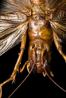 Sia ferox - upper body A specimen of Sia Verox, the Bulldog Raspy Cricket.

An insect remarkable in a few ways...

1. It is very large, this one measuring 10 cm from abdomen to head.

2. Despite its size, it's surprisingly rare. In the wild, it probably isn't uncommon, just hard to see. By day they hide in a burrow, whilst at night they hunt on the forest floor deeply into rain forests. This may explain why there are so few reports.

3. Perhaps its most remarkable trait is that it's considerably higher on the food chain compared to most crickets. This cricket is large, fast and predatory. It tends to take on mid-sized insects, about half its size, but doesn't shy away from taking on giant arthropods, including tarantula. It's most formidable weapon are the mandibles.

https://www.youtube.com/watch?v=axRDs9F8U4s

This insect had some TV fame from Discovery's "Bug Wars", yet I hate their sensationalized staged gladiotor fights, so won't link to it.

https://www.jungledragon.com/image/110146/sia_ferox.html
https://www.jungledragon.com/image/110149/sia_ferox_-_details.html
https://www.jungledragon.com/image/110144/sia_ferox_-_mid_body.html
https://www.jungledragon.com/image/110147/sia_ferox_-_abdomen.html
https://www.jungledragon.com/image/110145/sia_ferox_-_wing_detail.html
https://www.jungledragon.com/image/110148/sia_ferox_-_wing_details.html
https://www.jungledragon.com/image/110142/sia_ferox_-_mandibles.html
https://www.jungledragon.com/image/110143/sia_ferox_-_frontal.html
https://www.jungledragon.com/image/110150/sia_ferox_-_upper_body.html Bulldog Raspy Cricket,Extreme Macro,Sia ferox