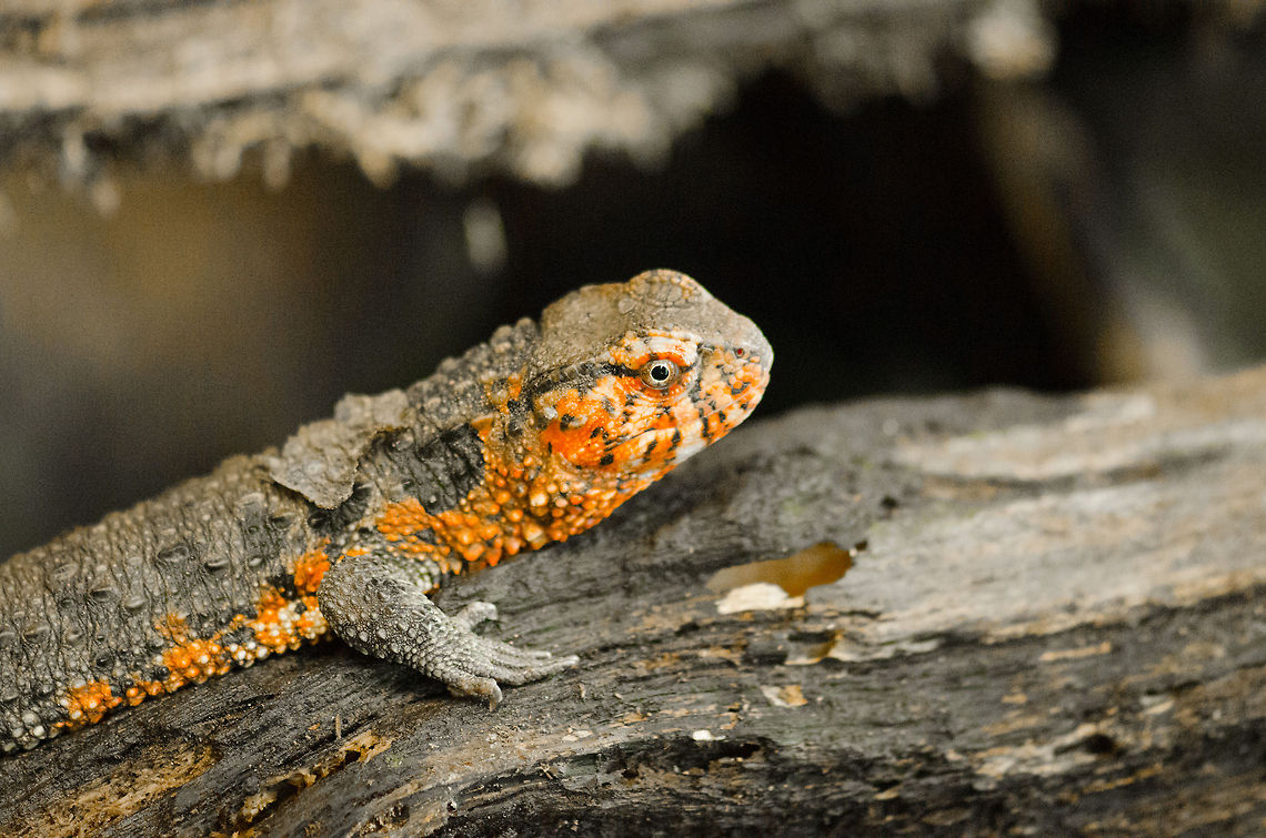 Chinese crocodile lizard at Antwerp zoo Quite a rare lizard this beauty is, less than a 1,000 individuals left, and very little is known about them. Antwerpen,Chinese crocodile lizard,Shinisaurus crocodilurus
