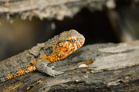 Chinese crocodile lizard