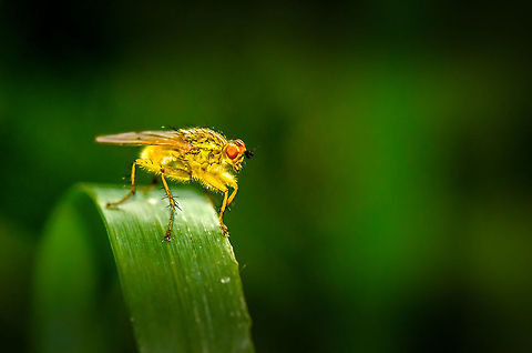 Golden Knight Captured yesterday on an evening walk. Yellow by itself, the evening sun strengthened its shiny armor into a golden streak. Hence, the golden dung fly. Geotagged,Heeswijk,Macro,Scathophaga stercoraria,The Netherlands
