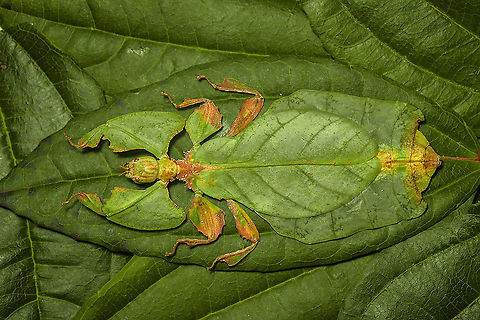 Phyllium Giganteum - Giant Walking Leaf I got many more angles and closeups to share later, but here's a first body shot of a specimen of Phyllium Giganteum. 

The leafs are from our garden, not neccesarily the ones it is found on in the wild. Needless to say, the camouflage of this insect is extremely convincing, even more so if you consider it would typically be found in dense forests. 

Ironically, it feeds on leafs itself, and may sometimes get a bite out of itself by unsuspecting other leaf feeders. When it is under attack, intentionally or not, it generally plays dead. It doesn't have the speed to escape and stays within character until the very end.

Having worked with this specimen for a day, I just can't get over how flat it is. Phyllium giganteum