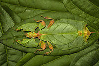 Phyllium Giganteum - Giant Walking Leaf I got many more angles and closeups to share later, but here's a first body shot of a specimen of Phyllium Giganteum. <br />
<br />
The leafs are from our garden, not neccesarily the ones it is found on in the wild. Needless to say, the camouflage of this insect is extremely convincing, even more so if you consider it would typically be found in dense forests. <br />
<br />
Ironically, it feeds on leafs itself, and may sometimes get a bite out of itself by unsuspecting other leaf feeders. When it is under attack, intentionally or not, it generally plays dead. It doesn't have the speed to escape and stays within character until the very end.<br />
<br />
Having worked with this specimen for a day, I just can't get over how flat it is. Phyllium giganteum