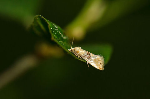Cochylimorpha sp., Heeswijk, Netherlands  Geotagged,Heeswijk,Macro,The Netherlands