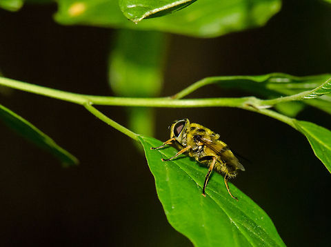 Myathropa florea on leaf in Heeswijk  Geotagged,Heeswijk,Macro,Myathropa florea,The Netherlands