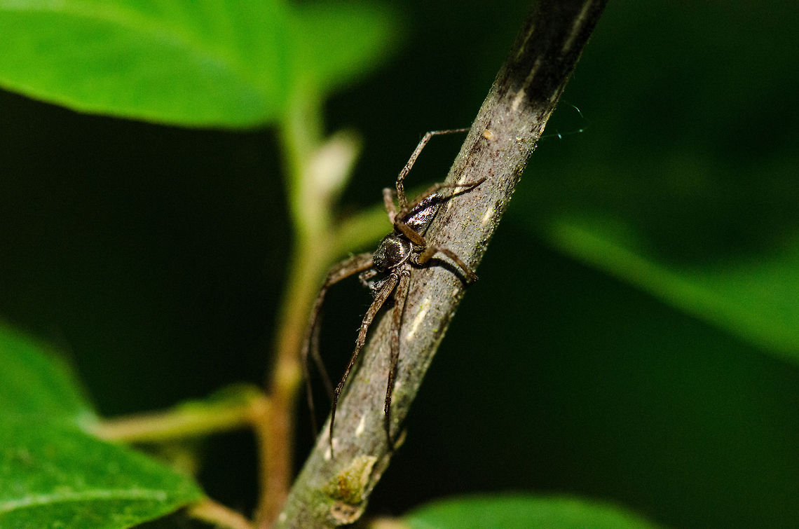 Philodromus aureolus (male) My theory for now is that this is a Philodromus aureolus. The long front legs compared to its shorted hind legs suggest that this may be a Small huntsman or running crab spider. Within that group, this species seems to be matching:<br />
<br />
<a href="http://ednieuw.home.xs4all.nl/Spiders/Philodromidae/Philodromus_aureolus_D4800.jpg" rel="nofollow">http://ednieuw.home.xs4all.nl/Spiders/Philodromidae/Philodromus_aureolus_D4800.jpg</a><br />
<br />
It has the brown legs, black body, and specifically a body with a greenish/purplish reflection. Heeswijk,Macro,Philodromus aureolus