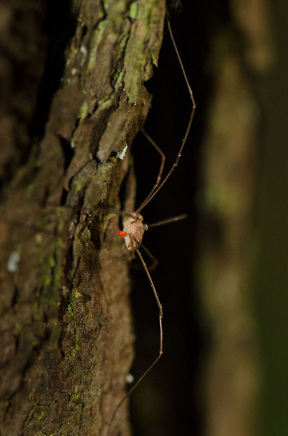 Rilaena triangularis side view Side view of a Rilaena triangularis harvestman (educated guess). Their range of eye sight surprised me. I always thought spiders had poor eye sight as it comes to range, yet this species was very nervous every time I moved, even when I thought I was out of range.<br />
<br />
I care about such details in behavior because it allows one to come closer to the subject. Geotagged,Heeswijk,Macro,Opiliones,Phalangidae,Rilaena,Rilaena triangularis,The Netherlands