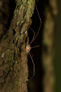 Rilaena triangularis side view Side view of a Rilaena triangularis harvestman (educated guess). Their range of eye sight surprised me. I always thought spiders had poor eye sight as it comes to range, yet this species was very nervous every time I moved, even when I thought I was out of range.

I care about such details in behavior because it allows one to come closer to the subject. Geotagged,Heeswijk,Macro,Opiliones,Phalangidae,Rilaena,Rilaena triangularis,The Netherlands