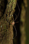 Rilaena triangularis side view Side view of a Rilaena triangularis harvestman (educated guess). Their range of eye sight surprised me. I always thought spiders had poor eye sight as it comes to range, yet this species was very nervous every time I moved, even when I thought I was out of range.<br />
<br />
I care about such details in behavior because it allows one to come closer to the subject. Geotagged,Heeswijk,Macro,Opiliones,Phalangidae,Rilaena,Rilaena triangularis,The Netherlands