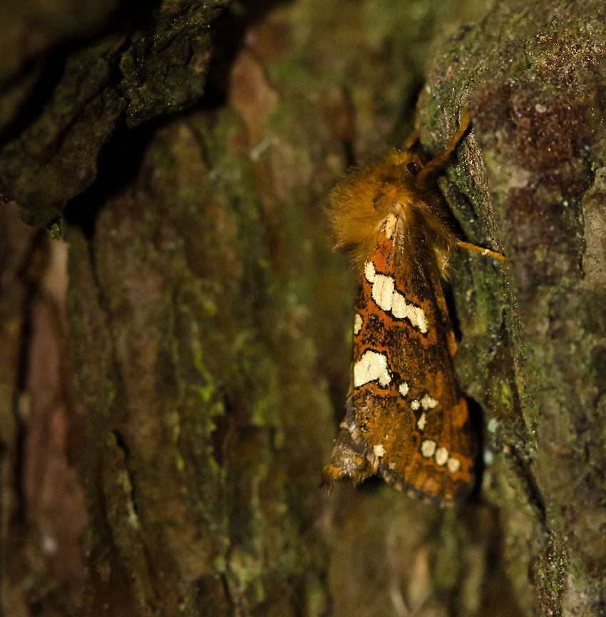 Dressed to impress When I spotted this moth on the bark of a tree, I couldn&#039;t help but think of it as a lady with big hair and a fancy dress. I had to sift through a lot of images to identify it, although apparently it is quite a common moth. Geotagged,Gold Swift,Heeswijk,Macro,Phymatopus hecta,The Netherlands