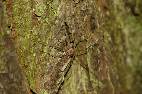 Rilaena triangularis harvestman on bark of tree I spotted it by its bright red egg sack (?) moving in the corner of my eye. This one is hard to get entirely in focus with a macro lens so I took a bit of a distance.
The identification as Opilio parietinus (corrected now to Rilaena triangularis) was an educated guess. Wikipedia mentions 2 species being extremely common in Western Europe, and this one seems to match the most out of the two. I could be entirely wrong though. Heeswijk,Macro,Opiliones,Phalangiidae,Rilaena,Rilaena triangularis
