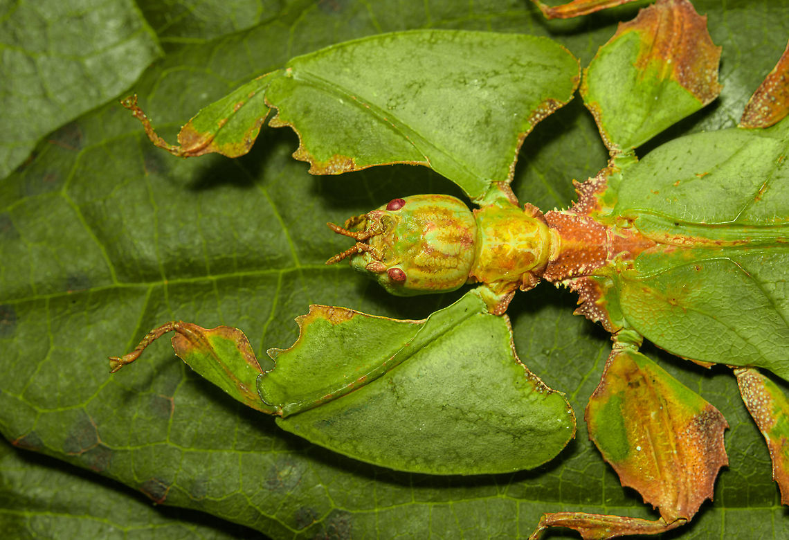 Phyllium Giganteum - Giant Walking Leaf - Upper body <figure class="photo"><a href="https://www.jungledragon.com/image/110255/phyllium_giganteum_-_giant_walking_leaf.html" title="Phyllium Giganteum - Giant Walking Leaf"><img src="https://s3.amazonaws.com/media.jungledragon.com/images/2/110255_thumb.jpg?AWSAccessKeyId=05GMT0V3GWVNE7GGM1R2&Expires=1767225610&Signature=vM5y0bKAOtgslXptlZSp%2F7EO2rg%3D" width="200" height="134" alt="Phyllium Giganteum - Giant Walking Leaf I got many more angles and closeups to share later, but here&#039;s a first body shot of a specimen of Phyllium Giganteum. <br />
<br />
The leafs are from our garden, not neccesarily the ones it is found on in the wild. Needless to say, the camouflage of this insect is extremely convincing, even more so if you consider it would typically be found in dense forests. <br />
<br />
Ironically, it feeds on leafs itself, and may sometimes get a bite out of itself by unsuspecting other leaf feeders. When it is under attack, intentionally or not, it generally plays dead. It doesn&#039;t have the speed to escape and stays within character until the very end.<br />
<br />
Having worked with this specimen for a day, I just can&#039;t get over how flat it is. Phyllium giganteum" /></a></figure><br />
<figure class="photo"><a href="https://www.jungledragon.com/image/110412/phyllium_giganteum_-_giant_walking_leaf_-_upper_body.html" title="Phyllium Giganteum - Giant Walking Leaf - Upper body"><img src="https://s3.amazonaws.com/media.jungledragon.com/images/2/110412_thumb.jpg?AWSAccessKeyId=05GMT0V3GWVNE7GGM1R2&Expires=1767225610&Signature=CKT%2BTwL06PXUup0Nxv59Qjz8Mwc%3D" width="200" height="138" alt="Phyllium Giganteum - Giant Walking Leaf - Upper body https://www.jungledragon.com/image/110255/phyllium_giganteum_-_giant_walking_leaf.html<br />
https://www.jungledragon.com/image/110412/phyllium_giganteum_-_giant_walking_leaf_-_upper_body.html<br />
https://www.jungledragon.com/image/110413/phyllium_giganteum_-_giant_walking_leaf_-_upper_body_2.html<br />
https://www.jungledragon.com/image/110414/phyllium_giganteum_-_giant_walking_leaf_-_abdomen.html<br />
https://www.jungledragon.com/image/110415/phyllium_giganteum_-_giant_walking_leaf_-_mug_shot.html<br />
https://www.jungledragon.com/image/110416/phyllium_giganteum_-_giant_walking_leaf_-_abdomen_2.html<br />
https://www.jungledragon.com/image/110417/phyllium_giganteum_-_giant_walking_leaf_-_abdomen_3.html<br />
https://www.jungledragon.com/image/110418/phyllium_giganteum_-_giant_walking_leaf_-_side_view.html<br />
https://www.jungledragon.com/image/110419/phyllium_giganteum_-_giant_walking_leaf_-_upper_body_2.html<br />
https://www.jungledragon.com/image/110420/phyllium_giganteum_-_giant_walking_leaf_-_abdomen_4.html<br />
https://www.jungledragon.com/image/110421/phyllium_giganteum_-_giant_walking_leaf_-_side_view_2.html Extreme Macro,Giant Leaf Insect,Phyllium giganteum" /></a></figure><br />
<figure class="photo"><a href="https://www.jungledragon.com/image/110413/phyllium_giganteum_-_giant_walking_leaf_-_upper_body_2.html" title="Phyllium Giganteum - Giant Walking Leaf - Upper body 2"><img src="https://s3.amazonaws.com/media.jungledragon.com/images/2/110413_thumb.jpg?AWSAccessKeyId=05GMT0V3GWVNE7GGM1R2&Expires=1767225610&Signature=81toeFcDHAUCQikAPaxe44rhvzg%3D" width="200" height="134" alt="Phyllium Giganteum - Giant Walking Leaf - Upper body 2 https://www.jungledragon.com/image/110255/phyllium_giganteum_-_giant_walking_leaf.html<br />
https://www.jungledragon.com/image/110412/phyllium_giganteum_-_giant_walking_leaf_-_upper_body.html<br />
https://www.jungledragon.com/image/110413/phyllium_giganteum_-_giant_walking_leaf_-_upper_body_2.html<br />
https://www.jungledragon.com/image/110414/phyllium_giganteum_-_giant_walking_leaf_-_abdomen.html<br />
https://www.jungledragon.com/image/110415/phyllium_giganteum_-_giant_walking_leaf_-_mug_shot.html<br />
https://www.jungledragon.com/image/110416/phyllium_giganteum_-_giant_walking_leaf_-_abdomen_2.html<br />
https://www.jungledragon.com/image/110417/phyllium_giganteum_-_giant_walking_leaf_-_abdomen_3.html<br />
https://www.jungledragon.com/image/110418/phyllium_giganteum_-_giant_walking_leaf_-_side_view.html<br />
https://www.jungledragon.com/image/110419/phyllium_giganteum_-_giant_walking_leaf_-_upper_body_2.html<br />
https://www.jungledragon.com/image/110420/phyllium_giganteum_-_giant_walking_leaf_-_abdomen_4.html<br />
https://www.jungledragon.com/image/110421/phyllium_giganteum_-_giant_walking_leaf_-_side_view_2.html Extreme Macro,Giant Leaf Insect,Phyllium giganteum" /></a></figure><br />
<figure class="photo"><a href="https://www.jungledragon.com/image/110414/phyllium_giganteum_-_giant_walking_leaf_-_abdomen.html" title="Phyllium Giganteum - Giant Walking Leaf - Abdomen"><img src="https://s3.amazonaws.com/media.jungledragon.com/images/2/110414_thumb.jpg?AWSAccessKeyId=05GMT0V3GWVNE7GGM1R2&Expires=1767225610&Signature=UMQTkq40IdMT4OWKfpWhvgBsz7A%3D" width="200" height="154" alt="Phyllium Giganteum - Giant Walking Leaf - Abdomen https://www.jungledragon.com/image/110255/phyllium_giganteum_-_giant_walking_leaf.html<br />
https://www.jungledragon.com/image/110412/phyllium_giganteum_-_giant_walking_leaf_-_upper_body.html<br />
https://www.jungledragon.com/image/110413/phyllium_giganteum_-_giant_walking_leaf_-_upper_body_2.html<br />
https://www.jungledragon.com/image/110414/phyllium_giganteum_-_giant_walking_leaf_-_abdomen.html<br />
https://www.jungledragon.com/image/110415/phyllium_giganteum_-_giant_walking_leaf_-_mug_shot.html<br />
https://www.jungledragon.com/image/110416/phyllium_giganteum_-_giant_walking_leaf_-_abdomen_2.html<br />
https://www.jungledragon.com/image/110417/phyllium_giganteum_-_giant_walking_leaf_-_abdomen_3.html<br />
https://www.jungledragon.com/image/110418/phyllium_giganteum_-_giant_walking_leaf_-_side_view.html<br />
https://www.jungledragon.com/image/110419/phyllium_giganteum_-_giant_walking_leaf_-_upper_body_2.html<br />
https://www.jungledragon.com/image/110420/phyllium_giganteum_-_giant_walking_leaf_-_abdomen_4.html<br />
https://www.jungledragon.com/image/110421/phyllium_giganteum_-_giant_walking_leaf_-_side_view_2.html Extreme Macro,Giant Leaf Insect,Phyllium giganteum" /></a></figure><br />
<figure class="photo"><a href="https://www.jungledragon.com/image/110415/phyllium_giganteum_-_giant_walking_leaf_-_mug_shot.html" title="Phyllium Giganteum - Giant Walking Leaf - Mug shot"><img src="https://s3.amazonaws.com/media.jungledragon.com/images/2/110415_thumb.jpg?AWSAccessKeyId=05GMT0V3GWVNE7GGM1R2&Expires=1767225610&Signature=APIcFOI2bKx%2FkVcybTghXmSEcKg%3D" width="200" height="142" alt="Phyllium Giganteum - Giant Walking Leaf - Mug shot https://www.jungledragon.com/image/110255/phyllium_giganteum_-_giant_walking_leaf.html<br />
https://www.jungledragon.com/image/110412/phyllium_giganteum_-_giant_walking_leaf_-_upper_body.html<br />
https://www.jungledragon.com/image/110413/phyllium_giganteum_-_giant_walking_leaf_-_upper_body_2.html<br />
https://www.jungledragon.com/image/110414/phyllium_giganteum_-_giant_walking_leaf_-_abdomen.html<br />
https://www.jungledragon.com/image/110415/phyllium_giganteum_-_giant_walking_leaf_-_mug_shot.html<br />
https://www.jungledragon.com/image/110416/phyllium_giganteum_-_giant_walking_leaf_-_abdomen_2.html<br />
https://www.jungledragon.com/image/110417/phyllium_giganteum_-_giant_walking_leaf_-_abdomen_3.html<br />
https://www.jungledragon.com/image/110418/phyllium_giganteum_-_giant_walking_leaf_-_side_view.html<br />
https://www.jungledragon.com/image/110419/phyllium_giganteum_-_giant_walking_leaf_-_upper_body_2.html<br />
https://www.jungledragon.com/image/110420/phyllium_giganteum_-_giant_walking_leaf_-_abdomen_4.html<br />
https://www.jungledragon.com/image/110421/phyllium_giganteum_-_giant_walking_leaf_-_side_view_2.html Extreme Macro,Extreme Macro Portraits,Giant Leaf Insect,Phyllium giganteum" /></a></figure><br />
<figure class="photo"><a href="https://www.jungledragon.com/image/110416/phyllium_giganteum_-_giant_walking_leaf_-_abdomen_2.html" title="Phyllium Giganteum - Giant Walking Leaf - Abdomen 2"><img src="https://s3.amazonaws.com/media.jungledragon.com/images/2/110416_thumb.jpg?AWSAccessKeyId=05GMT0V3GWVNE7GGM1R2&Expires=1767225610&Signature=TSBr6rbg5ALE7Tpm0TSUVqWg%2FyA%3D" width="200" height="134" alt="Phyllium Giganteum - Giant Walking Leaf - Abdomen 2 https://www.jungledragon.com/image/110255/phyllium_giganteum_-_giant_walking_leaf.html<br />
https://www.jungledragon.com/image/110412/phyllium_giganteum_-_giant_walking_leaf_-_upper_body.html<br />
https://www.jungledragon.com/image/110413/phyllium_giganteum_-_giant_walking_leaf_-_upper_body_2.html<br />
https://www.jungledragon.com/image/110414/phyllium_giganteum_-_giant_walking_leaf_-_abdomen.html<br />
https://www.jungledragon.com/image/110415/phyllium_giganteum_-_giant_walking_leaf_-_mug_shot.html<br />
https://www.jungledragon.com/image/110416/phyllium_giganteum_-_giant_walking_leaf_-_abdomen_2.html<br />
https://www.jungledragon.com/image/110417/phyllium_giganteum_-_giant_walking_leaf_-_abdomen_3.html<br />
https://www.jungledragon.com/image/110418/phyllium_giganteum_-_giant_walking_leaf_-_side_view.html<br />
https://www.jungledragon.com/image/110419/phyllium_giganteum_-_giant_walking_leaf_-_upper_body_2.html<br />
https://www.jungledragon.com/image/110420/phyllium_giganteum_-_giant_walking_leaf_-_abdomen_4.html<br />
https://www.jungledragon.com/image/110421/phyllium_giganteum_-_giant_walking_leaf_-_side_view_2.html Extreme Macro,Giant Leaf Insect,Phyllium giganteum" /></a></figure><br />
<figure class="photo"><a href="https://www.jungledragon.com/image/110417/phyllium_giganteum_-_giant_walking_leaf_-_abdomen_3.html" title="Phyllium Giganteum - Giant Walking Leaf - Abdomen 3"><img src="https://s3.amazonaws.com/media.jungledragon.com/images/2/110417_thumb.jpg?AWSAccessKeyId=05GMT0V3GWVNE7GGM1R2&Expires=1767225610&Signature=uJ0YmqxILUAzI9LWpgq6ikNdn%2Bg%3D" width="148" height="152" alt="Phyllium Giganteum - Giant Walking Leaf - Abdomen 3 https://www.jungledragon.com/image/110255/phyllium_giganteum_-_giant_walking_leaf.html<br />
https://www.jungledragon.com/image/110412/phyllium_giganteum_-_giant_walking_leaf_-_upper_body.html<br />
https://www.jungledragon.com/image/110413/phyllium_giganteum_-_giant_walking_leaf_-_upper_body_2.html<br />
https://www.jungledragon.com/image/110414/phyllium_giganteum_-_giant_walking_leaf_-_abdomen.html<br />
https://www.jungledragon.com/image/110415/phyllium_giganteum_-_giant_walking_leaf_-_mug_shot.html<br />
https://www.jungledragon.com/image/110416/phyllium_giganteum_-_giant_walking_leaf_-_abdomen_2.html<br />
https://www.jungledragon.com/image/110417/phyllium_giganteum_-_giant_walking_leaf_-_abdomen_3.html<br />
https://www.jungledragon.com/image/110418/phyllium_giganteum_-_giant_walking_leaf_-_side_view.html<br />
https://www.jungledragon.com/image/110419/phyllium_giganteum_-_giant_walking_leaf_-_upper_body_2.html<br />
https://www.jungledragon.com/image/110420/phyllium_giganteum_-_giant_walking_leaf_-_abdomen_4.html<br />
https://www.jungledragon.com/image/110421/phyllium_giganteum_-_giant_walking_leaf_-_side_view_2.html Extreme Macro,Giant Leaf Insect,Phyllium giganteum" /></a></figure><br />
<figure class="photo"><a href="https://www.jungledragon.com/image/110418/phyllium_giganteum_-_giant_walking_leaf_-_side_view.html" title="Phyllium Giganteum - Giant Walking Leaf - Side view"><img src="https://s3.amazonaws.com/media.jungledragon.com/images/2/110418_thumb.jpg?AWSAccessKeyId=05GMT0V3GWVNE7GGM1R2&Expires=1767225610&Signature=PI%2FWiIdryAXCrqp7ifwN2pCgz8U%3D" width="200" height="160" alt="Phyllium Giganteum - Giant Walking Leaf - Side view https://www.jungledragon.com/image/110255/phyllium_giganteum_-_giant_walking_leaf.html<br />
https://www.jungledragon.com/image/110412/phyllium_giganteum_-_giant_walking_leaf_-_upper_body.html<br />
https://www.jungledragon.com/image/110413/phyllium_giganteum_-_giant_walking_leaf_-_upper_body_2.html<br />
https://www.jungledragon.com/image/110414/phyllium_giganteum_-_giant_walking_leaf_-_abdomen.html<br />
https://www.jungledragon.com/image/110415/phyllium_giganteum_-_giant_walking_leaf_-_mug_shot.html<br />
https://www.jungledragon.com/image/110416/phyllium_giganteum_-_giant_walking_leaf_-_abdomen_2.html<br />
https://www.jungledragon.com/image/110417/phyllium_giganteum_-_giant_walking_leaf_-_abdomen_3.html<br />
https://www.jungledragon.com/image/110418/phyllium_giganteum_-_giant_walking_leaf_-_side_view.html<br />
https://www.jungledragon.com/image/110419/phyllium_giganteum_-_giant_walking_leaf_-_upper_body_2.html<br />
https://www.jungledragon.com/image/110420/phyllium_giganteum_-_giant_walking_leaf_-_abdomen_4.html<br />
https://www.jungledragon.com/image/110421/phyllium_giganteum_-_giant_walking_leaf_-_side_view_2.html Extreme Macro,Giant Leaf Insect,Phyllium giganteum" /></a></figure><br />
<figure class="photo"><a href="https://www.jungledragon.com/image/110419/phyllium_giganteum_-_giant_walking_leaf_-_upper_body_2.html" title="Phyllium Giganteum - Giant Walking Leaf - Upper body 2"><img src="https://s3.amazonaws.com/media.jungledragon.com/images/2/110419_thumb.jpg?AWSAccessKeyId=05GMT0V3GWVNE7GGM1R2&Expires=1767225610&Signature=BlD9na%2B5gg4nqPMFTtcnAd6UuYY%3D" width="102" height="152" alt="Phyllium Giganteum - Giant Walking Leaf - Upper body 2 https://www.jungledragon.com/image/110255/phyllium_giganteum_-_giant_walking_leaf.html<br />
https://www.jungledragon.com/image/110412/phyllium_giganteum_-_giant_walking_leaf_-_upper_body.html<br />
https://www.jungledragon.com/image/110413/phyllium_giganteum_-_giant_walking_leaf_-_upper_body_2.html<br />
https://www.jungledragon.com/image/110414/phyllium_giganteum_-_giant_walking_leaf_-_abdomen.html<br />
https://www.jungledragon.com/image/110415/phyllium_giganteum_-_giant_walking_leaf_-_mug_shot.html<br />
https://www.jungledragon.com/image/110416/phyllium_giganteum_-_giant_walking_leaf_-_abdomen_2.html<br />
https://www.jungledragon.com/image/110417/phyllium_giganteum_-_giant_walking_leaf_-_abdomen_3.html<br />
https://www.jungledragon.com/image/110418/phyllium_giganteum_-_giant_walking_leaf_-_side_view.html<br />
https://www.jungledragon.com/image/110419/phyllium_giganteum_-_giant_walking_leaf_-_upper_body_2.html<br />
https://www.jungledragon.com/image/110420/phyllium_giganteum_-_giant_walking_leaf_-_abdomen_4.html<br />
https://www.jungledragon.com/image/110421/phyllium_giganteum_-_giant_walking_leaf_-_side_view_2.html Extreme Macro,Giant Leaf Insect,Phyllium giganteum" /></a></figure><br />
<figure class="photo"><a href="https://www.jungledragon.com/image/110420/phyllium_giganteum_-_giant_walking_leaf_-_abdomen_4.html" title="Phyllium Giganteum - Giant Walking Leaf - Abdomen 4"><img src="https://s3.amazonaws.com/media.jungledragon.com/images/2/110420_thumb.jpg?AWSAccessKeyId=05GMT0V3GWVNE7GGM1R2&Expires=1767225610&Signature=lpJ3fLLP8kCswPi4zhz80%2Bg12IY%3D" width="120" height="152" alt="Phyllium Giganteum - Giant Walking Leaf - Abdomen 4 https://www.jungledragon.com/image/110255/phyllium_giganteum_-_giant_walking_leaf.html<br />
https://www.jungledragon.com/image/110412/phyllium_giganteum_-_giant_walking_leaf_-_upper_body.html<br />
https://www.jungledragon.com/image/110413/phyllium_giganteum_-_giant_walking_leaf_-_upper_body_2.html<br />
https://www.jungledragon.com/image/110414/phyllium_giganteum_-_giant_walking_leaf_-_abdomen.html<br />
https://www.jungledragon.com/image/110415/phyllium_giganteum_-_giant_walking_leaf_-_mug_shot.html<br />
https://www.jungledragon.com/image/110416/phyllium_giganteum_-_giant_walking_leaf_-_abdomen_2.html<br />
https://www.jungledragon.com/image/110417/phyllium_giganteum_-_giant_walking_leaf_-_abdomen_3.html<br />
https://www.jungledragon.com/image/110418/phyllium_giganteum_-_giant_walking_leaf_-_side_view.html<br />
https://www.jungledragon.com/image/110419/phyllium_giganteum_-_giant_walking_leaf_-_upper_body_2.html<br />
https://www.jungledragon.com/image/110420/phyllium_giganteum_-_giant_walking_leaf_-_abdomen_4.html<br />
https://www.jungledragon.com/image/110421/phyllium_giganteum_-_giant_walking_leaf_-_side_view_2.html Extreme Macro,Giant Leaf Insect,Phyllium giganteum" /></a></figure><br />
<figure class="photo"><a href="https://www.jungledragon.com/image/110421/phyllium_giganteum_-_giant_walking_leaf_-_side_view_2.html" title="Phyllium Giganteum - Giant Walking Leaf - Side view 2"><img src="https://s3.amazonaws.com/media.jungledragon.com/images/2/110421_thumb.jpg?AWSAccessKeyId=05GMT0V3GWVNE7GGM1R2&Expires=1767225610&Signature=9dsGH0tlx8jZU3aZIR5qJkz4M6Q%3D" width="200" height="134" alt="Phyllium Giganteum - Giant Walking Leaf - Side view 2 https://www.jungledragon.com/image/110255/phyllium_giganteum_-_giant_walking_leaf.html<br />
https://www.jungledragon.com/image/110412/phyllium_giganteum_-_giant_walking_leaf_-_upper_body.html<br />
https://www.jungledragon.com/image/110413/phyllium_giganteum_-_giant_walking_leaf_-_upper_body_2.html<br />
https://www.jungledragon.com/image/110414/phyllium_giganteum_-_giant_walking_leaf_-_abdomen.html<br />
https://www.jungledragon.com/image/110415/phyllium_giganteum_-_giant_walking_leaf_-_mug_shot.html<br />
https://www.jungledragon.com/image/110416/phyllium_giganteum_-_giant_walking_leaf_-_abdomen_2.html<br />
https://www.jungledragon.com/image/110417/phyllium_giganteum_-_giant_walking_leaf_-_abdomen_3.html<br />
https://www.jungledragon.com/image/110418/phyllium_giganteum_-_giant_walking_leaf_-_side_view.html<br />
https://www.jungledragon.com/image/110419/phyllium_giganteum_-_giant_walking_leaf_-_upper_body_2.html<br />
https://www.jungledragon.com/image/110420/phyllium_giganteum_-_giant_walking_leaf_-_abdomen_4.html<br />
https://www.jungledragon.com/image/110421/phyllium_giganteum_-_giant_walking_leaf_-_side_view_2.html Extreme Macro,Giant Leaf Insect,Phyllium giganteum" /></a></figure> Extreme Macro,Giant Leaf Insect,Phyllium giganteum