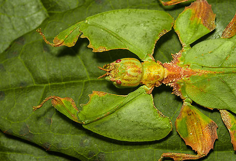 Phyllium Giganteum - Giant Walking Leaf - Upper body https://www.jungledragon.com/image/110255/phyllium_giganteum_-_giant_walking_leaf.html
https://www.jungledragon.com/image/110412/phyllium_giganteum_-_giant_walking_leaf_-_upper_body.html
https://www.jungledragon.com/image/110413/phyllium_giganteum_-_giant_walking_leaf_-_upper_body_2.html
https://www.jungledragon.com/image/110414/phyllium_giganteum_-_giant_walking_leaf_-_abdomen.html
https://www.jungledragon.com/image/110415/phyllium_giganteum_-_giant_walking_leaf_-_mug_shot.html
https://www.jungledragon.com/image/110416/phyllium_giganteum_-_giant_walking_leaf_-_abdomen_2.html
https://www.jungledragon.com/image/110417/phyllium_giganteum_-_giant_walking_leaf_-_abdomen_3.html
https://www.jungledragon.com/image/110418/phyllium_giganteum_-_giant_walking_leaf_-_side_view.html
https://www.jungledragon.com/image/110419/phyllium_giganteum_-_giant_walking_leaf_-_upper_body_2.html
https://www.jungledragon.com/image/110420/phyllium_giganteum_-_giant_walking_leaf_-_abdomen_4.html
https://www.jungledragon.com/image/110421/phyllium_giganteum_-_giant_walking_leaf_-_side_view_2.html Extreme Macro,Giant Leaf Insect,Phyllium giganteum