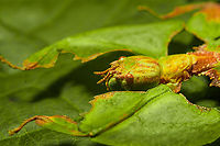 Phyllium Giganteum - Giant Walking Leaf - Upper body 2 https://www.jungledragon.com/image/110255/phyllium_giganteum_-_giant_walking_leaf.html<br />
https://www.jungledragon.com/image/110412/phyllium_giganteum_-_giant_walking_leaf_-_upper_body.html<br />
https://www.jungledragon.com/image/110413/phyllium_giganteum_-_giant_walking_leaf_-_upper_body_2.html<br />
https://www.jungledragon.com/image/110414/phyllium_giganteum_-_giant_walking_leaf_-_abdomen.html<br />
https://www.jungledragon.com/image/110415/phyllium_giganteum_-_giant_walking_leaf_-_mug_shot.html<br />
https://www.jungledragon.com/image/110416/phyllium_giganteum_-_giant_walking_leaf_-_abdomen_2.html<br />
https://www.jungledragon.com/image/110417/phyllium_giganteum_-_giant_walking_leaf_-_abdomen_3.html<br />
https://www.jungledragon.com/image/110418/phyllium_giganteum_-_giant_walking_leaf_-_side_view.html<br />
https://www.jungledragon.com/image/110419/phyllium_giganteum_-_giant_walking_leaf_-_upper_body_2.html<br />
https://www.jungledragon.com/image/110420/phyllium_giganteum_-_giant_walking_leaf_-_abdomen_4.html<br />
https://www.jungledragon.com/image/110421/phyllium_giganteum_-_giant_walking_leaf_-_side_view_2.html Extreme Macro,Giant Leaf Insect,Phyllium giganteum